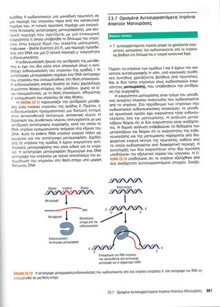 cud6oq ll rotdtronoto0v prto povodtr<r1 npoltetvq oe
-Lo neptoltl tou twpov(ou nSpo on6 tov t<otol'uttx6
.upqvo -or. U tuntrrl npcotetVq nept5XeL prto evepy6-
:'tto N-teLtxrlq ow(orpogrlq UeroYpoq6onq, pto Kev-
.crxr1 neptolq nou oXeti(etot Ue Uto entxouptt<t1
:,,,eoy6tqto q ono(o unoBorl0d to 6(nLotrro rou tvrpo-
, rou orrlv evepy6 6opr1 tou (xoeitot protoupdorl'
-aturase - BLSne Ev6tqra 23'7), ptoneptoXll np6ode-
rtg oro DNA r<ot prto C-retxr1 neptoX( p' evepy6tqto
: ,,5ovouxtredorlq.
H evdovouxl'edor1 (erwd qv ow(6poor1 qg pret60e-
:-"q r<L 61et tov [6to p6tro mov enotrtop6 6no:q q ow(-
-cLp1 evdovouxledoq tou twpoviou qq oprd6oq l' H
:.rio-rpo<Pn pieroypotpoorl nopdyet 6vo DNA owtypotpo
:; rwpov[ou nou evooUoro0qr<e orrl 06o11 enotrtopo0'
- evdovout<tredor1 en(oqq droond oe notr'0 loprql'6repq
;-;ydqto 05oetg-or61ouq nou protd(ouv, 1op[q vo ei
.:.'novoprot6tuneq, Ue q 05on enotrLopori, oSqyowog
; ivor-opdrool rou twpov(ou oe v6eg 06oetq'
H ,,.,, '. :i. nopoUotd(et rqv ow(6poor1 petdoe-
:-c ev6q tunrrorl twpov(ou rqq oprd6oq ll' flptrrtov, 11
., lovout<tredon npoYUoronote( prto 6(xl'ovr1 ewoprrl
r-3'"' owtouv0ettr<6 (owcilvul-to, antisense) xtr<rlvo' H
- :rroo1 tou ouvOetrrori x.I.o-rvou enttuyXdvetot Ue Uto
:...5poor1 owiorpoqrlq ouppo<pqq, rord qv ono(o ro
="A Lwp6vto evotrll.tottlverot ovdpeoo oro efrovto tou
l'.A Aur6 to 6v0eto RNA twp6vto evepye( nL5ov tr:g
.-*cye(o Yto rrlv ow(mpo<pq preroypoqdoq lXe66v
- r rc twp6vto rrlg opd6oq ll dXouv evepy6qto ow(-
- :cof g pretoyporpdoqq nou e(vot et6txrl yto to twp6-
: tt ow(orpoQrl UeroYpoqdoq drlprtoupye( 6vo DNA
-. .!'poqDo tou twpov(ou pe tefur6 onot5Leopto rqv ev-
- --oroon tou twpov(ou orq 06o11-o161o un6 Uopqtl
- 't.-rvou DNA.
23.7 Optap6vo AurooupponT6pEvo lvTpovlo
Anotro0v MorouPdoeq
* T' ouTooupponrogevro tvtpdvto pnopei vo Xpeto(ovrot evep-
yoqreq poroupoorlq nou rodtronotouvrot on6 ro tvrpovto
rot porl0otiv oro Dintrorpo rou o' evepyo xorotrurtrtl 6opfl'
l-1op6tt ro twp6vto ttov opddtov I xot ll 6Xouv rrlv tKo-
v6rqro ouroouppogtlq in vitro, un6 rovo.vtt<5g ouvOr1-
xeg ouvr'10toq Xpetd(owor BorlOeto on6 npo:tefveq'
Koi ot 60o rUnot twpov[ov (ocog t<trl6tronoto[v evtp-
y6trlteq poroup6oqg, nou unoBoqOo0v rqv ow(6po-
on rnq ouppoqrlq.
'
H'evepy6tlto protoupdoqg e[vot rgnpo tou 1'tovo6t-
xori ovotXrof n].oto(ou ovdyvtootlg nou t<<o6tronote(tot
on6 to Lwp6vto. Ito nopd6erYpo rov twpov(u:v nou
ror6tronotoriv evdovoux}'edoeg enotrtoptoti, to ;-tovo6t-
16 npo.lteivtt<6 npoi6v 51et evepy6trlto t6oo ev6ovou-
rledoqg doo xot potoupdorlg. H ovdtruoq getotr'-
Ld[eotv 6ei;yet 6tt ot 60o evepy6tqteg e(vor ove[dprq-
."g. U 6oprtr<r1 ovdtruoq entBeBorc6vet to 5e6opt6vo tcov
pretoMd(eolv t<ot 6e(Xvet 6rt ot evepy6tqteq qg ev6o-
vouxtredoqg Kot rnq protoupdorlg nop6Xowot on6 6to-
qopettrd evepyo rdwpo tqg npo:relvr1g,.r<o06vo on6
to'ono(o xtodtxonotekot ond 6tocpopettxq neptoXrl H
ouvOnop(r; tov 6[o evepyorlto-lv oqv (6to nptoteivrl
unodqtrutvet qv e(etrtrcrtrrl nope[o tou twpov(ou' H
": , :' ', uno6ntrovet 6tt to twp6vto e[e]'(10r1re on6
6vo ove[dptrlro ouroouppon-r6prevo orotXe(o' Etr<d(e-
,'n?Vr0don-oroxoq
,72rru,
I
IMeroypoQn
Evdovourltedon /
Awi'rporpn UetoYPotP0on
ev6ovoure6ori
5'&
3',
EvorLlgortrloq "rou RNA tvtpoviou
nou orotrou0elrot ond ovr(orPoql
UeroYpoQn Yto ro oXrlPonogo cDNA
. H .vTioTp.qrl ueroyporpoon/evbovourtreoorl nou rootronote[rot ono 6vo tvrpovLo enrrpdnet o'6vo ovr[ypotpo rou RNA vo
, , *:oro.l0e[ oe Pto 050r1-otoXo.
?t.: 0proU6vo Aurooupponropevo lvrp6vto Anotro0v Moroupdoeg 661
 