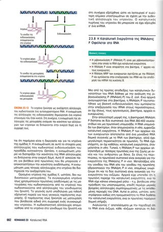 *6.&{4 *$ffiW,t 6{,
I ,-ll.q*L;* I
-
rwoo*o*#%,-l ITo yovidto rnq w ; EvDovouxtreoorl
evdovourtredorlq I
evotouur6veror I
oro tvrprivto *
I,
Torwpdvrorrrr, JLill-Aqvevoovourieoqff-l
To yov[6to rrlg goroupdo4g
evour gordvetor oro rvrpdvto
W
I
I
*
To rvrpovro rpeper
ev6ovourtreoorl
K0r uoToup0orl
'' , . ) To tvrpovlo lerlv1oe otg ove[opqu1 otrtr1trouXio,
nou xodrronorouoe ovo ourooupponrogevo RNA. H evotoporool
qq otrtr1trouXLoq qg evdovourtreoolg drlproupyloe 6vo rvrp6vro
enorxropou nou 1rov rrvqro. Iq ouv6Xelo, 1 evourgdrrrlorl qg otr-
trltroux(oq rrlg poroupoorlg evloXuoe qv rxovoqro rov o],trqtrou-
Xr6v rov rvrpovlov vo 6rnl6vovror orrlv evepyo doUrl yLo rn
ouppoqrl roug.
tor 6l nop6goro e(vor r; 6tepyoo(o Kor yro to rwp6vro
qg oprd6og ll, H evoopdtoorl oe our6 ro ororXe(o puog
oL).r1LouX(og nou rol6rr<onore[ ev6ovour].edoq rou
npoo6(6er xrvrlrtx6t4ro. Oo16oo, 4 evotrrpdro.ron Uno-
pe( vo droropd[er qv lrov6rqro qg RNA oMq],ou1(og
vo 6tnLrrtveror mrlv evepyq 6opr1. Aur6 0' ooro0oe n(e-
orl yro Boq0eLo on6 nporetveq nou 0o pnopoUoe v'
onororoorrloouv rnv rrovdtrlro ovod(n).oor1g. H evoot-
p6roor1 truog tS,rotog oMrllouX(og oro rwp6vro 0o dro-
rqpotoe rqv ove(oprqo(o rou.
Opro;r6vo twp6vto qq ogddoq ll, oro16oo, dev rco-
dLronororjv potoupdoeg, To ouyrerprprSvo rwp6vLo
[oo:q Xpqorpronotoriv nporeiveq (roo6rivopreg Ue rrq Uo-
roupdoeq nou xr.odrronororjwor on6 to rwp6vto) nou
r<ro6 tronoro tjwor on6 o).).qlo u1(eg ro u yovLdtco proto g
rou [evtorr1. To yeyov6g ow6 uno6r;].rrtver pro nrOovrq
e[e].trrrxr1 nope(o yro rouq yevrr<oig nopdyoweg oup-
poqnS. O nopdyowog (or,-rg
[er<[vr1oe otg proroupdorl
nou Boq0oUoe eLdLxd orn ouppoerl ev6g ouyxexprpd-
vou rwpov(ou. H xro6rr<onorqtrrq o).trr1lou1[o onoUo-
voOrp<e on6 ro rwp6vro oro yovLd[ropro rou (evtorq r<or
662 KE0MA|0 23 Korotrunro RNA
orrl ouvdlero e[e].iX0qr<e dlore vo ].enoupye[ o' eupG
repq xl,(prorq unoorpoUdrtov oe oX6on Ue rlv ouOev-
rrr4 oLl,qloul(o rou rvrpovfou. O roro].urrr6g
nuprlvog rou rwpov(ou 0o prnoporioe vo 6Xer e[eh1Oe(
o'6vo snRNA.
23.8 H KoroAurrrfi Evepy6rnro Tnq RNAdonq
P OgeiAeror oTo RNA
* H prpovoux),eoo1 P (RNAooq P) eivor pto ptpovour),eonpot-
refuq orrlv ono(o ro RNA 6Xer rorotrurtxl evepydrrlro.
e H RNAoon P e[vor onopo(rrlTr] 0To porrrlpto, r' opyolo xo.
roug europudreg.
a H RNAoon MRP rtlrv europuor6v oXer((eror pe qv RNAoor
P ror epntr6reror orqv ene[epyoolo rou rRNA ror qv ono6o-
Urlorl Tou mRNA qg rurtrrvqq B.
Mto on6 tg np6reg ono6e[[erg trrtv roro].unr<lrv 6u-
vororqtorv rou RNA 6d04re Ue rrlv ovdl,uorl rnq pr-
Bovour<i.edoqg P (RNAdor; P) rou E. coli. Evc6 opXrxd
ovoyvrop[orrlKr oro Bor<rrlpro, q RNAdoq P rouronoL-
qOrlxe <og Boorr<4 evdovour<Ledol nou epnLdreror
orqv ene[epyoo[o tou IRNA oroug neptoo6repoug,
ov 6Xr 6Loug, rouq opyovro;rotig, Borcrqpro, oplo(o xt
euKopuoreg.
Iqv oni.oUorepn UopAn qg, 11 Borcrrlproxrl RNAdoq
P 6r[orotor oe 66o ouorortrd: dvo RNA 350-400 voux.tre-
ottS[ov Kor l-uo npcoreivrxrl unopovd6o. H RNA unopovd-
6o trov Borcrqpfrr;v, 6rov onopov6verot in vitro, etrrgovl(er
r<oro).urtrr1 evepy6qto. H RNAdon P ttrtv opXo(ov Kor
rov euKopuorotv onoreekot on6 6,vo provodrr<d RNA
6opur<d ouyyevSg pre ro RNA rtov Borcr4p(rov, oMd 61er
geyoL0repq neprernr6r4ro oe nporelvr1. To RNA 61er
e).d1rorr1, ov 61r roOd).ou, r<oro).ulxr1 evepy6qto, 6rov
pe).erdror in vitro. Tunrxd, n RNAdon P tcov oplo(ov o.tr-
LrlLenrdpd pre rSooeprg nptorelveg evo tr;g (6p49 pre ev-
v6o ror rou ovOpolnou trle 66ro. Ie 6Leg rrq nepr-
m6oerg, to npcoreivu<6 ouorolx6 e(vor ovoyro(o yro r1v
evepy6qro qq RNAdorlq P in vivo. MeroMd[erg e(te
rou yovr6fou rou RNA eke rou yovrdfou rqg npcorefurlg
odpovonororjv qv RNAdoq P in vivo, enoprSvtoq yv<r-lpi
(oupe 6tr rot ro 66o ouororu<d e(vor ovoyr<o(o yto rn,i
evepy6rqto rou ev(6prou. ApXu<d e[Xe unora3:. :; -
npo.lrelvq nope(1e rqv xoro].urrrr1 evepyorn:c . ,
- -:
RNA eiXe rdnoto entxouprr6 pdlo - n,X, ponOc-::
--np6o6eoq rou unoorpc,-rUoroq, enetdq neotoit. -a:..::
BpoXe(eq oMrlLouX(eg oupnr1po-lpolKrq ur :.1 i.-.i.
p6veg nepLoXSq rou DNA. Auro( or p6lor, rr.rr::: :,-.
orpdgr;xov r<oorrtg orn npoyUortxdqro ro B,1 I ::-:
rlv xoro.trulr4 evepy6qro, evol or nporervoc rtJt, t -
6optxrlornpr(n.
Avo),riowog r' onoteL5oporo [-le qv nop:-]:- t-
ro RNA e(vor 5v(upro, Kdee "6v(upo" roro.trua. :- : :
Boorxeg ewong
 