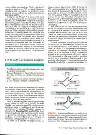 onoon notr 6v unoorpoudrov. nop6rr n KorolurtKn
evopy6rrlro Bp[oretor oro RNA, ro nproteivu<5 ouorort-
r<6 ou(dver nol0 r4v roXfqro qg ow[6poor1q, 6nolg
go(vetot on6 tqv ori[4oq tou optO;toti ovorrix].rooqg
(BL6ne Ex6vo 23.9).
Err6g on6 rqv RNAdoq P, or europurirreg nep6-
Xouv Uro dltrq onopokrlnl ev6ovouxLedorl Booropr6vrl
mo RNA, qv RNAdoq MRP (mitochondrial HNA pro-
cessing, ene[epyoo(o puroXov6proro0 RNA). Auti q ev-
douvouxl.edoq onoteLefuor on6 6vo 6opmd ouyyev6q
rqrolulr6 RNA ror ;rorpd(eror nol.tr5q npo:relvrr6g
unoprovddeg Ue rrlv RNAdorl P. Evd: opXrxd ovoyvop(-
orrp<e on6 ro p5l,o rnq ornv ene(epyoo(o rou prroxov-
Eptororj RNA, 4 RNAdorl MRP rup(rog tretroupye[ orov
nuprlvo, 6nou ene[epyd(eror ro np66po;ro prBooropur6
RNA. H RNAdoq MRP (orog en(or1g no((er o4;rowu<6
p6Lo orq pU0prorl rou KurrqprKo0 xUr.trou, ro069 ou1.r-
ger6Xa orrlv onoS5prnon rou mRNA tr'19 r<urd.fuqg B. H
ovoyvriprorl r4g RNAdoqg MRP e(vor npox.trr1nrf, ro-
Oci:g go(verot 6tr ro npoteivrr6 oumonr6 ourrqpe(tor
oe preydlo Bo0p6 pero[0 RNAdortg P r<ot r1v RNAdorl
MRP, evri q peroBoLrl r4g er6x5qroq oq npoq ro un6-
fipogo ogeftreror mqv owotr].oyr1 rou roroLurtroU
RNA.
2 3,9 To loerOfi 'Exouv KoroAurrrfi Evepy6rnro
* To LoeLdrl ror ro roooetd4 oXrlpot(ouv 1uo orpupor5qoin 6oUn
p' evepyoqro ourodroonoorlg.
o l-lop6uoLeq dou6q unopei vo 6q;uoupyq0o0v (euyoprirvovrog
6vov rLdrvo-undorptrllro nou 6toonoror qnd 6vo ev(ugrrd
rtr6vo.
a '0r0v o ev(uprr6g xkovog erooyeror oro rUrropo, (euyopdrver
p' 6vo rtr6vo-ordXo, o ono(og oul ouveXero droondtor.
'Evo or6prq nopddery;ro qg u<ov6rqroq rou RNA vo
Lemoupye( og evdovouxledo4 nopSXeror on6 trreprxd
grrpd (-350 nt) <pulrd RNAs nou drexneporcbvouv pto
ow(6poor1 ouro6r6onqo4g. 'Onog Kor orrlv nep(mat-
orl rou rwpov(ou opddog I rou Tetrahymena, e(vor nt-
Oovrl q rotooreu( Soprc0v nou prnope[ vo ],erroup-
yrloouv o' e[coreprrd unoorpd:poro.
Aurd ro prxpd gutrxd RNAs rorordooowor oe 6Uo
yevu<69 oprddeg: ro roer6f Kor ro toooer6{. To roer6ri
(viroids) e[vor ].ot1.roy6vo pr6pro RNA nou Lenoupyo0v
ove(dptrlto Xcopfg vo neprBdMowot on6 rdnoro npo:-
reivx6 5).urpo. To roooer6{ (virusoids - ;repu<69 rpo-
p6g roloriwor dopuEripo RNA, satellite RNA) rilouv
nop6poto opydvrrloq, oMd neprBdtrI.owqr on6 nprore(-
veg <purrrdrv urlv r<o0clq ouoreud(owor pro(( pr' 5vo rx6
yovr6(orpro. To roooer64 6e pnoporiv v' owLyporporjv
ove[dpqro, xo06g Xperd(owot t4 Bori0ero trr:v rcilv.
To roerdq Kor ro toooerdq owrypdgowot 1.uloo ru-
l,r6pev<ov r0xLrov (BI6ne Err6vo 12.6). O xAtiryoq rul
RNA nou ouoxeud(eror orov 16 roleko xkitwg qr
(plus strand). O ouprntrqpcol.torr6q xLtivog nou nop&
yeror xord rlv owrypogrl tou RNA rol,ekot xArbvog
ilqv (minus strand). Yndplouv nouprepri rot ttov 60o
r<trc[vrov, ouv Kor n].4v. Kot or 5Uo t0not provol.teporiq
6qpuoupyoriwor pe drdonoon rnq oupdg ev6q xuht6pre-
vou r0x,trou Q. To rurlrrd povopepf rou xl.<itvou ouv
nopdyowor ouvddowog t' dr<po ev6g eu0UypopUou
provopreporig,
T6oo ot xLrivor ouv 6oo rot ot xtrrivot ntrr1v rov toet-
dc6v xor rtov toooer66v ug(orowot outo6tdonoorl rn vlf-
ro. Opto;r6vo RNA droonoUv in vitro un6 rovovtx6g
ouvOrjr<eg. l.trLo 6roonoriv pr6vo prerd 6vo r0rl,o 06p-
Uovonq xor rfri(r'1q: our6 unodrlAdlver 6rr ro onopovo-
;r6vo RNA 6Xer oxordtrtrr1lr1 6ropr6pqrrloq, oMd ;rnope(
v' onorcrloer evepy6 6ropr6pqtooq ov ono6rqroX0e( xt
enovo6rorolOe(.
To roer6ri xor roooerdti nou ug(orowor outo6rdono-
or1 qlqpot(ouv Uro "oqupoKdeclln" 6ewepotoyn 6o-
Uri mn 06o11 drdonooqg, 6nog qo(vetor mo ndvo
U6poq rnq ElKOllAI23.14. To o<pupor<5goLo prBodv(ugo
ouirouv oe Uro ou<oy6vero prBoev(Uptov nou nepilo1.r-
Bdvouv tov 16 qg qnor(n5og 5 (HDV), ro prBo6v(u;ro
goupr<drog Kor ro 6opurpoprr<6 ptBo5v(upro Varkud
(VS). Aenoupyu<d, o HDV onone( 6ro0evr1 geroMu<d
ron6wo yro vo npooOfoer q drdonoorl, evcb to ogu-
pox6rpo).o prBodv(upro Kor ro ogupordgol,o gouprdrog
6e Xperd(owor p6rotr.o. H orlproo(o rov perdMorv orrl
0r ouv0werrr6g xegol6q dxouv tperq
p(oXoug-filtrdg xor ouwrlprlg6veq pdoerg
M(oXoS 3
et E,
Arfmoon
cG /
^f u^,y'
GNCGA
IINNNNN
cNGA ..cNNNNN
Mtoxoq 2 u*ou' vrioxos r
Korotrurtrd x6vrpo
0r rerpotr6g drlptoupyorjvror $ o}.$trenibposrl
ovdpeoo oe drjo oupnhrlpol-ronrd p6pro RNA
Ktrovoq-unoorpouo
8tg ,auonooQ
I C6 /
 aal Y"(
PPP G,..G"C"CGA "U.E-GAGCOH
H0 CG"6Ga ^AGCUCGGppp^G.- ^utI -u"G
Ev(ugutiq xtrrrlvog
n
fl(0f{A 2*.14 0r neproX5g ourodtdonoolg rorv roerddrv Kor Tov
toooetddrv dXouv 1uo ouvorveruq otrtr4trouX(o ror oXrlpor[(ouv gro
oQupordQotrn beureporoyrl doUrl U6oro evdopoproro0 (euyoprir-
poroq. 0r reqotr6g enioqq drlptoupyouvror Ueoo (euyopdrgoroq
ovdgeoo orov rtrdlvo-unoorptrllto Kor Tov (ov(uprro, rtrdrvo.
H
t*.S T0 loerdq'EXouv Korotrulrq Evepvo:-.: 663
Boorxeg evvorcq
 