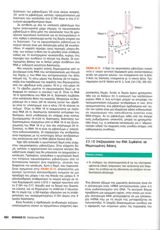 6r6onoor1 rou prBoev([prou VS e(vot or<dprq ooorp4g.
'Oi.' ourd ro prBo6v(upo, oo16oo, npoyUororroto0v gro
6rdonooq nou rorol,o(ner 6vo 5'-OH dxpo rc 6,vo 2'-O'-
r<uxAr6 goorpodteorepr6 dr<po.
Ze ow(Oeoq pe 6l.o ro un6lorno prBoriv(upro nou
riXouv ovoyvrrlprme( pr61pr o4prepo, ro oeupor<dgo).o
prBodv(upro rr dLl.o pr6l4 qg ou<oySvetdg roug 6e Xper-
d(owor nporeivx6 ouqrour6 yro vo ).eroupyrloouv rn
rzrVo, xoOrilg q oMqLouX(o oufig rqg doUnq enopre( yro
rq 6rdonoo4. l-ro ro ocpupor6cpoLo prBo6v(upro ro
evepy5 r<6wpo e[vor 1.uo oMrl].ouX(o p6].rq 5g vour<].eo-
n6(ov. H rerpo).r1 neprSler rpetg neproldg p(oXou-O4-
Ltdg, rcov ono(olv n eSon r<or to prdye0og e(vor oroOepd,
roOrilg xor 13 ouwqp4pr5vo vouxleor(dro, r<up(og ong
neproXSg nou ouv66ouv ro rulwpo r4g 6opqg. Or ouv-
rqpqg6veg Bdoerg ror or 6rnlo( g(oXor ouv0drouv 6,vo
RNA p' ev6oyevrl n<ov6r1ro 6rdonoong.
Mro evepy6g regol4 en(onq dqptoupye(ror on6 ro
(euydpopro ev6g RNA nou owrilpooone0er puo nleupd
qg doprig trr' 6vo RNA nou owrnpooonerier qv dl,Lq
nLeupd qg. To rdrrrr pr6pog t4g Err6vog 20.14 nopou-
otd(et rivo nopddery;ro r;g r<ego).rjg nou drlpuoupyefuor
on6 rov uBpt6ropr6 ev6g propfou 19 nt g'5vo pr6pro 24
nt. To uBp(6ro trlpe(ror q ogupor<6goLq 6oprr1 pre rrl
Srogopd 6n Ae(nouv or oyxriLeg I r<or lll. 'Orov ro RNA
19 nt npom(0eror oro RNA 24 nt, 6rdonoorl ouprBoiver
orqv rordMrl).4 05or1qg re<pol,r]g. Mnoporipre vo Oeco-
pr;oouge 5rt o ndvco (24 nl) xLcbvog ourotj rou uBpr6(-
ou e(vor ro 'un6orpopro' evci o rdro (19 nt) xlrivog ro
'5v(upro'. 'Orqv ro RNA 19 nt ovoperyvrjeror Ue nep(o-
oero RNA 24 nt, 6roonc6wor noMon).d ow(ypoeo rou
6eUrepou. Aur6 uno6ql,c6ver 6rr undpXet dvoq xrlxl,oq
(euyopriprorog 19 nt-24 nt, 6rdonoorlg, 6rdorooqg rov
6roonoopuivrov xLoo;rorov on6 ro RNA 19 nt ror (euyo-
p6poroq tou RNA 19 nt p'5vo v6o un6orpopro 24 nt.
Iuvencbg, ro RNA 19 nt e(vor vo prBoSv(upo pr' evepy6-
t4ro evdovouxLedoqg. Or nopdprerpor ulg ow(6poor1q
efuor nop6proreq Ue lq ow(ororleg dtrtrcov owrdpdoeov
nou KotqAUowor on6 ro RNA (Fl,5ne Erx6vo 23.9).
'EXer 11611 ovo).u0e( 11 r<puoroMu<ri dopq ev6g eLdXr-
orou oeupor<5<po),ou pgoev(riprou. Irrlv eLdlrmq 6o-
p4, coor6oo, rl opxffeKrovxrl rou evepyorj r5wpou 6ev
ro0toroUoe oocp5g ncirg 0o pnoporioe vo npolrop{oer 11
rcordLuoq. l-l p6ogoro, ovolri04 r<e 4 rpuoro..f.rxr1 6oprl
rou nLrlpoug o<puporSgol,ou prBo6v(uprou on6 ro
Schlsfosorna mansoni (6vo nopdotro), yeyov5g nou
6rotpdrnoe rlv rordl,uoq. Aur4 q 6oprr1, nou nopouord-
(etor opprorrxd mqv EIK0NA 23.15, onoro).Untet pro
r<p(otprq rptroroyq oAlrl).enidpoorl ovdgeoo oe pro
npoe[oXrl rou pr(oXou I ror tr1g 0r1]ldg rou ;r(o1ou ll. H
oMq).en[6pooq oroOeponoe( ro evepy6 xdwpo oe rd-
roro dtopr6ptpooq d:ore q G12 v' orporpe( npor5vro on6
ro 2'-OH qg C17, 6n^.o6n qn6 ro 6eopr6 nou 6roond-
ror eUKoLq, rot vo 6qproupye(ro enr0eur6 2'-o[uy6vo.
Me q oepd rnq, n G8 nop5Xer u6poy6vo yro tr1 oro0e-
pono[4oq rou veooxnponopuivou 5'-OH drpou mo 3'
npoi6v drdonooqg.
Elvor 6uvor6g o oXedroqr6g ouvduool.uirv ev(riprou-
unoorpdlporog xovciv vo oXrlpor(oouv eLdXroreq oeu-
664 KE0AAAI0 23 Korohulxri RNA
IVlioXoq I
[4(oxog Ill
Ell(0NA 23.15 H dop4 rou orpuporeqotrou prpoev(rjgou ouyKpo-
re[ror o' evepy6 rpuoroy1 dLop6prpoo4 pSoto otrtrqtrentdpooeov
pero[u trtv luoXrltirv oyrutrtlv, nou enrorlgo(vovror ond ro petr1.
H 06orl qg dLoonoo4g enroqpo[veror pe ro r6xxrvo petroq. l-lpo-
ooppoog6vo on6 M. Maftick and W. G. Scott, Cel/ (126): 309-320.
pordqotreq 6op6g. Aur6g ot 6opr6g rilouv Xpnoqonor-
r10e[ yro vo 6e([ouv 6n r; etooytoyrl rov rordl.q],cov
;rop[cov RNA o' 6vo r<rirropo prnope( vo ennp6rper tr1v
ilpoyporonofio4 ev(uptxc0v owr6pdoecov rn vivo. Ztrlv
npoyponr6trpo, dvo prBodv(upo oXedtooprdvo Kor' ou-
r6v rov tp6no e(vor 1.uo e[orperxd er6u<q ev6ovoux].ed-
on ileproprollof nou roreu0[veror evovr(ov ev6g
RNA-m6Xou. Av ro pgoSv(upro reOe( un6 rov 6).ey1o
ev6g pu0pr(6Uevou unoKrvrlrrl, gnope[ vo Xp4orpronor-
q0e( 5ncoq n.X. ot antisense rorooxeu6g yro v' o6povo-
nouloet erdxd tqv 6r<ppoorl evdg yovtd(ou-or61ou un6
ro0opro;.r6veg ouvOrlxeg.
2 3.'l O Ene{epyoofo rou RNA lupBoiver oe
Mepovtop6veq Bdo€tq
* 0r uno0oxelq qg onotrtnonporelv1g-B xor rou ytrouroprrou
utp(orovror erdrreg onogrvooerq nou roro),uovrol ono 0eopr-
vooeg qg ruld[vr1g ror qg odevoolv1g xor otrtro(ouv rlv Ko-
Drronoullq otrtr1trouXio.
'Evo
Boou<6 o[(iilpro qg propror<qg BLo].oy(og e(vot 6l
11 oLAq).ou1(o ev6g mRNA owrnpooonerier p6vo 6,rr
e(vor rro6rr<onorqprSvo oro DNA. To r<ewprr6 66ypo
npodBLene puo ypopprrxrl oX5on, onlv ono(o pro ouve-
plg oMrlouX(o DNA preroypdgeror oe Uro oMrlLou-
X(o mRNA nop Ue rq oerpd rnq Llerogpd(eror oe
no).unem[61o. H Unop(r1 Sroxexoppr6vov yovrdicov r<oL
11 oqo(peo4 rcov rwpov(tov pr6oir.t rrlq ouppoerlg rou
M(oXoq ll < )'--+
c'.G 1 n-
G,"A t ^"n:]*C.;--"Ai/s
A-J G.---"U G
A
JC
FI QI
Boolxeq eworeg
 