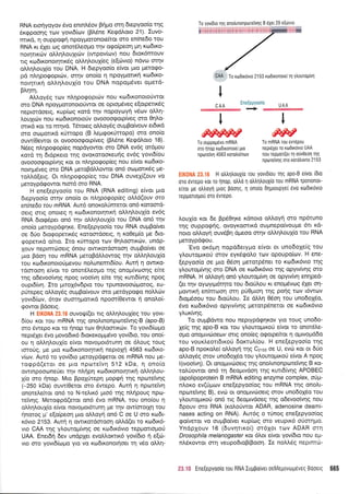 RNA eroqyoyov 6vo entnL6ov p(Uo orn drepyoo(o rqg
Srgpoo4g tcov yovtd(tov (Bh6ne Ke<pd).oto 21). Iuvo-
mr6, 11 ouppoqq npoYporonote(tot oto en(ne6o tou
RNA r<r 6Xer og onor5leopo trlv o<po(peoq pr1 rodtro-
norqlrrilv oLlqAouXrdrv (twpov(<ov) nou 6tox6nrouv
-ng ro6rronorqtrr6g oMql.ouX(eg (e[c0vto) ndvo orqv
oMrlLoufo tou DNA. H 6tepyoo(o efvot 1.tto UeroQo-
pd nlr;po<poptcilv, oqv ono(o q npoyprottrrl r<r:6tro-
notrlrrrrl ollrlloulio tou DNA nopogdvet opetd-
9rnq.
AL).oy6q ttr;v ntr4 porpo p tcirv no u rcodtrono toUwot
oro DNA npoyporonotofwot oe optoprSveg e(otpenr<5q
neprmdoerg, xup(tog t<otd t4v nopoycoyrl v5rov oMq-
l.ouXuilv nou rcodtronotoUv ovoooo<porp[veg oro 0qtro-
onrd ror ro m4vd. Tdtoreg oli.oy6q ouprBo(vouv et6xd
oro ooponKd rrlrropo (B Leg<por<r3rropo) aro ono(o
ouw(0ewot ot ovooooeotp(veq (B)r5ne Kerpdtroto 18).
N5eq ntrqpogop(eg nopdyowot oro DNA ev6q ot6ptou
rot6 11 dtdpreto rnq ovoKqroor<eurig ev6g yovt6(ou
ovooooqorpfvqg rot ot n].r1po<pop(eg nou efuot t<codxo-
noqp5veg oro DNA preroBdMowqt on6 oroprotx6g pre-
toLl,d[etq. Or nLrlpotpop(eg tou DNA ouveX((ouv vo
pretoypdgowot ntord oro RNA.
H enefepyoo(o tou RNA (RNA editing) e(vot 1.tto
6tepyoo(o mrlv ono(o ot nArlpoEopbq aMd(ouv oro
en[ne6o rcu mRNA. Aw6 onoro],0me-rot on6 xotqord-
oerq orrq onoteq 11 rodtronotqrtr<ri oLlrll'ou1[o ev6q
RNA 6toq6pet on6 qv otrtrql,ou1(o tou DNA on6 qv
ono(o peroypdqrp<e. Ene[epyoo(o tou RNA ouptBo(vet
oe 6rio Drorpopetrr6g rotoordoetq, 11 r<oOepr(o pre 6to-
gopetrrd ofttq. Iro x0nopo ttov orproortrdrv, undp-
Xouv neprmciloetg 6nou owtrordmoorl ouprBo(vet oe
;uo Bdo4 rou mRNA pretoBdl,Aowoq rrlv otr).r'1}'ou1(o
rou ro:srronoroUpevou nol,unemt6(ou. Aurrl n owtKo-
rdmoorl e(vot ro onotStreopo t4g onop(vcoorlg e(te
qg o6evoo(vnq npoq tvoo(vq efue qq r<un6fvqq npoq
oupr6(v4. Iro puroX6vdpto tou tpunovootitl-toroq, eu-
prirepeg oMoy6g ouprBo(vouv oro pretdypoqo noMdlv
yovr6[trlv, 6rov oum4pottrd npoor(0ewor 11 onotro(-
qowor B6oerg.
H EIK0NA 23.16 ouvor!((er ttg oMr;Lou1(eg rou Yovt-
6(ou r<or rou mRNA u1q onol.tnonpotetvqg-B (apo-B)
oro 6wepo xor ro qnop trov Or1troortxdlv. To yovtd(copto
nepr6ler 6vo provoSxd dtor<eropptdvo yov(6to, tou ono(-
ou 4 ol"qtrouX(o e(vot novopot6runq oe 6Loug toug
roroig, Ue pro rodrronorqtrxq neptolq 4563 t<todtro-
v(o:v. Aur6 to yov(6to preroypdqetot oe mRNA nou Ue-
rorppd(eror oe Uro npcoretvq 512 kDa, q ono(o
owrnpooonef er qv nln pn xo.t6txonotqtu<r1 oM4Lou-
1(o mo 4nop. Mto Bpolftepq Uopqn qg npoteivrlg
(-250 kDa) ouw(0erot mo 6wepo. Auq q nptoteivrl
onoretrefror on6 ro N-te].tr6 plo6 rrlg n]rlpoug npo-
re[vr;q. Meroqpd(erot on6 6vo mRNA, tou ono(ou t'1
oM4l,ouX(o e[vot novopor6tunrl Ue rrlv ow(orot1r1 tou
qnotog g' e(o(peor1 puo oMoyrl on6 C oe U oro rtrl6t-
r6vro 2153. Autrl r1 owxotdoroo4 oMd(et to ro6u<5-
vro CAA qg ylouropr[v4g oe ro6tr6vto tepprortoprof
UAA. Enerdrl 6ev undpXet evoMorrtr6 yov(6ro { eE6-
vro oro yovt6(co;ro yro vo rto6xonotqoet q v5o otrtrq-
To yov(6to qg onotrtnonporeivqq B 61et 29 e(drvro
.!!.ffi ro xtrldtrovto 2153 rto6tronote(q ytroutopfurl
t
c AA Ene{ePlooto uAA
::
I
o&rororyP
To ouppopdvo mRNA
mo rlnop xtrloxonote( pto nept5XeL ro xtldtxdvto UAA
npote'tvn 4563 rotdointov nou repuotl(et rn o0v0eoq qg
nporetvnq oto rotdtrotno 21 53
EIK0NA 23.16 H oltrn)ouxio tou yovt0[ou qg apo-B eivot [6ro
mo 6vrepo roL to r1nop, oilro n otrtrnhou1fo tou mRNA Tporottot-
e[ror pre otrtroyn Urog Foonq, n onoio OlptoupYei 6vo rol0txovto
reppolopoti oro 6vrepo.
Loul(o ror de Bp60ry<e r6noto oMoyri mo np6tuno
rnq ouppoqrlg, ovoyroortrd ouptnepo[voupe 6tt rd-
noro oMoyrl o'uv5Bq d;reoo orrlv oMrlLoul(o rou RNA
petoypd<pou.
'Evo or6prq nopddetypo e(vot ot uno6ole(g tou
ytrouropur<o6 orov eyr<6goAo rov opoupofrov. H ene-
(epyoo[o oe pto 0do4 ;retorpdnet ro rro6tr6vto t4g
yl.owop(vqg oro DNA oe rodtr6vto rrlq opyrvfuqg oro
mRNA. H oMoyrl on6 y)routoprtvrl oe opyw(vq enrlped-
(er t4v oycoyrp6rqro tou StoULou n enop6vtog 51et o4-
prowu<r; en(nroorl mq pri0;uoq rnq po{q rrov t6wtov
dropSoou tou 6rqUlou. Ie dtrq 05oq tou uno6oX5o,
6vo ro6rx6vto opytv[vqg perorp6netot oe rodtr6vto
ylur<rvr;9.
To ou;rBdwo nou neprypdenKov yto rouq uno6o-
1e(g qg apo-B ru rou yl.ouropKoU e[vqt to onorStre-
opo anastwritoe@v onq ono(eg oqotpe[tot q optvoptd6o
rou vour<Leorr6rro0 SoxruL(ou. H ene[epyoo(o qg
apo-B nporo),e( oMoy4 rrlS Czrse oe U, evci xot ot 6tio
olloy6g orov uno6oX6o tou yloutoptro6 e(vot A npoq
l(voolvq). Ot onogwcioetg tqg onoltnonporetvqg B ro-
tol0owor on6 q deopuvdoq t4g rutt6(vqg APOBEC
(apolipoprotein B mRNA editing enzyme complex, otil-t-
nlor<o ev(Upro:v ene(epyoo[og tou mRNA t4g ono].t-
nportefvrlg B), evdr ot onopwrioetq orov uno6oX5o tou
yAouropuxorl on6 ng 5eo;uvdoeg qg odevooivqg nou
6pouv oro RNA (roLotiwot ADAR, adenosine deami-
nases acting on RNA). Aut6q o tUnog ene(epyoo(og
go(vetor vo ouprBo(ver r<up(tog oro veuptr6 o0mqpo.
Yndplouv '16 (duvqrtr<o() or6Xot rcov ADAR otq
Drosophila melanogaster ror 6lor e(vot yov(6to nou eU-
nL6Kowqr mr1 veupo6roB(Boo4. Ie noltr6g neptmdl-
23.10 Ene[epyoo[o rou RNA Iuppo(vet oeMegovtop6veq Bdoetq 665
I
wTo mRNA tou evr6pou
 
