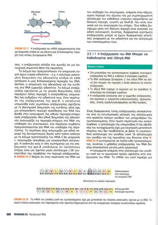 EIK0NA 23.'17 H ene[spyoo(o Tou mRNA npoypoTorore[Tur 6T0v
pro deopLvdorl snrdpd oe pro odeviv4 grog drilootoop6vlg nepLo-
Xrlg ev6g ore)drg (euyoprop6vou RNA.
oerq, n ene[epyoo(o o].].d(er 5vo optvo[ri oe pro ].er-
roupyu<d oqprowrxrl 06oq qg np<otetvrlg.
To 6v(upro nou TrpoyUoronoroUv rrlv onopr(vooq ou-
yyd 61ouv eupe(o er6rr5rpo - n.X. n r<oLwepo preLeq-
;r6vr1 6eo;rrv6o4 rqg o6evoo(vqg enrdpd oe rdOe
rordLorno A ;uog 6rnLooroql5vqg neproXqg rou DNA.
Om6oo, 11 onopr(vooq qg o6evoo(vnq Kor rqg ruu6(-
vnq oro RNA ep<pov(er er6r6r1ro. To dv(u;ro ene[ep-
yoo(og oXer[(owor Ue rrq yevrKSg 6eopuvdoeg, o].].d
nepdXouv dLl,eg neproX6g q enrnp6oOereg unopovd-
6eg nou puOpr(ouv t4v et6u<6qrd roug. Irrlv nep[mro-
on rnq ene(spyoo(oq rnq apo-8, 11 rorolurrrrl
unoprovdSo ev6q ouprnL6r<ou ene[epyoo[og qXeti(eror
pe rr1 Bomqpror<4 6eopuvdoq qg xurtd(vqg otrld 6Xet
pro enrnp6o0eq neproXrl np6o6eoqg rou RNA nou
Bo40d orqv ovoyvrilpron rnq erdu<rjg neptoXqg-or61ou
npog ene(epyoo(o. Mro er6rrci 6eo;rwdoq qg odevoo(-
vrlq ovqyvop((er rrq neproldg-or6Xoug mo RNA rou
uno6o16o rou ytrouropu<oti, evc0 nop6proro ouprBdwo
Trpoyporonoto0wor oro RNA rou uno5o16o rnq oepo-
rovfuqg. To orjpnl,oxo (orrlg ovoyvrop(er puo et6xr1 ne-
proXq qg 6ewepotoyorig 6oprig xord rp6no ovdl,oyo
ge ro 6v(upro rponono(r1oqg rou IRNA 11 0o prnopo0oe
v' ovoyvrop((er oneu0e(og pro vourl,eorr6rxrj oM4l,ou-
X(o. H ovdmu[r1 ev6g in vitro ouorriprorog yto rnv ene-
[epyoo[o rqg apo-B uno6r1].6ver 6rr rord].].4].og
or6Xog e(vor ;uo qXeru<d purp4 oMqLou{o (-26 vou-
rtreotbto) nou neprBdLl,er rnv neproXrl ene[epyoo(og,
H EIK0NA 23.17 6efiyer 6rr orqv nepfmooq tou RNA yro
tov uno6o15o rou ylouroprro0, ovdpeoo ornv e[epyo-
op6vr1 neproXq rou e(ov(ou Kot Uro ou;rn).4pcogotrrrl
oM4LouX(o rou xo0odrro0 rwpov(ou q4rlgod(eror pro
6(xl,ovq neproXq, yvomrl og GluR-B, nou e(vor ovq-
yxo[o yro qv ovoyvr6prorl rou or6Xou. 'Evo ].dOog (eu-
ydprol"ro pr6oo orq 6(xlrovrl neproXri e(vor ovoyro(o yro
er6u<ri ovoyvcbpron. Iuven6g, drorpopeurd ouonjproro
ene[epyoo(og prnope[ vo 6Xouv Srorpoperu<69 onorq-
oerq ovqgoprrd pe qv erdx6rrlro yro qv oMrll,ouXio
rov ufloorpoprdtcov roug.
23.1 I H Enefepyooio Tou RNA Mnopei vo
Ko0o6nyeiror on6 O6nyd RNA
* Iro Utrox6vdpr0 Tou Tpunovoorogorog ouppolver eKTeTopsvrl
ene[epyoo(o rou RNA p'ev0eoeLg r1 onotrorqeg oupLdivrlg.
e To RNA unoorporpo (euyoprirvet U' 6vo odnyo RNA xot ono
ttg 6uo ntreupeg qq nepioXqg 1 ono(o nporeuor vo unoorel
eneIepyooro.
* To od1y6 RNA nopdXerro er;loyefo yro Tlv npoo0rtrn (n
onovrorepo qv onotrouprl) ouprdrvrirv,
* H ene[epyoolo rorotruerot ono ro otopor[dro ene[epyoolog,
evo oupntroro p' evepyorrlro evdouvourtreoolg, e[ovouxtre-
ooqq, retrurlg ouptdu),orpovotpepoorlq xot RNA trtyrooqg.
'Evog 6togopelr<69 rlinog ene(epyoo(og onoro).Ume-
tor on6 lq ewunoorox6g o).).oydq qq oMrlouX(og
oro npoi6wo noMdrv yovr6f<ov rrrlv Urroxov6p(olv rou
tpunovoocitllorog. Irqv npotq nep(moloq nou ovoKo-
).Urp0r1re, q oMq).ouX(o rnq unopovd6og ll rrlg o[er6o-
orlq rou r<uroXpcbporoq 5Xer Uro eooreprK4 prerot6nrorl
noro(ou nou 6ev npoBAdneror pe Bdorl q voux.treort-
drr<r1 oMr1l.ou1(o rou yovr6(ou coxll. Ot oMrl).ou1(eq
rou yovL6(ou Kor rnq npolre'ivr1g nou 6(vowor orqv
::....i, ..:.: ,
" ouwr]poUwor oe noMd e(6q rpunovooropro_
rog, ouvenolg 11 p60o6og ene[epyoo(og tou RNA 6ev
e(vor onor.treronxrl yLo 6vo ;r6vo opyovropr6.
H ooullgrov(o ovdpeoo orqv oMrlLoul(o rou yovt6(-
ou coxll Kor ro nporeivrx6 npoi6v ogeil.etot orrlv ene-
(epyoo(o rou RNA. To mRNA tou coxll neptSler ;uo
Adevoolvr1 lvoo(vr1
NHI C
I-rl
* -c -6 -N, HN -C .c -N..
I tr cH-> I lt cH
HC --n, -C -g/ HC --n, -C -g/
'r | ,, L
Ktodrronotl96vo
oqv otrLr1trouX(o
rou yevtogworl DNA
Metor6nrorl tou ntroto[ou ovdyvoorlg
Atr)trftouXio RNA
/UtrqlouXio nporeivrl g
ouloro ntro[oto ovoyvtoolg nou noporr;pe[Tot oTrlv npolreiVl drlptoupyeuor ono rqv evoorporooq reoooptov vourtreoldlrrrv ouprdrvrlq.
666 KE0A Al0 23 Korotrulxo RNA
I S S L G I K V E N i:L€ V C
AUA UCA AGU UUA GGU AUA AnR GUA GAG MC eUGJGUA GGU
AUA UCA AGU UUA GGU AUA AAA GUA GAU UGiJ AUA CCU GGU AGG UGU MU
ISSLGIKVDCIPGRCN
Boorxeg eworcg
 