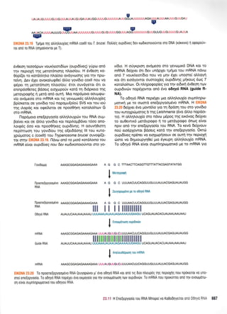 U
UAUAUGUUUUGUUGUUUAUUAUGUGAUUAUGGUUUUGUUUUUUAUUGGUAUUUUUUAGAUUUAUUUAAUUUGUUGAU
ru
@9AAUACAUUUUAUUUG UUU-GUUAAUUUUUUUGUUUUGUGUUUUGGUUUAGGUI
@
UUUUUUGUUGUUGUUGUUUUGUAUUA
TUnUo qg otrtrr1trouXrog mRNA coxlll rou T. brucei.l-lotrtr6q oupL6rveg Dev rodtronorouvrot oro DNA (rorrtvo) n oQotpouv-
ror ono ro RNA (olUo(vovrot pe T).
6v0eor1 rcoodpov vour.l.eott6(orv (ouptd(veg) y0po on6
qv neproXri rqg petot6ntorlg nLoto(ou. H 5v0eor1 ro-
Oop((er ro rotdMqlo ntro(oto ovdyvtloqg Yto rnv npo-
retv4. Aev 61er ovorolug0e( dtrLo yov(6to coxll nou vo
q6per q petot6ntoq nl.oto(ou: 6rot ouvdyetqt 6tt ot
enrnp6oOereg Bdoerg etq4opo0v rotd rr1 6tdpreto rqg
preroypogr1q rj petd on5 owrl. Mto nop6ptoto ooupqo-
v(o ovdgeoo oro mRNA Kot rrq yevulptr6g oMrltrouX(eq
Bp(oreror oe yov[6to to6 nopo;ru[oioU SVS xqt tou toti
t4g rLopdg rot o<peil,erot oe npooOrlrrl xorolofutov G
oro mRNA.
l-'lop6proto ene[epyoo(o oM4].ouXtcilv tou RNA oupt-
Bo(ver ror oe dMo yov(dto xot nepil,oprBdvet t6oo ono-
).o1969 6oo xot npooOrireg oupr6(vqg. H oouvti0tmq
nep(nrrooq rou yovr6(ou qq o[etddoqg lll tou xuto-
Xpc0prorog c (coxlll) :rou Trypanosoma bruceiouvotf ((e-
ror crrnv EIK0NA 23.19. fdvu an6 ra ptod xatd^olfta rou
nRNA e[vu oupt[veq nou 6ev xadxonoolwat oro Yo-
Iovt6[togo
fl poeneqepyoou6vo AAAGoGGAGAGAAMGAAA
RNA
mRNA
Guide RNA
v[61o. H o(yr<pro'q ovdpeoo oro yevoptK6 DNA rot ro
mRNA deftver 611 6ev undpXet rpnpo rou mRNA ndvo
on6 7 vouxl,eodSto nou vo prqv 6Xet unosre( oLLoyti
ror 6u erodyowot ouorotl(eg oupr6lvqg pr{rouq 5og 7
roroLo(nov. Or ntrlpogop(eg yto rqv et5xrl 6v0eoq tov
oupr6tvri:v nopSXowot qn6 6vo o6qy6 RNA (guide R-
NA).
To odr1y6 RNA nepdXer gto oLqLoufo ouprntrrlpo-
prorrr{ pe ro otrlord ene[epyool.tdvo mRNA. H EIK0NA
23.20 6e(tyet 6vo prow6lo yto t1 6pdoq rou oro yov[6to
rou r<uroXpcilgotog b tqg Leishmania (6vo dMo nopdor-
to). H oltrqLoufo oro ndvo prdpog qg ex6vog defiyet
to qu0ewu(6 prerdypogo 11 ro getdypo<po 6ncog e(vot
npw on6 qv ene[epyoo(o rou RNA. Tq revd defiyouv
nori ero6pXowor Bdoerg rord t1v ene[epyoo(o, Orcrc0
ouprd(veg np6ner vo etq(oprioouv oe ouri qv neptoXti
6ore vo 6rlpuoupyq0s( puo dyrup4 oL}'4l.ou{o mRNA.
To odqy5 RNA e(vor ouprntrqpoporxS pe to mRNA yto
AAAGCGGAGAGAAAAGAAA A G G CTTTAACTTCAGGTTGTfiATTACGAGTATATGG
!t,,;t1,';g'pr
*
A G G C UUUMCUUCAGGUUGUUUAUUACGAGUAUAUGG
I Zeuvupr,lucvo pe ro o0qy6 RNA
t
llpoene[epYoo[6vo Rpvq66664qAGAMAGAM AG GcUUUM6UU6AGGUUGUUUAUUA6GAGUAUAUGG
RNAmm*83ilXmm$$m$XXXX
OOny6 RNA AUAUUCAAUAAUAAAU UUUAAAUAUAAUAGAAAAUUGMGU UCAGUAUACACUAUMUMUMU
I rvor,rpotrooq ouptdwrlv
v
AAAGCGGAGAGAAAAGPAA UUUAUGUUGUCUUUUAACUUCAGGUUGUUUAUUACGAGUAUAUGG
il illllil lHII}I ltil Ilil lIAUAU UCAAUAAUAAAU UUUAAAI.'AUAAUAGAAAAUUGAAGU U CAG UAUACACUAUMUMUMU
I t--', ;-.1;; :' .. .:j ; -
I
mRNA AAAGCGGAGAGAAAAGAAA UUUAUGUUGUCUUUUAACUUCAGGUUGUUUAUUACGAGUAUAUGG
,;:rr. .' ,r:', lr ,r.r To npoene[epyoop5vo RNA (euyoptirver p' rlvo o6qyo RNA ror on6 rtg 6uo ntreup6g qg neptoXqq nou nporettot v0 uro-
orei ene[epyooio. To odnyo RNA nopdXer dvu erpoye[o yro qv evourlroroorl Tov ouptdtvtirv. To mRNA nou nporuntet ono qv evotlporol-
o1 e[vot oupn],r1pogolr6 tou o61you RNA.
3;.'!i H Ene[e pyoo(o rou RNA Mnope(vo Ko0o6lyeuot ono 06qyo Rri,+ 667
 