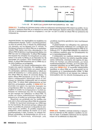 MURF3(5') CyB-2 O6ry6 RNA MURF2-1 Coll-FS MURFII-2 CyB-1
l:.:.;i7:,r::125 95 MURF3 CoillCytsMURF4 tMURFl NDlCoilMURF2Cot ND4 ND5
:r,..:i,:::
'l
i .': To yovLd[oU0 Tnq lelshrnarla nepr€Xri y0v[6r0 nou KodrKonorouv np0ensqspy0og6v0 RNA ovoperKTo Ue UOV06eq, n6u K0]-
dtronotouv t' onopo[qro odrlyo RNA yto q onuroupy[o rov ooortirv mRNA otrtrr1trouxrdv. 0prourvo yovroro eXouv notrtrontrd o61yo RNA.
CyB e[vot T0 nporeEepY0opevo yovisLo tou ruroXptirlrorog b, evdr CyB-1 roL CyB-2 ro yov[6r0 ro]v 06ly6v RNA nou epn],6rovror orrlv
sneqepyoo[o Tou.
o41-rowm{ 5rcrooq, nou nepil.o1lBdver xor nepgdtrtrer rqv
eile(epyooUdv4 neproXrl. Tunu<d, q ou prnLq po proru6r4-
rq e(vor nro ercrevrlg ornv 3'n).eupd tqg ene[epyooprd-
vnq neproxnq, Kor. ilro BpoXe[o mqv 5'n].eupd. To
(euydpo;ro ovdpeoo oro o64yd RNA ror ro npoene[ep-
yoopr6vo RNA og4ver revd 5nou o(euydpcoreg A rou
o6rlyoti RNA 6e Bp(orouv oupn).qproporu<6g Bdoerg oro
RNA nprv on6 qv ene[epyoo(o. To o6r1y6 RNA nopdXer
5vo erpoye(o nou enrp6ner r4v evocoprdroon rov Koro-
Aohcov U oe our5g ng O5oerg pe puo 6epyoo(o nou 0o
neptypoqe( orq ouv61ero. Otov oloxL4pto0e( r; owi
dpoon, ro o64y6 RNA onoondrot on6 ro mRNA nou e(-
vqr nL5ov 6ro06orpo yro ;retdrppoorl.
H e[eL6[r<euo4 qq re].rxr1g ene[epyoop6vqg oMq-
).ouX(og e(vor opxerd nol,rin),oxr1. Iro nopddetypo rou
rwolp6prorog b rqg Leishmania, pto prorprd neproXrl
tou perdyporpou urp(ororor ene[epyoo(o pr' 6v0eoq ou-
voLrrd 39 roroi.o(ntov U, 4 ono(o go(veror 6u onone(
6Uo o6qyd RNA nou 6pouv oe yenovtr5g 06oerg. To
np6ro odr1y6 RNA (euyop6ver pe rrlv mo 3' 06o4 ru
6nemo 11 ene[epyoop6vq o].].q].ouX(o yfverot ro un6-
orpopo yro nepon6po ene[epyoo(o on5 ro end;levo
o6qy6 RNA. To o64yd RNA xrodrxonoroUwot oq ove-
[dprrlreg preroyporprxdg povd6eg. H E!K0NA 20.21 no-
pouord(er 5vo 1dprr1 rrlg oXerrxrlg neprol4g rou
1-utolov6proxod DNA qg Lershmanra. O Xdprrlq ilepr-
troprBdvet ro yov(6ro rou rurolpriprorog b, to onoio r<co-
drronore( qv o).).4Aou1(o nprv on6 rrlv ene[epyoo(o,
ror 6Uo neprolSg nou r<o0op((ouv ro o64yd RNA. To
yov(6ro trrlv r<tiprrov r<todrronotrlnr6v neprolcbv e(vor
ovdperrcro pre ro yov(6to trov ow(ororXcov o6qyc0v RNA.
Oe<op4nrd, pro ;rerdMo[r1 e(te rou yovt6(ou e(te
ev6g on6 to 6rio ow(ororlo o6r1yd RNA 0o ;rnopoUoe
v' oLL6[er rrlv npororoy4 oM4IouX(o rou mRNA dpo
Kqr rnq npolrefv4g. Me yeverrrd r<pn4pro, xoOep(o on6
ourrig ng provd6eg 0o prnoporioe vo 0ecop40e( 6tr ono-
reLe( rpqpo rou yovr6(ou. Or provddeg ergpd(owor
ove[6prr1ro, on6re oogoA6g 0o dnpene vo vo e(vor
ougnLrlpcolrorx5g in frans. Iuvenc0g, ov unqplov 6ro-
06orpreg preroMd(erg, 0o dronrm6vopre 6rr yro vq Ko-
6rrono140e( 4 npororoyrlg o).l.r1LouXio tlroq
668 KEOAAAI0 23 Korotrurud RNA
provodu<4g nporeiv4g Xperd(owor tperg ou;rnLqpoJUo-
ttr6g oprddeg.
O loporrqpro;r6g tolv ev6ropuiocov nou u<p(orowor
pepr4 ene(epyoo(o uno6r1).cirver 6l q ow(6poon ilpo-
lrope( rotd ;rrlrog rou npoene[epyoopr6vou RNA oe r<o-
re[Ouvor1 3'-5'. To o64y6 RNA r<o0op((er rrlv er6x6rrlto
torv ev06oeov oupt6ivrlg prSoot tou (euyopdrprot6g rou
Ue ro npoefle(epyoopSvo RNA.
H ene[epyoo(o rrov ouprdwcbv xoro].Ueror on6 6vo
20S ev(upur<6 ofpn).oro nou xol.efuor oapailo eneep-
yoolaq (editosome), onore].efuor on6 nep(nou 20 nprrl-
-retveg rcor neptSler pro ev6ovouxl.edoq, pro re),rr4
o u p 16 uLotpovogepdorl [f UTdorl), puo 3'-5'U-er6u<r1 e[o-
vour<Ledorl (eEcoUdofl Kor Uro RNA Lryr<do4. 'Oncog <po(-
veror. orrlv EIK0NA 23.22, to oropor(6to ene(epyoo(og
npoo66ver ro o6qy6 RNA r<or ro Xprlorpoilore( yro vo
(euyopc0oet Ue ro npoene(epyoo;r6vo mRNA. To RNA
un6orpopro 6roondrot oe Uto nepropl nou (nr0ov6v)
ovoyvtop[(eror on6 rlv onouo(o (euyopuiproroq Ue ro
EI
3',
*"q&ff
I rvoovourreoon
ry&ff
. TetrLrrl
I
f oupr0utrorpovoqepoorl
'(TUTdon)
:ry
J **o
^,y*ooqY
.. .,, , l1poo01r1 :l onolouprl roro),0[nov U npoyporo-
nole[ror pe Droonool rou RNA, otporpeoq 11 npooOr1u1 U ror ofv-
deol riov orptov. 0t ovlDpooerg roro),0ovror ono evo oupntroro
ev(uprrrv uno qv ro0odrlyloq rou odrivou RNA.
5',
 