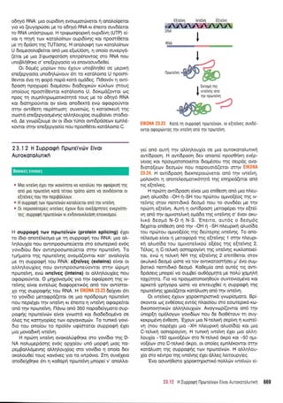 o64y6 RNA: truo oupr6ivrl evool.rotriveror 11 onolo(rperot
yro vo (euyopcioer pre ro o6qy6 RNA r<t 6nerq ouv6Serqr
ro RNA un6orpo;ro. H tpupargopuq oupr6fur1 (UTP) ei-
vor 11 n4yrl rorv r<orol.o(nov oupr6fur1g ror npoor(Oeror
pe q 5p6o4 rrlg TUTdorlg. H onoi,orqri rov rorolo(nrov
U 6ropreooLoBefuor on6 pro e[oUdoq, q ono(o ouvepyd-
(eror pre pto 3'gtoogor6oq enmp5nowoq oro RNA nou
unoBtrrlOqr<e o' ene[epyoo(o vo enovoouv6e0e(.
Or 6opdg ;rop(cov nou 6Xouv unoBLq0e( oe prepu<r1
ene[epyoo(o unodrltrdrvouv 6l ro r<otd].orno U npoor(-
Oewqr 6vq q rpopd nopd r<ord o;rddeg. l-10ov6v 11 ow(-
6poon npoXrrrpe( 6roprSoou 6ro6o1rrd:v rfrtrcov oroug
ono(oug npoor(Oewor r<otdtrorno U, 6ort;rd(owot trlg
npoq rn ouprntrrlpoprorx6rrltd rouq pe to odqy6 RNA
ror 6ror4po0wor ov e(vor ono6errd evdl orpotpotiwot
or4v owi0erq nep(mcooq: ouven6g, 4 rotooreur] rqg
ooord ene(epyoopr6qg oMqtr ou(og ouptBoiva orodto-
xd. Ae yvop((oupe ov or (6tor t6nor owt6pdoerrrv eprntr5-
Kowor. orr;v ene[epyoo(o nou npoo06rer rord.trorno C.
23,12 H tuppogfi llporeivdlv Elvor
AuroxoroAurr16
r Mro rvretvrl 6Xer rr;v rrovdqro vo rorotruer rrlv orporpeon rnq
on6 pro npolre[vr1 rord r6roro rpono tiore vo ouv06ovror or
e[reiveg rou Trlv neptpotrtrouv.
r H ouppoQn rov nptoreivdrv roroLferor ond qv twelVrl.
t 0r reproodTepeg rwetVeg 6Xouv 6rio ove[opqreg evepyoq-
req: ouppoqn nporciVtiv rt evdovourtredorl enotuqrou.
H ouppogri rov nporeiVdrv (protein splicing) SXer
to (6ro onordLeopo Ue rrl ouppogrlrou RNA: puo o).-
L4l,ouX(o nou owrnpooonerjeror fio eooreptr6 ev6g
yovr6(ou 6ev owrnpooorne6eror orrlv nporeivq. To
r;rq;roro rqg nprore(vqg ovoprd(owqr Kor' ovoLoy(o
pe rn ouppogq tou RNA: elreiVeg (exteins) e(vor or
o),).4)rou1(eq Trou clwrnpoo(l)neJowor mnv drptprl
nporetvrl, evri rweiVeg (inteins) or oMrll.ouX(eg nou
ocporporiwor. O prqXovropr6g yro qv o<po(peon rrlq tv-
retvqg e(vor eweLtirg 6torpoperu<69 on6 rov ow(oror-
Xo rnq ouppo<pqg rou RNA. H EIKONA 23.23 6e(yyet 6tt
ro yov(6to ;rerorppd(eror oe Uro np66poprr; np<oretvrl
nou neprdXer trlv rwelvq xr 5nero q rwei4 orporpefuor
on6 r4v nproref,rr1. fldvo on6 350 nopodetyporo oup-
pogns npoteivdlv efvor yvoord ror 6rodedopt5vo oe
6l,eg ttq r<oqyop(eg rov opyovroprc0v. To tuntx6 yov(-
6ro rou ono[ou ro npoi6v ucp(ororor ouppogti 6Xer
1.uo l.rovodrq rweiwl.
H npcirq rwetvq ovor<olriq0qKe oro yov(6to rnq D-
NA noLuprepdoqg ev6q opXo(ou un6 poprp{ Uroq no-
pepBoM6pevrlg oMrll,ouX(og oro yovbro q ono(o 6ev
or<oLouOe[ roug r<ovdveq yro ro rwp6vro. Irrl ouvdlero
onodeffiqre 6n 11 roOop4 nporeffi prnopef v' onoMo-
nporeivnefu
; Exioprl n1g
.
* rwervnq ono
' Trlv fipolervn
w4EIK0NA 23.23 Koro tr1 ouppoqn nporeiVdrv, ot e[retveg ouvD6-
ovrot orporptirwug qv tvre[vr1 ond r4v npotelVq,
ye( on6 ourrl qv oMql.ouX(o oe Uro outor<oro).uttr4
ow(6poor1. H ow(dpoo4 6ev onone( npoo0rp<r1 ev6p-
yeroq Kor npoyUoronoefuor drogSoou rnq oepdg ovo-
drord(etov beoprcbv nou nopouotd(etot mrlv EIKONA
2X.24. H ow(6pooq drernepouiveror on6 qv twetvq,
prolov6n q onoreleopotrr6ulrd rrlg enqped(eror on6
rrg e(teiveg.
H np6tr1 ow(6pooq e(vor 1.uo en[Oeoq on6 pto n].eu-
pu<r1 oLuo(6o -OH n-SH tou npritou o;tvo[5og rrlq rv-
reivrlg orov nentr6rx6 6eo;r6 nou ro ouvdSer Ue rnv
npc0rr1 e(retvq. Aurn q ow(6poor; preroqdper qv e{tei'-
vr1 on6 r1v o1.uvotetrrrr1 oprddo qq rweivqq o' 6vov qru-
Lrr6 deopr6 N-O { N-S. 'Enerro, our6g o 6eopr6g
dSXeror en[Oeor1 on6 tr1v -OH n -SH n].euprr4 qluo(6o
rou npdlrou oprwo[6oq rqg 6e[repqg twetv4g. To ono-
rSl,eopro efvor 11 prerogopd qg e[teivrlg 1 or4v n].eupt-
14 oluo(6o rou ogrvoreLu<o0 o(6o9 rrlq e[teivrlg 2.
T6Log, q C-re}'l<r1 oonopoy[vq qg rwetvrlg xur.l.onore(-
ror, evoi 11 rel,u<r1 NH qq e[retvqg 2 enn(Oeror mov
or<uLrr6 6eopr6 c6ore vo rov qwrKqroorrloer pr' 5vo ou1.t-
Borrr6 nemrdx6 6eopr6. KoOepr(o on6 outSg rrq owr-
6pdoetg prnope( vo ouprBe( ou06p;rqro pre noLri XoUnIn
roXrir4ro. l-ro vo npoyproronor4Ooriv ouwovropSvo ror
oprerd ypnyopo rirore vo entteulOe( 11 ouppoqrl qg
nptotetvqg Xpetd(eror rordluorl on6 rqv rwefvq.
Ot tweiVeg 51ouv Xoponrqprcrxd yvop(oproro. Bp(-
oKowor cog ev06oerg ew6g nl,oro[ou oro eooreptx6 ro-
6rronor4rrrrilv oMrllou1rc6v. Avoyvrrlpf(owor on6 t4v
0nop[r1 o;r6],oycrlv yovr6(rov nou 6e 6to05touv rn ouy-
rer<pr;.r6vr1 6v0eoq.'E1ouv puo N-refuxq oep(vn r1 ruorei-
vr1 (nou nop6let Uto -XH nl,eupu<ri oluo(6o) Kor Uro
C-relrrq oonopoyfvrl. H tunrxq twetwl 51er pto otrl.q-
l,ouX[o -150 oprvo(5ov oro N-re].u<6 dr<po r<or -50 o;u-
vo[6cov mo C-retrx6 drpo, or ono(eg epntr6rowor orrlv
xordl.uorl rnq ouppoqrlq rov nproreiv6v. H oMqlou-
{o oT o r6wpo qg twetvrlg 6Xer dMeg }.emoupy(eg.
'Evo oouvq0roro XopoKrqptoru<6 notrtrriv rweiv6v eL
?* ii H lupporpf l-lporeivorv Elvor Auroxorotrulrl 669
Boorxfg fvuoreg
E[retv1 lvTsivn Elrerwl
reDNA
IBNA
 