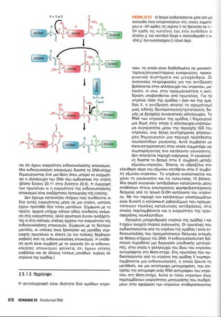 X=Sor0
vor 611 6Xouv evepy6rqro ev6ovouKledonq enoxrol.rori.
Mrq evdovouxledoq enoxrol.rori 6roond ro DNA-or51o
6q;uoupyriwog eror puo Odo'q 6nou prnope( vo eroX<r:pr1-
oer q oMql,ouX[o rou DNA nou ro6xonore[ t4v rwefvr1
(BI5ne Eu<5vo 23.11 orqv Ev6trya 23.5). H ouppog4
rurv npcoreiv6v r<r 11 evepy6rqro rqg evdovouxtredo4g
enou<to1-rori e(vor ove(dprqreg treroupy(eqrnq rwetvrlg.
Aev dXoupe xorovoqoer nLrjpcog ndrg ouv6Sowor or
6rjo our5g evepy6rrlreq p6oo oe pro rweiv4, oor6oo
61ouv nporo0e( 6Uo rUnor prow6lcov. liprgovo Ue ro
nprilro, opXu<d unrlple rdnoro e(6og oriv6eo4g ovdpre-
oo orrq evepy5rqreq, oMd opy6repo Sytvov ove[dpr4-
reg xr 6tor x6noeg rweiVeg 61ooov qv evepy6rrlro rnq
ev6ovouxLedonq efior.KtoUo0. IUprgovo pe ro 6e0repo
prow6lo, or rwe'fveg (orog [er<(vqoov rog pov66eq oup-
pqeiq nporeivriv Kr 6nerq (or nro noMdg) 66X0r1r<ov
etoBo).r1 on5 ng ev6ovoux.l,e6oeq enorKroUori. H un60e-
or1 ourri e(vor ouprBor4 pre ro yeyov6g 6n or ev6ovou-
rledoeg enorrroprotj go(veror 611 6Xouv en(oqg
eroBdMer Kor oe dMoug r0noug provd6cov, xup(rog oe
rwp6vro qq o;rd6og l.
23.13 llepiAn$n
H ouroouppocp{ e(vot 1616111ro 60o oprddov rwpo-
670 KEOA^AI0 23 Korotrurx6 RNA
EIK0NA 23.24 0r 6eopo[ ovodrqroooovror p6oo ond pro
oxotrou0fo frans-soTeponoqoetov olg ono(eg ougper6-
Xouv or -0H ogddeg qq oepiv4g 4 qg Opeov(vr1q Kor rl-
SH opo6o rrlg ruoretvrlg 6tog 6rou ouvde0o[v or
e[reiVeq pr' 6vo nemrdxd Deogd xr one],eu0epo0e(11 rv-
Te(vn U' 6vo rurlonotrlpdvo C-relud 6xpo.
v(tov, ro ono(q e(vor 6ro6e6oprdvo oe povor<rit-
topoug/o)lyor0rropou g euxopudlreg, npoKo-
pucorrrd ouorrlproro xor 1.rrroX6v6pro. Or
ovoyr<o(eg nLrlpo<pop(eq yro rnv ow(6poor1
Bp(oxowor orqv oMr1l,ou1[o rou rwpov(ou, 1-ro-
l,ov6rr, in vivo, srnv npoypotrx6r4ro q ow(-
6pooq unoBoq0ekor on6 npotrefveg, l-ro ro
rwp6vro 16oo qg otrrddog I 6oo rqr qg otrrd-
6o9 ll, 11 ow(6poo4 onorre( ro oXrlprorropr6
grog er6trqg deweporoyorjg/tpnoroyorig do-
Unq Ue BpoXeieg ouvorverrr6g oMqLouX(eg. To
RNA rov rwpov(cov r4g opd6og I 64trloupye(
;uo 6opul oqv ono[o 4 oM4].ou1(o-un6mpr,r;-
Uo ouyKporefuor pr5orr: r4g neptoX(g IGS rou
twpov(ou, evol dMeq ouwrlpqprdveg oM4).ou-
X(eg 64;rroupyoriv prro neproX4 np6o6eorlg
vouxLeorr6(ov youov(vr1g. Aur6 ouprBo(ver pre
trans-eorepono(r1oq orqv ono(o ou pprer6Xer co g
ouprnopdyowog 6vo xord).orno youvoo(v4g.
Aev qnotre(ror nopop; ev6pyerog. H youovoo(-
v4 6roond ro 6eo;r6 ornv 5' ouprBo).r1 ;rero[ri
e[cov(ou-rwpov[ou. 'Eneno, ro udpo[[].ro mo
eLef0epo dr<po tou e(cov(ou entr(Oeror orrlv 3'ouprBo-
L4 e[rov(ou-rwpov(ou. To rwp6vro rur].onorefuor ror
ldver 14 youovoo(vr1 Kor rrq retrewo(eg 15 Bdoerg.
Mro oerpd ouyyevcilv owr6pdoeov xoro,l.riowor ;16oro
ent0Soeov qro uq eocoreprro ri g qrrlogo6remepu<oUg
deoprorig on6 ro rsfur6 G-OH rordlorTro rou rwpov(-
ou. Me qv nopoXrl tcov xordMql,rov unoorpco;rdrr,lv
efuor duvorri 4 xorooreu{ prBoev(riprov nou npoytlo-
ronoroUv norrfi.eg roroLurrr6q owr6pdoerq, mtg
ono(eg neprLoprBdvsror Kor 4 evepy6rqro rnq rpov-
o<pepdo4g vou xi.eor6(ov.
Opro;rdvo ;utolovdpror<d rwp6vro qq oprddog I xor
ll 51ouv ovorXrd ntrq(oro ovdyvo:or1g. Or nporer*veg nou
t<to6txonoro0wor qn6 ro rwp6vto rrlg oprddog I e(vor ev-
dovouxledoeq nou npqypqronororiv 6(xtrcoveg ewopr6g
oe 06oerg-or61oug rou DNA. H ev6ovour<.l,eoLunrri 6rd-
onoon nupodore( pto 6repyoo(o yovr6rorqq Uerorpo-
m'19, or4v ono(o 11 oMrl),ouX(o rou (6rou rou rwpov(ou
owrypdgeror orq 05or1-m61o. Irrg nporetveg nou Ko-
6xonotoriwor on6 ro rwp6vto qq oprd6og ll oupnept-
l,oprBdveror pro ev6ovourledorl, 11 ono(o (ar<rvd 14
perdOeoq, Kor Uro ow(orpogq preroyporpdoq, nou eTrr-
rp6ner rnv owrypoe{ ev6g RNA owrypdqou rou rwpo-
v(ou m4 06oq-or61o. Auto( ot rUnor rwpov(cov (ocoq
nepd.oprBdvouv evepy5rrpeg ;roroupdorlg nou ouv6p6-
Uouv ornv ogo[peor1 rov twpov(rov oro0eponorcirwog
il
a _tu
I .HX
QHz l
I H Yn2-u:',;
-N -i { rr.rivnz l________J
(i,,
-In-iY
ilHn
XH
CH,
-J;g
zHN
il
L ir;),, ; *,
---=
 