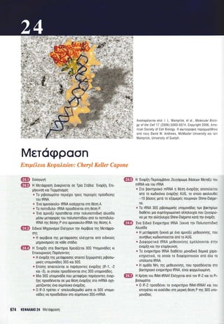 MET6q>paon
Avonopliyno1 on6: I. L. Mainprize, et al. , Molecular Biolo-
gy of the Cell 17 (2006):5063-5074. Copyright 2006, Ame-
rican Society of Cell Biology. H (j)W10ypo(j)[o nopoxwp~8T]Ke
onci mu~ David W. Andrews , McMaster University KOL lain
Mainprize, University of Guelph.
E:rttµileta Ke<palaiov: Cheryl Keller Capone
61) Etoaywy!']
flB H Mnaq>paon t.LaKp[v£TOL 0£ Tp[a I1Mta: 'Evap~Tl, Em-
µ!']KUVOll KOL Tepµanoµ6c;
• To pt~oowµano nepLEXEL 1p£L<; neptoxec; np6o5wric;
TOU tRNA.
• 'Eva aµtvoaKuAo- tRNA £LOEPX£TOL OTll 8!:'.ori A.
• To nrnn5uAo- tRNA npooMv£TOL 011181::011 P.
• 'Eva aµtvo~u npoo1f8£TOL mriv no>.unrnn5LK!'] a>.uo[5a
µ!:'.ow µnaq>opac; 1ou no>.unemt5[ou an6 TO nrnn5uAo-
tRNA 111<; Stone; POTO aµLVOaKUAO-tRNA Tll<; Stone; A.
OI) EL5LKO[ Mnxavtoµo[ EAEVXOUV TllV AKp[~£La Tll<; Mnaq>pa-
01']<;
• H aKp[~£La TT']<; µ£TOq>paoric; £AEVX£TQL an6 £L5LKOU<;
µ11xavtoµou<; 0£ K08£ OTMLO.
8 H 'Evap~T'] om BaKT!']pLa Xp£LO~£TOL 30S YnoµovME<; Kl
EmKOUPLKOU<; napayovT£<;
• H!:'.vap~n Tll<; µnaq>paonc; anOLT£[ ~£XWPLOT£<; Pl~OOW-
µLKE<; unoµovM£<; 30S KOL 50S.
• Enforic; anm1ouvrnt ot napayovrnc; !:'.vap~ric; (IF-1, -2
KOL -3), OL ono[OL npo0Mvov10L one; 30S unoµovMec;.
• Mta 30S unoµovMa nou µnaq>!:'.p£L napayov1ec; !:'.vap-
~11<; npooMv£TOL 0£ µLa 8£01'] !:'.vap~T']<; OTO mRNA OXll-
µm[~ovrnc; tva ouµnAoKo !:'.vap~nc;.
• 0 IF-3 np!:'.n£L v' an£A£U8£pw8e[ WOT£ OL 50S unoµo-
va5ec; va npoo5e8ouv 010 ouµnAoKo 30S-mRNA.
674 KECl>AAAIO 24 Mnaq>paon
- H'Evap~T'] nepLAaµ~OV£l Zrnyapwµa B00£WV Mna~u TOU
mRNA KOL TOU rRNA
• LTO ~aKTT']pLaK6 mRNA Tl 81::011 !:'.vap~nc; anoT£A£lTOL
an6 TO KW5LK6vto !:'.vap~nc; AUG, 10 ono[o aKoAou8£f
-10 ~(Joete; µe10 10 e~aµep!:'.c; nouptvcilv Shine-Dalgar-
no.
• To rRNA 30S Pl~OOWµLK!']<; unoµovMac; TWV ~aKTT1Pl4JV
5ta8!:'.m µLO ouµn>.ripwµanK!'] ann>.ouxra nou ~rnyapw-
V£L µ£ TllV aAAT']Aouxra Shine-Dalgarno KQTO TllV !:'.vap~T'].
8 'Eva EL5LK6 EvapKT!']pLO tRNA ::£KLVO TT']V no>.unrnTL5LK!'j
AAuo[5a
• Hµnaq>paori ~£Ktva µe tva aµtvo~u µ£8£tovrvric;, nou
ouv!']Swc; KW5LKonOL£tTOL an6 10 AUG.
• t.Laq>oprnKd tRNA µ£8£tov[vric; eµnAEKOVTGL 01riv
!:'.vap~n KOL TllV emµ!']Kuvon.
• To evapKT!']pLO tRNA 5La8!:'.m µova5LKO 5oµLKO xapa-
KTT']PLOTLKO, rn ono[a 10 5taq>oponmouv an6 6Aa rn
un6Aoma tRNA.
• H oµMa NH2 TT']<; µ£8£tovrvric;, nou npooMvnOL 010
~aKTllPLaK6 £VapKT!']pLO tRNA, £[VOL q>opµUALWµEVT'].
8 HXp!']on TOU fMet-tRNAf EAEVX£TOL an6 TOV IF-2 KOL TO PL-
~oowµOTLO
• 0 IF-2 npooMm TO evapKT!']pLO fMet-tRNAf KOL TOU
rnt1p!:'.n£L va £LO£A8£L OT1l µepLK!'] 81::011 P111c; 30S uno-
µovMac;.
 