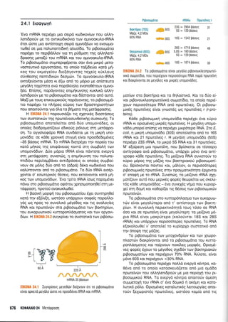 24. l E1oaywyn
'Eva mRNA m:pt8X8L µta 08tp6 KWOLKov(wv nou aMri-
A8mopouv µ8 TO OVTLKWOLKOVLQ TWV aµLVOQKU/1.0-tRNA
8TOL WOT8 µLa OVTLOTOLXJ'"] 08Lp6 aµtvosewv va 8Vowµa-
TW88l 08 µta no11.un8ITTLOLKfl OA.uo(oa. To pt~oowµano
nap8X8L TO n8pl~CI/I./I.OV YLO Tr] pu8µLOJ'"] Tr]c; aMr]A.8n(-
opaOr]c; µ8TOSU TOU mRNA KOL TOU aµLVOQKU/1.0-tRNA.
To pl~OOWµCITLO ouµn8plcp8p8TOL OQV 8VQ µLKpO µ8Ta-
VQOT8UTLKO 8pyoOT60Lo, TO ono(o Tasti58U8L KOTa µfi-
Koc; Tou 8Kµaydou ot8s6yoVTac; Taxdc; KUK11.ouc;
OUV880r]c; n8ITTLOLKWV 08oµwv. Ta aµLVOQKU/1.0-tRNA
8KTOS8UOVTOL µfoa Kl esw an6 TO µ6pto µ8 an(OT8UTO
µ8yC1A.rJ TOXUTrJTO 8VW nap6Mri11.a 8vano8eTOuv aµtvo-
sfo. En(Or]c;, napayOVT8c; 8nLµr]KUVOJ'"]c; KUKA.LKQ aMr]-
/l.8nLOpOUV µ8 TO pt~oowµano KOL ot'(OTOVTOL an6 auT6.
Mai'.;( µ8 TOuc; 8mKouptKouc; nap6yovr8c;, TO pt~oowµ6-
TLO nap8X8L TO n11.fip8c; 8Upoc; TWV opOOTr]pLOTr]TWV
nou anOLTOUVTOL yta 611.a Ta ~fiµma TJ'"]c; µ8Tacppaoric;.
H EIKONA 24.1 napoumai'.;8L nc; oX8TLK8c; OLQOTCI08Lc;
TWV OUOTQTLKWV Tr]c; npwTe'Lvoouv88TLKr]c; OUOKWr]c;. To
PL~oowµano anOT8/l.8LTQL an6 Mo unoµov6o8c;, Ol
ono(8c; otaopaµm(i'.;ouv 80LKouc; p611.ouc; OTrJ µ8Tacppa-
OrJ. To ayy8A.LOcp6po RNA OUV088TQL µ8 Tr] µLKpr] uno-
µovaoa: 08 Ka88 xpovLKfl OTtyµfi dvm npooo808µev8c;
-35 ~CI08Lc; mRNA. To mRNA OLOTP8X8L Tr]V nopda TOU
KQTCI µfiKoc; Tr]c; 8mcp6v8LOc; KOVTCI OT!'"] ouµ~0/1.r] TWV
unoµovaowv. .6uo µ6pta tRNA dvm n6vroT8 8V8py6
OT!'"] µ8Tacppa0r]: OUVWWc;, r] 8nLµr]KUVOJ'"] TOU nOA.Un8-
nTLOLOU n8pL11.aµ~aV8l OVTLopao8Lc; Ol ono(8c; ouµ~a(-
vouv 08 µ611.tc; Mo an6 Ta (aop6) i58Ka KWOLK6vta nou
KaMmovrm an6 TO pt~oowµano. Ta Mo tRNA 8Loep-
xovrm a' WWT8plK8c; 8808Lc;, nou 8KT8LVOVTQL KQTCI µfi-
Koc; TWV unoµovaowv. 'Eva TplTO tRNA (owe; napaµev8L
navw OTO pt~oowµ6Tto acp6TOu xprimµonotri8d mri µ8-
Tacppaori, npOTOU QVQKUKA.W88l.
H ~QOLKr] µopcpfi TOU pl~oowµm(ou 8X8L OUVTr]pr]88l
KOTa TrJV 8se11.LsrJ, wOT6oo unapxouv oacpdc; napaMa-
yec; we; npoc; TO OUV0/1.LKO µey88oc; KOL TLc; QVQAOYL8c;
RNA KOL npwTe'Lvwv OTO pl~oowµana TWV ~OKTr]p(wv,
TOU 8UKOpUWTLKOU KUTiapon11.6oµmoc; KOL TWV opyavL-
o(wv. H EIKONA24.2 OUYKPLV8l TO OUOTQTLKCI TWV pl~OOW-
220 A
/VVVVV.
mRNA 35 ~GoEwv
o<(
0
0
N
EIKONA 24.1 IuyKp(ow; µf:y£8wv 0£1XVOUV 6n 10 PL~oowµcmo
£(VOL apK£16. µ£yo.Ao wo1£ va npooi'iev£L tRNA KOL mRNA.
676 KE4>AAAIO 24 M£To.(j)paol'j
Pljloowµdna rRNAs npw,EivEc; r
Bmrn')pta (70S) 50S
23S = 2904 ~GOEi<; 31
MG½a: 4,2 MDa
5S = 120 ~Goe1c;
60% RNA .._30S 16S = 1542 ~GOEi<; 21
28S = 4718 ~ci.OEI<; 49
Bn>..aOTLKG (BOS) '9 60S 5,8S = 160 ~ci.OEI<;
MG½a: 4,2 MDa 5S = 120 ~ci.OEI<;
60%RNA
.._40S 18S = 1874 ~ci.OEI<; 33
EIKONA 24.2 Ta Pl~oowµo.na £!VOL µ£yo.Ao pl~OVOUKA£0TIPWT£l-
VlKO. owµOTlOLa, nou n£pLexouv n£pL0061£po RNA napo. npw1tlvrJ
KOL OL0Kpfvov10L 0£ µ£yo.A£~ KOL µLKP£~ unoµovdo£~.
µm(wv OTa ~aKTfipta KOL TO 8ri11.aOTLK6. Km TO Mo d-
vm pt~ovouKA.eonpwTe'LVLKa owµm(ota, TO ono(a n8pte-
xouv n8ptoo6T8po RNA an6 npwTdv8c;. Ot pt~oow-
µtKec; npwrnTv8c; dvm yvwOTec; we; npwTdv8c; r (r-pro-
teins).
K688 pL~oowµLKr] unoµovaoa n8pl8X8L eva KUPLO
rRNA KL optoµev8c; µLKpec; npwT8'(v8c;. H µ8ya11.ri unoµo-
vaoa µnope( en(oric; va n8pl8X8L µLKPOT8pa RNA. LTO E.
coli, ri µtKprJ unoµovaoa (30S) anoT8A.8LTOL an6 TO 16S
rRNA Km 21 npwrnfv8c; r. H µ8y611.ri unoµovaoa (50S)
n8pl8X8L 23S rRNA, TO µLKp6 5S RNA KOL 31 npwTdv8c;.
M' 8S0lp80r] µLa npWTe'fVr], nou ~p(OK8TQL 08 T8008p0
avr(ypacpa ava pt~oowµaTLo, un6pX8L µ6vo eva avr(-
ypacpo K688 npwTdvric;. Ta µdi'.;ova RNA ouvtOTouv TO
KUplO µepoc; TJ'"]c; µ61'.;ac; TOU ~QKTJ'"]PLOKOU PL~oowµm(-
ou. Bp(oKovrm navrou KOL, µ6Mov, OL n8pt006T8p8c;
PL~oowµLK8c; npwTdv8c; OTJ'"]V npayµaTLKOTJ'"]TO 8PXOVTQL
o' enacpfi µ8 TO rRNA. Iuv8nwc;, TO µ8(1'.;ova rRNA crxri-
µm(i'.;ouv au16 nou µ8pLKec; cpopec; 88Wp8LTOL we; OK8A.8-
T6c; KCl88 unoµovaoac; - 8VQ OUV8X8c; vfiµa nou KUpl0p-
X8l OT!'"] ooµfi KOL Ka8op(i'.;8L nc; 8808Lc; TWV PL~OOWµLKWV
npwrn'(vwv.
Ta pt~oowµana OTO Kunap6n11.aoµa TWv euKapuw-
Twv dvm µ8yaMT8pa an6 T' avr(OTotxa Twv ~aKTrJ-
p(wv. H ouvoA.LKfl n8pL8KTLKOTJ'"]T6 TOuc; T6oo 08 RNA
600 KOL 08 npwTdvri dvm µ8yaMT8PrJ: TO µdi'.;ova µ6-
pta RNA dvat µaKpuT8pa (Ka11.ouvTOL 18S KOL 28S
rRNA) Km unapxouv n8ptoo6T8p8c; npwTdv8c;. To RNA
8SOKOA.ou8d v' anoT8A.8l TO Kup(apxo oumanK6 an6
TJ'"]V anOljJr] TJ'"]c; µ6/'.;ac;.
Ta PL~oowµana TWV µLTOXOVop(wv KOL TWV x11.wpo-
n11.00TWV OLOKPLVOVTQL an6 TO PL~oowµaTLQ TOU KUTIQ-
pon11.6oµmoc; KOL na(pvouv nOLKLA.8c; µopcpec;. Optoµe-
V8c; cpopec; 8XOUV TO µey88oc; oX800V TWV ~QKTr]plOKWV
pt~oowµm(wv Km n8ptexouv 70% RNA. 'NJ...orn, dvm
µ6vo 60S KOL n8pl8XOUV <30% RNA.
To pt~oowµano n8pL8X8t noM6 8V8py6 Kevrpa, Ka-
8eva an6 TO ono(a KQTQOK8UCl/'.;8TOL an6 µLO oµaoa
npwTe°LVWV nou OA.A.r]/.8nLOpOUV µ8 µta n8pLOXrJ TOU pl-
~OOWµLKOU RNA. Ta 8V8py6 K8VTpa anOLTOUV ciµwri
ouµµ8TOXrJ TOU rRNA o' eva ooµLKO Tl QKOµr] KOL KQT0-
/1.UTtKO p611.o. Optoµev8c; KOTa11.uTtKec; 11.8LToupy(8c; anm-
TOuv s8XWPLOTec; npwTdv8c;, wOT6oo Kaµ(a an6 nc;
 