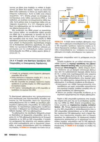 nowoq Uro Bdon 6rov 6roBd(er ro mRNA (rl 6roBd-
(owog pro Bdoq 6Uo gopdq -nptirro og teleuro(o
Bdoq ev6q ro6rrov(ou rr 6nero o:g npdrrl Bdor'1 rou
en5trlevou xro6rrov(ou). Aurd ro l,d0r1 e(vor ondvrq
(oup6rqro -10-5). En(or1g trrnope( vo enrrpdqUer (ro-
ro)ro(ptoogo ev6g LdOog opuvoorulo-tRNA pr' 6vo
rco6rx6vro, pe ouv6nero vo evoroporc0veror ).60o9 o;u-
vo[ti. Aw6 prd].].ov e(vor ro oulv6repo Ad0og orn Ue-
r6qpoo4 (ouXv6r4to -5 x 10 4). ELdyXeror on6 rrl
6o;111 tou ptBooroprot(ou Kor rnv r<rvqnrf qg 6rdoro-
oqg (BL6ne Ev6trpa 25.1 5).
Mro ouvOerdorl rou IRNA prnope( vo nporol*ioet
6uo rrlnoug LoO<irv: vo ronoOerloer Ld0oq oprrvo[0
oro IRNA r4g 11 vo goprcioet ro opuvo[ri qg oe ].d-
Ooq IRNA (BI6ne Evotrpa 25.9). H evocopdroo4 Ld-
0og opuvo[dog e[vor nro rorvrl, (oolg enerdq ro IRNA
npoorpdper peyolUreprl enrrpdvero [e rnv ono(q to 5v-
(upro pnope( vo 6rlproupy{oer neptoo6repeq enogdq
yro vo SroorpoL(oer er6rr6rqto (specificity). Or ouv0e-
rdoeg rov optvooKuLo-tRNA 6ro0rirouv er6rxorig ;rr1-
Xovroporjg yrq rnv enrd16p0ooq Lo0cirv npo'roU
oneleu0epto0e( 6vo IRNA pre ).dOog <popr(o (BL6ne E-
v6tqra 25.1 1).
24.4 H 'Evop[n oro BoKTtipto
Ynopovd6eq Kt EntKouptKo0q
Xperd(eror 3OS
Ilopdyovreq
e H evop[I qq peroqpoo1g onoue[ Eextoproreq prpooorgrr6g
unopovodeg 30S ror 50S.
* En[onq onouotivror ot nopoyovreg evop[1q (lF-1, -2 rot -3),
ot ono(ot npoodrlvovror otrg 30S unopovodeg.
e Mro 30S unopovodo nou gerorpeper nopoyovreg evop[qg
npoo66veror oe pLo 0eo1 Svop(1q oro mRNA oXlpor(ovrog
evo o0pntroxo evop[r19.
* 0 lF-3 npener v' one),eu0epot0e( tlore ot 50S unogovodeg vo
npoode0ouv oro o0gnLoro 30S-mRNA.
To Borrrlpror<d prBooroprdtro nou lprlottrlonotoriwor
ornv entprlKuvoq Uroq nolunemLdLr<r1g oLuo(6og ug(-
orowor rr;g 70S ooll.ror(6ro. Kord rov repprotropr6,
one).euOepovowqr on6 to mRNA cr.lg eeU0epo pLBo-
o<r.lprdrro r; prBooroprxdg uno;rovddeg. tre ou(ov6pevo
Bor<rqpto, ro neproo6tepo ptBoorrtprdtro ouvO5rouv
nporelVeg : 11 de[opevrl rotv e].eU Oepo-lv p rBooropror[cov
nr0ov6v nepr5ler -20o/o r/ov prBooropror(ov,
To ptBooroprdtro r4g eLe60eprlq 6e[opev4g ;.rnope(
vo Srooro0oriv oe leloprm6g unopovd6eg: ow6 oq-
;ro(ver 6rL to 70S prBooopdtro Bp(or<owot oe 6uvopu<q
Looppon[o pre ug 30S xor 50S unopovddeg. H |vaplrl
tqq pefiEpoo4g 6ev elaptotaL an6 oxipata pLBoortt-
paua oMa avalapBavetat an6 tq eyuporcq unopo-
vddeg, or ono(eg otrtrrllenr6porjv r<ord qv ow[6poor1
rrig 6vop[49. H ri{*i!]ti !;i.} ouvoil((et rov r<0r<}.o rov pr-
680 KEOAAAI0 24 Meroqpool
30SunopovdDeg :eXoptotdg Ae(opevrl
'Evup{n EnqrKuvoq Teppottogtig
EIK0NA 24.9 H evop[1 onoLre[ etreU0epeg pgooopLr6q urotto-
vddeg. 0rov ro pgooropdrto onetreu0epdrvovTor oTov reppouoprl,
or 30S unopovoDeq npoo66vouv nopoyovreg 6vop[r1g ror 6ri-
orovTor dlgroupytowoq etre0Oepeg unopovd6eg.'0rov or unopo-
vodeg enovoouvduo(ovror yro v' onodtiroouv rivo treuoupyrxri
prpooogdno oqv 6vop[1, onetreu0ep6vouv Touq nopoyoweg.
Boocoprrdrv unopovddrov r<ord tr1 pretdgpoorl oro Bo-
rcrripro.
'Evop(q ouprBo(vet or puo erdrxrl oLlqLoul[o rou
mRNA yvroorrl cog neprol{ np6o6eo4g rou plpooo-
poriou (ribosome-binding site) (ouprnepr).oprBdver n1v
oMqLouX(o Shine-Dalgarno - BLdne en5prevq Ev5rq-
ro). l-1p6r<error yro Uro BpoXe(o oLlqLouX(o Fdoeov
npw on6 ulv x<o6rxonorqtu<f neproXrlg (BL5ne Err6vo
24.12),4 ono(o e(vor oupnlqpro;rorxrl ev6g rp4prorog
tou 165 rRNA (B).6ne Ev6rqro 24.18). H prxpri Kor n Ue-
ydLrl unoprovd6o oMrll,entdpo0v orrlv neproXrl np6o-
6eonq rou prBootopror(ou olqpot((owog 6vo d0ucto
prBoocopdrro. H ow(6pooq ougBo(ver oe 6Uo BnUoro:
. Avoyvcbprorl rou mRNA npoyUaronore(ror 6rov
npoo66veror puo prxpri unopovddo oXqpror((owog
6vo olpnAoxo 6vopl4q (initiation complex) orrlv Tre-
ptopl np6o6eorlq rou prBooroprot[ou.
o 'Enetto prro preyd),r1 unopovddo ouv66eror ge ro
o[ pn].oxo oXq poil(owog 6vo n],r1 peg prBooro prdrro.
l-iop6n q 30S unopovddo eprnLdreror ornv Svop[q,
6ev enopre[ on6 g6vr1 rnq yro ng owr6pdoetg np6ode-
orlq rov mRNA ror IRNA. Anore( entnp6oOereq npto-
refveg yvom5g og nop6yovreg 6vop[49 (initiation
factors - lF). Tdtorot nopdyoweg Bp(or<owor ;r6vo nd-
vo orrq 30S unoprovddeg rr oneleu0eprivowor 6rov or
30S unopovd6eg otrL4l.enrdpo0v pe ng 50S unopovd-
6eg nopdyowog 70S prBootoprdrro. Aurrl 4 6pdo4 6ro-
rp(ver roug nopdyovreg Svop{r1g on6 rrg 6opur6g
nporetveg rou prBoorollffi[ou. Or nopdyoweg Svop[r1g
ooXol.oriwor onox,.eronrd Ue ro oxrlpotopr6 rou oup-
nl6xou Svop[qg: onouord(ouv on6 ro 70S prBoorr:pr6-
lo Kqr 6e 5to6po;ror((ouv rdnoro p6lo oro ord6to rqg
enrpuiruvorlg. H Elf0NA 24.'10 ouvorf((er ro md6ro rqg
6vop[qg.
Boorxeg evvoreg
llopdyorneq
 