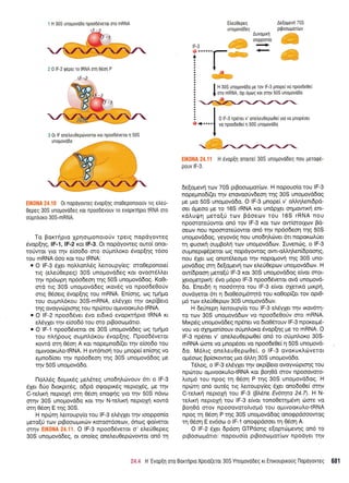 1 H 30S unouovddo npoo66verot oro mRNA
tcail-J
G......
A
AuvogLrl
rooppon[o
Ae(ogevrl 70S
prpoorilgoriolv
EIK0NA 24.10 0r ropoyovTsq 6vop{19 oToeeporototiv nq etreU-
0epeq 30S unopovqdes Kor rrp0o66vouv ro evopKTnpto IRNA oTo
oriUrIoKo 30S-mRNA.
To Borrrjprq XpnorponotoUv rpetg nopdyovteg
6vop(r19, lF-1,1F-2 Kqr IF-3. Or nopdyoweg outo[ onot-
roUwot yro rnv e(oo6o oro oUpnloro 5vop[qg t6oo
rou mRNA 6oo rot rou IRNA:
. O lF-3 61er noMonl,Sg Letroupy[eg: mo0eponote(
rrg (eleri0epeq) 30S unogovdSeg rot ovomSlLet
qv np5op4 np6o6eoq qq 50S unoprovddog. Ko0t-
md rrg 30S unoprovd6eg trov6g vo npoo6e0o0v
ong O5oerg dvop[r1q rou mRNA. En(or1g, tog t1.ui1.to
tou oupntr6xou 3OS-mRNA, etr6yXer qv or<p(Bero
q q ovoyvri p rorl q ro u n pdlro u ol.uvooxul.o-tR NA.
. O lF-2 npoo66ver 6vo erdrr6 evopxuipto IRNA r<t
el,6yXer r1v efoodd rou oro prBoocoptdtto.
. O lF-1 npooS6vetor oe 30S uno;rovd6eg oq rprlpo
rou ntrrlpoug ouprnL6r<ou 6vop[qg. [1poo66vetot
rowd orq 06oq A Kor nopeUro6(et qv e(oo6o tou
o1lwooxul,o-tRNA. H ew6ntoq tou prnope( eniorlg vo
epno6(oer qv np6o6eor1 qg 30S unopovddog pe
qv 50S unopovddo.
I1o),),59 6opur<59 prel6teg unod4trtilvouv 6tt o lF-3
51er drio 6tor<pm6g, odpd ogotpu<5q neptoX6q, Ue rnv
C-reLtrrl neproXrj orrl 06o11 enogrlg yto rrlv 50S ndvo
orrlv 30S unopovddo Kor rnv N-teLxri neptoX4 xowd
orq 05oq E qg 30S.
H npdrr4 l.enoupy(o tou lF-3 eLdylet qv tooppon(o
prero(ri tov ptBooco;ru<tilv xoroor6oeov, 6nog Eofuerot
orqv El(0t'lA 24.11. O lF-3 npoodSvtrot 01 etre[0epeg
30S unoprovd6eg, or ono(eg oneleu0epdrvowot on6 tr1
Etreu0epeS
unopovodeg
t-
I
t
I H 30S unopovodo pe rov lF-3 Unopet vo npoode0et
I oro mRNA. oxr opoc xot oqv 50S unopovo0o
i I 0 tF-3 npener v
'nttrsuospooet
yt. v0 unopeost
"
* . . . '
I
vo npooDe0el 11 50S unouovci5o
EIK0NA 24.11 H 6vop[r1 onoLtei 30S unopovodeg nou getoq6-
pouv lF-3.
de(qrevrl tov 70S prBoocopror(ov. H nopouo[o tou lF-3
nope;rno6((er rrlv enovoo0v6eorl qg 30S unopovddog
pe Uro 50S uno;rovd6o. O lF-3 Unope( v' oMrlLenrdpd-
oer dpeoo pre ro 165 rRNA r<or undpXet orlprowu<r1 ent-
rdLur!4 pero[ri rov Bdoerov tou 165 rRNA nou
npoorore0owor on6 rov lF-3 Kot rov ow[orotXtov Bd-
oeoJv nou npooroteUowot on6 rqv np6o6eor1 qg 50S
unogovddog, yeyov6q nou uno6qtrcilvet 5fl nopoxtol,rjet
14 quoxri ouprBoLrl tov unopovddtov. Iuvenrig, o lF-3
ouprnepup5perot cog nopdyowog owt-oltr4lenbpoo4g,
nou 6Xer org onot6)reopotnv nopogovrl qg 30S uno-
provddog orq de(opevrlrov etreri0eporv unopovddtov. H
ow(6poor1 peto[ti lF-3 ror 30S unoprovddog e(vot orot-
Xetoprerprx4: 5vo pr6pro lF-3 npoo6dverot ovd unopovd-
6o. Enerdrl 11 noo6rlro tou lF-3 e(vot oXettrd ptrprl,
ouvdyeror 6u q 6ro0eotpr6rqrd rou ro0opf(et tov opt0-
pr6 ro:v ee0Oepov 30S unopovd6tov.
H 6efrepq ].emoupy(o tou lF-3 e].6yXet tqv xov6rl-
ro rov 30S unoptovd6rov vo npoode0oUv mo mRNA.
Mrxp6g unopovd6eg np6na vo 6to05touv lF-3 nporetp6-
vou vo g4rlpot(oouv otipmloxo 6vop(qg pe to mRNA. O
lF-3 npdner v' onetreu0epoOe( on6 ro o0pnLor<o 30S-
mRNA d:sre vq prnopSoet vo npoo6e0e( 11 50S unopovd-
6o. M6tg oneleu0epo0e(, o lF-3 ovorurl.6vetot
opr5ocog Bp(orowog puo dMq 30S unopovd6o.
T6Log, o lF-3 el,6yXet t4v ot<p[Beto ovoyvdrptorlg rou
nprilrou ol.rloorul.o-tRNA r<ot Fon0d orov npooovoro-
Lropr6 rou rpoq rrl 05oq P rrlq 30S unopovd6og. H
nprirq on6 owSg rg Lemoupy(eg 6Xer ono6o0e( oqv
C-relrnj neproXq tou lF-3 (BL5ne Ev6t4ta 24.7). H N-
teltxrj neptopl rou lF-3 e(vot tono0etrlpr6vq drme vo
Bor10d fiov npooovotoLtop6 rou optvooKu).o{RNA
npoq rn 06oq P qg 30S uno;rovddog onoqpdooowog
rq 06o11 E ev6oo o lF-1 onogpdooetrq 05or1 A.
O lF-2 dXer 6p6or1 GTPdorlq e(oprc(rprevqg on6 to
prBootoprdrto: nopouo(o prBooto;ror(rov npodyet tr1v
:i 0 lF-2 geper ro IRNA orn 0don P
3 0r lF oneleu0ep6vovror xor npoo66vetot 11 50S
2&,4 H
'Evop(r1
oru Boxqpro XpeLd(eror 30S Ynopovddeg xt Enxouptro6q flopdyovres 681
 