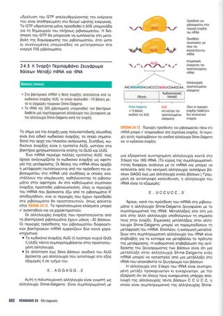 udp6Luorl rou GTP one),euOeprilvowoq qv ev6pyero
nou e(vor ono04r<eup6vr1 oro 6eop6 uUnInS evdpyerog.
To GTP u6poLtieror ;16119 npoodeOe( 11 50S unopovddo
yro 14 drlpuoupy(o rou ntrrlpoug prBoocogot(ou. H 6Ld-
oroon rou GTP 0o pnoporioe vo epnl,6reror fin Uero-
BoI4 qq 6ropr5prpcooqg rou prBoocopor(ou, Stot 6qre
or ouvevopSveg unopovd6eg vo perorponoUv oro
evepy6 70S prBooroprdrLo.
24.5 H 'Evop[n lleprAopBdv€t ZEUydpoUo
Bdoeulv Mero[ti mRNA Kot rRNA
'. Iro gorrrlproro mRNA 11 0eo1 evop[1q onore],e[rot ono ro
rodrrovro 6vop(1q AUG ro onolo oroiouOei -10 pooerg ge-
ro ro e[opep6g nouplvrilv Shine-Dalgarno.
,, To rRNA qg 30S pr$oooprrnq unopovodog rotv Borqpuov
Dro0erer pro oupntrrlpo;rolr1 otrtrr1trouX[o nou (euyoprlver pe
qv otrtr1trouXLo Shine-Dalgarno roro qv evopil.
To orlpo yro rnv 6vop[q prog no].unemrdrrrlg otruo[6og
e(vor 5vo et6tx6 rto6u<6vto Svop(4q, ro ono(o orlporo-
6ore( qv oppl rou n).oro(ou ovdyvotorlg. Iuvrl0otg, r<o-
6rx6vro Svop[qq e[vor qtptn}.6ro AUG, toor6oo oro
Borcrrlpro XprlorUonororiwot en(or;g ro GUG xor UUG.
'Evo mRNA nepr6ler nol),69 rprnAdreg AUG: nog
dpoye ovoyvrop((eror ro r<ro6rxdvro dvop[qg oq oeern-
p(o qg perdgpoorlg; Or 0ooetg tou mRNA dnou opX((er
q perdqpooq rouronotofwor on6 qv np6o6eoq rou pr-
Booorpror(ou oro mRNA un6 ouvOrp<eg or ono[eg ovo-
m5).Louv rqv entpqxuvorl, r<o0r1).rrtvowoq ro ptBootr-l-
pdrto mrlv o<peqp[o. Av oro r<o04].cop-rdvo oripn].or<o
Svop[qg npooreOe( prBovouxtredorl, 6].eg oL neproxeq
rou mRNA nou Bp(orowor 5lo ond ro prBooroprolo 0'
ono6opr40oriv, evc': or neprolSg nou 61ouv npoo6e0e[
oro pLBoorrtl-rorro 0o Trpoororeurorjv, 6nog qo(verot
oqv . To npoororeupSvo r<Ldo;roro ;rnope(
v' ovocrq0oJv Kor vo loporcrqptoroJv.
Ot oMq).ouXieg Svop[r1g nou npoorore0owoL on6
ro BorurlpLor<d pLBoooprdlo dlouv prrp<og -30 Bdoeotv.
Or nepLoXdg np6odeorlg rou prBoooprorfou 6rorpoperL-
rurv BorcrrlpLoxrr;v mRNA eprgov((ouv 6io xorvo Xopo-
KI1proflKo:
o To r<odrx6vro dvoplrlg AUG (n Lrydrepo oupo GUG
n UUG) ndwo oupnepL).opBdveror ornv npocrroreu-
pdvq otrI.q).ou1[o.
o Ze ondorooq 5og 66ro Bdoeov ovo6Lr<d rou AUG
Bp(or<eroL puo oMqLouX(o nou owrororXe( oro e[r1g
elopep6g 11 oe rprl;ro rou:
5,..AGGAGG..3'
Autq q nolunouprvrr<r1 ol.).r1).ouX(o e(vot yvcrlorrl orq
oMqlouX[o S h i ne-D al garno. E(vor ou prn].r1 potl.rortr<r1 ;re
682 KEOAAAIO 24 N{sToQpoorl
r^r{F, /t'
0Dnyoq
KoDrronorrlrtrui
neptoxrl
Shine-Dalgarno
< 1 0 pdoerg
ovodLxd'rou AUG
Al-li '0tre9
ot neproxdg
oro rdv.rpo rou tivop(1q 6to0erouv
npoorortuUtvou 6tloouvotvertro
xtrdoporoq orotxe[o
EIK0NA 24.12 l-leproX6g npdodeorlg rou prpooogorfou novto mo
mRNA pnope( v' onopovtoOouv on6 oupntroro 6v0p[rlq. 0r nepo-
X6q 0ur6q nepilogpdvouv qv ovodrrrl otrtrntrouxio Shine-Dalgarno
ror ro xtodurjvro evop[nq"
pto eforpetrrd ouw4p4pSvq o).).4).ouX(o rowd oro
3'drpo rou 165 rRNA. (To eripog qg ouprnlqpcoprorrr6-
rqrog drorp5per ovd).oyo ge to mRNA ror pnope( vo
ercre[veror on6 r4v xewpu<r1 oMrl],ouXio reoodpov B6-
oeov GAGG 6o9 puo oMr'1),ou1(o ewSo Bdoecov.) l-potrr-
pr6vr1 oe ow(mpog4 rotef0uvor1, q o].].4].ouX(o rou
rRNA efuot ro e(oprepdg:
3'...UCCUCC...s',
Apoye, rord rqv np6o6eoq rou mRNA oro pgooro-
pduo q oMrlLouX(o Shine-Dalgarno (euyoprirver Us ro
oupnl4prllporu<6 qg rRNA; Meto).)d[etg efue orn Uto
eke mqv dtri,q oMqlouX(o uno6rll.rr:vouv rr1 oqproo[o
rouq orrlv Svop[q. Irlprerox6g preroMd(etg orrlv oMrl-
ouX(o Shine-Dalgarno prnope( vq nopegno6(oouv 14
prerdrppoo4 tou mRNA. EnrnLriov, 11 erooyoyrl ;rerotri.d-
(eov orrl oupnl.qpolprotu<ri oMqLoul(o rou rRNA e(vor
enp),oBr1g yro ro r[rropo r<or pretoBdMer ro np6runo
qg perdrppoonq. H xoOoproru<r1 engeBo(cooq qg ow[-
6pooqg rou (euyoprilgoroq rov Bdoerov e(vor 6rL puo
perdLLo[r1 orqv o].].4].ouX[o Shine-Dalgarno evdg
mRNA pnope( vo roroorotre( on6 pro prerdtrtro(4 oro
rRNA nou onoroOrord ro (euydpopro rtov Bdoeotv.
H oMqLou{o oro 3'6xpo rou rRNA e(vor ouw4pr;-
prdvq prero[U npoKopuord:v xr europucorcbv, Ue rrlv
e(o(peor1 6n oe 5loug rouq euKopucirreg undpXer ono-
Lorqrl qq oL).4l,ouX(og nSwe Bdoetr:v C C U C C, n
ono(o e(vor ouprnLrlpoprorLrrl qg oM4louX(og Shine-
L---T----------l
npdo0eon rou
prpootopor(ou oqv
neprcXn SvopEnq
tou mRNA
npoo0rlKrl
vourtredolq yto
6trou rou
onpomdreurou
mRNA
Anopdvoorl
rtrdoporog rou
npomoreug6vou
mRNA
Boorxeg 6vuoreg
AACAGGAGSAU UACCCCAUG UCGAAGCAA... npoototeu gSvou
rtrdopotoq
 