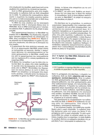 qnlv enUnKUVon'rnq o).uo(6o9, lcop(g 6prcog ow6 vo no-
pepBo(ver or4v xov5r4rd rou vo exruve( puo npotefvr1.
Aur6 ro IRNA Xp4orponorefuor ;r6vo or4v Svop[q.
Avoyvcop((et ro xro6rr6vro AUG xot GUG (onopodtxd
ror ro UUG). Tq KodrK6vro 5ev ovoyvcop((owor e[(oou
ocomd: 11 ouXy6r4ro r4g Svop[4g perciveror nep(nou
oro pro6 ov ro AUG owrKoroora0e( on6 to GUG 6n<og
en(oqg Kor ov Xcrloryonot40e(ro UUG.
To IRNA nou e[vor uneU0uvo yro rnv ovoyv6prorl
trov xrodrxov[rov AUG o' eooreprK5q O5oerg e(vor ro
tRNAmMet. Aur6 ro IRNA owrororXe( trr6vo o' eoorepr-
rd rrrl6rx5vro AUG. H peOerovlvrl rou 6e prnope[ vo eop-
;ruLurl0e(.
floro Xoporcqprorrr6 drorplvouv ro fMeltRNAf qg
Svop[4q on6 ro Met-tRNA, rqg enr;rrlr<uvo4g; I4proo(o
6Xouv oprqr6vo lopor<r4pronrd rrlg oMrllouX[og rou
IRNA, 6nroq ouvotp((eror or4v E|(0NA 24.15. Meprxd e(-
vor ovoyxo(o yto vo ilopepnod(oouv rn Xpnon rou eKKr-
vrn{ m4v enrpr4r<uvor1, ev6 dtrl.o yro rq },eroupy(o rou
orqv 6vop[r1:
. H gopputr(oor1 5ev e(vot ono).frog ovoyro(o, ener-
6]i to pq qoppru},uoprdvo Met{RNAr prnope( en(or1g
vo Lettoupy4oer cog exrrvrlulg. Om6oo, n gopUu-
L(oor1 Betrrrciver rrlv onoreAeoportr<6r1ro pe rnv
ono(o Xp4orponore('ror ro Met-tRNAr, enerdrl e(vor
dvo on6 ro XopoKrrlptorrrd nou ovoyvrrlpf(owor
on6 rov nopdyowo lF-2, o ono(og npoo6Sveror oro
evoprcr{pro tRNA.
o Or pdoerq nou owu<p((ouv n prq rrlv dMq ornv re-
l,eurofo 06o4 rou pr(oXou orov ono(o npoo65veror
to o1-uvo[rj efvot (euyoproprdveg oe 6l.o rq IRNA
ercr6g on6 ro tRNArrret. MeroMd(etg nou 64puoup-
yo0v dvo (eUyog Bdoeu:v oe outrj rr1 06oq rou
tRNnu"t rori ennp5nouv vo lerroupye( orrlv enrpui-
KUVorl. Iuvenc0g, 11 onouo(o ouroU rou (e0youg no-
pepnod(et rn Xpnon rou tRNArMet or4v enrprqruvorl.
0opUUtrrorU6vo
oUrvoIri
Xop(q (euyopotto
Pooeurv
3 (eUyq pooeov G-C
r:;';1li;&:*.:i To ftVlet-tRNAt 6Xer povodtro XopoKTrlproTrKo nou
ro [eXopi(ouv trlg ro evoprrlpro tRNA.
684 KEOA Al0 24 Meroqpoon
En(oqg, ro (eUyog e(vor onopolrr1to yro r4v ow[-
6poon rpoppruL(tooqg.
o To tRNAtMet, Kor. p6vo our6, 6ro0ritet pro oerp6 3
(euycirv G-C oro pr[oXo nprv q Oq].rd nou nept6la
ro qwrKo6rr6vto. Aurd ro (eUy4 Bdoecov ononoriv-
ror c0ore ro fMet-tRNAtM"tvo pnope( vo evoopmu>
0e( oneu0e(oq crrn e6on P.
Iro Borrqpro Kor ro l.rrroX6vdpro, to xordLorno
1-rupl.rqyrorof (gop1.rutroprd6o) orqv evoprrrlpro pre0er-
ov[vq ogotpe(ror on6 truo er6rx4 onogop;ruldon, o]n-
ptor((ovrog 6,vo r<ovovrr<6 oprvorel,rr<6 dxpo. Av 11
peOerovfuq npoop((eror oq ro oprvoreLrx6 opuvo[f rqg
npondfig, our6 e(vot ro 1lovodrx6 ovoyro(o Bqpo. l-le-
p(nou mrg puoSg nprrneiveg, 11 preOerov(vq rou dxpou
ogotpe(ror on6 gro ol.rwonemr6doq, q onofo 6qpuoup
ye( 5vo v5o dr<po on6 to Rz (opXrrd ro 6eUrepo oprvo-
[6 nou e(Xe evooprorro0e( or4v o].uo(do). 'Orov ror ro
6Uo Bqgoro e[vot ovoyro(o, ouprBo(vouv 6ro6oXu<d. Ot
owr6pdoerg orpo[peo4g npoypororrotofwor ypnyopo,
;rdMov 6rov 11 veoouwr0Sprev4 nolunemr6u<r1 o).uor6o
grdoer oe prrlxog to 15 o;rwo[6o.
24.7 H Xpfion Tou fMet-tRNAr EAdVxeTot on6
Tov lF-2 Kot To PlBooropdflo
o 0 lF-2 npoo06ver ro evopxrrlpro fMet-tRN& ror tou ennp6ner
vq ero6tr0er or4 gepLr4 0eor1 P r4q 30S unogovoDog.
Kotd q ;rerdqpooq mo Boxrrlpro, n ongoo(o rov
rr.u6rrov(rov AUG rqt GUG <e[opr6rol on6 ro ouu-
gpo(6pevo,> (context-dependent).'Otov ro r<o6rx5-
vro AUG Xpnotgonore(ror yro 6vop[4, droBd(eror og
<pop1-rulo-pe0erovivq, ev6 6rov Xprlorponoe(ror gSoo
orrlv rcodu<onorrlru<r1 neprop1, oro nolunem(6ro npo-
m(0eror preOerov(vq. H oqproo(o rou xrodrrov(ou GUG
efoprdror or<6prq neproo5repo on6 rlv ew6nto{ rou.
'Orov e[vor ro np6ro rcodrx6vro, npoor[0eror gopUu-
l,o-pe0erov(vq, evril 6rov Bp(oreror oro eooreptr6
ev6g yovr6(ou, npoo6Sver Val-tRNA, 5vo on6 ro Kovo-
vxd pui).q rou ouv6Lou ro:v IRNA, nop6Xowog BoLi-
v4, oripr<pcr:vo pe ro yeverrK6 r<c66xo.
l-1uig epprqveUowor ro "ouUqpo(6pevoD rov xto6xo-
v(ov AUG ror GUG; H EIK0NA 24.16 qvodeKvtier rov r<p[-
or1.ro p6),o rou prBoor.opor[ou, 6rov evepye( oe
ouv6uootrl6 U' enxouprKo6g nopdyoweg.
I' 5vo orlprnLoxo 5vop[r;q, oro mRNA e(vor npoo6e-
6ep5vr1 pr6vo 11 purprl unoprovd6o. To r<rrr6rx6vro rivop-
[49 Bpioxeror p6oo oto rpqpo rqg 05o4g p nou
perorp6peror on6 rq ;rxpr1 unopovddo. To pr6vo otruvo-
oruLo-tRNA nou trlnope[ vo roroore( p6pog rou oupr-
nL6rou 6vop{49 e(vot ro evoprcr4pto, ro ono(o dro06rer
q povodu<q rdt6qro vo ero5pXeror oneuOe(og orn Ue-
prr4 06o4 P yro v' ovoyvrop(oer ro r<ro6x6vt6 rou.
I q*,
i
&&{3
&
&
&
*
Boorx6g eworcq
 