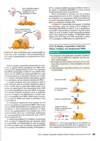 M6vo ro fMet-tRNAf etodpletoL
orn Uepxl 06oq P n1g 30S
Mrjvo ro aa{RNA eto6pletot
or! e6on A rou nlrlpouq 70S
. : ':,: l/16v0 ro fMettRNAf Unope[ v0 Xpnotuonotrloe( Yto
, :-i- ono rtg 30S uno;rovo6egl , A),),0 olttvoorutro{RNA (aa-
': , - rpener v0 Xp1orponotl0ouv yto entpfruvo1 ono ro 70S pt-
- , --0Ti0.
','loLrg 11 ;reydr1 unoprovd6o npoooptqOe( oro oO;i-
-' :(o, or pepLr<dg 06oetg np6o6eorlg tou IRNA pero-
--rrcwor ortg or<Spoteg 0doetq P rot A. To evoprcrrlpto
'''::-rRNAf rcoro).oprBdveL q 0dor1 P, evot q 06o11 A 6to-
- :.::r yro rlv eioodo rou outvooKuLotRNA nou elvot
, --:i.qpo;,-rotLx6 pe to 6e[tepo rco6tr6vto tou yovt6[-
: - C npci.rrog nemt6u<6g 6eopr6q crlqprot((etor preto[ri
-
- - ./opKrrlprou Kor rou en6pevou o1-tLvoot<utro-tRNA.
- evop(r1 entrpote( dtov 6vo t<to6tr6vto AUG (n
, - 3 Spior<eror gSoo oe Uto 0do1 np6o6eoqg ptBooto-
-rr r;, enetorl p6vo to evoprrrlpto IRNA pnope( vo et-
, .'iaL or1 preprx4 06orl P nou crlqprot((etot 6tov 11 30S
- -: -:vo6o npoodeOe( de novo oro mRNA. H eorotept-
' - r. tryvoJon entrpote( opy6tepo, 6tov to xtrt6tr6vto
: - : r ,ror o' enogrl p' 6vo ptBoot,.lporto, ro ono(o ouve-
-. .o ;.rerocppd(et dvo mRNA, enet6q pdvo to Kovovt-
. r l-.',/ooKUIo- tRNA e(vot trovd vo eto5trOouv srrlv
-. - ^- Acnn A! vevrl,.
3. onrroupLro( nopdyoweg e(vot xp(ot;.rot Yto rov
: : .-,.i rlq Xpnorlq rov optvooKuLo-tRNA. Otro to o;.tL-
- :. -r,c-tRNA oMqLent6porjv pe to pLBootoprdtro prSool
-:::-ioqg o' 6vov entrouptrd nopoyowo. O nopd-
, ,-1. nou Xprlotponote(tot orrlv 5vop(q eivoL o lF-2
: .-t Evorqta 24.4) rot o ow(motlog nopoyowog
- - - '.norponote(tot mrlv entpqr<uvoq e(vot o EF-Tu
: .- t Evotrlta 24.10).
I :cooyowog 6vop[r1g lF-2 tonoOerc[ to evoprcr4pto
: '.: llr 0eor1 P. Iplprot((owog 6vo oUtrrnl'oro etdtrd
-. -- ",let-tRNA, o lF-z 6too<po).((et 6tr pr6vo to evoprrrl-
: : :l"iA ror rov6vo on6 ro rovovtrd oprtvoor<ulo-tRNA
.: :--.rerd1et orrlv ow(6poo1 6vop[4q. Awtorp6goq, o
EF-Tu, o ono(og ronoefie[ optwooruhetRltlA orn Atorl A
6e ;rnope( vo npoo66oet fMet-tRNAt, to onoio otrveiliq
6e Xp4orgonotefuor xotd r4v enqlrlxuvoq.
'Evog entnp6oOetog SleyXog Yto rrlv oxpiBeto
ilpoyUoronoeftot on6 tov lF-3, o ono(oq oroOeponote(
qv np6o6eoq tou evopr,criprou IRNA ovoYvop((owoq
ro ooor6 (euydpolpro Bdoeov pre rq 6eriteprl r<ot tpfur1
Bdoq rou ro6xovfou Svop(r1q AUG.
H EIK0HA 24.17 nopouotd(er tremoprepdlq rn 6to6oXr1
tov yeyov6rtov, ptSoto tcov ono(ov o lF-2 tono0ete( to
evopr,crlpro fMet-tRNAr or4 05or1 P. O lF-2, npoo6e6e;r5-
voq pe GTP, oMqtrent6pd pre q 06oq P qq 30S unopo-
vd6og. Ie ow6 to o4trle(o, q 30S uno;rovddo ;reto<p6pet
6Loug toug nopdYoweq Svop[4q. To fMet-tRNAt npoo-
65vetot orov lF-2 ndvco orrlv 30S unoprovd6o n Snemo
o lF-2 prerorpdper to IRNA pr5oo orq pepu<r1 06on P.
24.8 Or Mxpdq
@doerq'Evoplnq
Ynouovd6eg Avo(nro0v
oTo EuKCrpuoTtKd mRNA
r 0r europuortr6q 40S ptFoooutr6q unopovodeq npoo66vov-
ror oro 5'orpo rou mRNA rot To (oopdlvouv,, 5oq orou evro-
nloouv 1uo 0501 5vop[qq.
. Mr0 euKopuonul 0601 evopltlg onoretre(rot onrl pto 0trtrr1-
trouX[o d6ro vourtreotLd(trlv 1 ono(o nepiloppovet 6vo rotdt-
rovto AUG.
o 0r 605 prgooourx6q unopovodeg ouvd6ovrot pe ro ofpntroro
oq 06o11 evop[r1q.
IUpn)toro 30S-mRNA
0 lF-2-GTP ouvduo(eror
ge ro ougntroro
IuvdSeroL ro evqpKrnpro tRNA
Iuvdriovror or 50S uno-
govoDeg rr onetreu0ep6vovrot
or nqpoyovreq lFl -3
@lJ.
IF-] IF-z IF-3 GDP P;
l:iliii"lA il.:l 0 lF-2 e(vot onopo[qrog yro qv npoodeol rou
fMet-tRNAt mo oupntroro 30S-mRNA. Mero qv npoodeon rou 50S,
otror or nopoyovteg lF onetreuOeptitvovrot rot ro GTP dtoonorot.
,*o. tr
a
*4.* 0rMrrp6g Yno;rovo6eq Avo(nrouv 06oetg'Evop{lq oro EuropuorLrc -l',: 685
Boorreq 6vvorcg
rF-3
ffi rF-l
v -.{
I
tF-2
rS..,
 