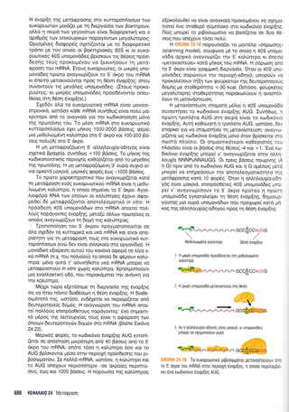 H Svop[q qg prerdgpoonq oro xurrop6n].oopo rov
europuordlv prord(er pre 14 Srepyoo(o rolv Borcr4p(ov,
oMd q oerpd rov yeyov5rov e(vor dro<poperxrl ror o
opr0p6 g rov eTr rKo u pxrilv nopoy6wtrlv preyoL0repoq.
Oprog6veg 6rogop5g oXe{(owor pe ro drotpopetrx6
rp6no Ue rov ono(o or BorcrrlproxSg 30S rr or euKo-
puortr6g 40S unoprovd6eq Bp(orouv ug 06oerg npSo-
6eoqg rouq npoKerpdvou vo (er<rvqoouv rq perd-
qpqon rou mRNA. lroug europuc0reg, ot pur<p6g uno-
povd6eg npciro ovoyvtop((ouv ro 5' dxpo rou mRNA
rr 6,neno perorrvoriwor Trpoq rr1 06o4 5vop(qg, 6nou
ouvoworjv trg preyd),eg unoprovddeg. (Iroug TrpoKo-
pucbreg, or ptr<p6g unoprov66eg npoodrivowor orreu-
Oe(og or4 05or1 5vop(r19.)
I1e66v 6tro to europurolxd mRNA e(vor l.rovoor-
orpovxd, oor6oo r<d0e mRNA ouvrlOcog e(vor nofui po-
rpUrepo ond ro ovoyro(o yro l1v r<ro6rrono(4or1 pr6vo
tqg nporeivnq rou. To prSoo mRNA oro europuronr6
r<urop6nloo;ro 51er grlrog 1000-2000 Bdoerg, rpSper
1-rLo pe0uLr<oprdv4 roLUmpo oro 5'dxpo r<or 100-200 Bd-
oerg noLu(A) oro 3'dr<po.
H gq perogpo(6pev4 5' ol,LqLoul(o-o64y6g e(vot
oXenrd BpoXe(o, ouvrlOcog <100 Bdoerg. To grjr<og r4g
r<todrronorrlnr<r1 g nep roXq g ro0o p((eror on6 to g6ye0o g
qg nporeffiq. H Un preroqpo(5;revq B'oupd ouxvd e[-
vor oprerd porpr6, preprxSg qopdq 5og -1000 Bdoerg.
To npcbro XopoKrnpronr6 nou ovoyvropf(eror r<ord
q perdrppooq evdg europurotu<orj mRNA e(vor 4 peOu-
Luopdvq r<o).Umpo, 11 ono(o oqpro[ver ro 5'dr<po. Ayye-
)lorp6po RNA tcov ono(rov ot r<ol6nrpeg SXouv o<por-
peOe( 5e prerogpd(owor onoreLeoporrrd in vitro. H
np6o6eo4 40S unopovd6ov mo mRNA onome( noL-
Lo6g nopdyoweg Svop(qg, ;rero[ri dMrov npu.neiveg or
ono(eg ovoyvop((ouv q 6opuj qg xoLrJmpog.
Tponono(4o4 rou 5' dr<pou npoygoronote(ror oe
6Lo oXe66v to rurroprrd ror ru<d mRNA r<or efvor ono-
pokrlq yto q perdgpoorl roug oro euKopuotr6 xur-
top5n).oqro (evcb 6ev efvor ovoyxo(o oro opyov(6ro). H
provodxri e[o(peoq ourod rou r<ov6vo o<popd oe ].iyo u-
rd mRNA (n.X. rou noLrolori)ro ono(o 6e q6pouv ro).ti-
mpo: g5vo owd r' oouvr'1Ororo ru<d mRNA gnope( vo
Ueroepqoroiv in vitro Xop(g xolfmpo. Xp4or;ronorotiv
pro evo.trl.orcrrrr1 o66, nou nopor<dpmer rrlv ovdyrrl yro
r;v r<o).rimpo.
Mrilpr rri:po e[erdoope 14 6epyoo(o rqg Svop[r1g
oo vo rltov ndwo 6ro05orpq q 05oq 6vop(49. H 6ro0e-
ot;r6rrp6 rqg, oo16oo, ev651eror vo neprop((eror un6
deureporoye(g 6op6g. H ovoyvclprorl tou mRNA onor-
re( noMo0g enrnp6o0eroug nopdyoweg: 5vo onpowr-
x6 puipog r4g Leroupy[og roug e(vor 4 orpofpeor1 rov
6norov deureporoyriv doprcbv oro mRNA (BL5ne Err6vo
24.22).
MepLr5g qopdq, ro r<to6x6vro Svop[qg AUG ewoni
(eror oe on6oroor; ;rxp6repq on6 40 Bdoerg qn6 ro 5'
drpo rou mRNA, on6rc 16oo q r<o).Umpo 6oo rot ro
AUG Bp(or<owor prSoo orrlv neproxq np6o6eoqg rou pr-
Booropo{ou. Ie noMd mRNA, o016o0, 4 r<oAUmpo xot
ro AUG on6Xouv neproo6repo -oe orpo[eg neprntdl-
oerg, 5og ror 1000 Bdoerg. H nopouo(o qg ro).0mpog
686 KE0MAI0 24 Merdqpoorl
e[oro].ouOe( vo e(vqr ovoyxo(o nporerp5vou vo oxnpo-
lore( 6vq oro0ep5 oUpnLoro oro ro6u<6vro Svop[qg.
l-1c09 pnopei ro prBoorrlprdlo vo Boo((eror oe drjo 05-
oerq nou on6louv r5oo noLri;
H EIK0NA 24.18 nopouord(er ro pow6lo "odpoorlq"
(scanning model), oriprqovo pe ro ono[o 11 40S unopro-
vd6o opXu<d ovoyvcop((er r4v 5' r<olUnrpo xr 6netro
"perovooreUer,, rord prlxog rou mRNA. H odpcoorl on5
ro 5'dr<po e(vor ypoprpur<4 6epyoo(o. 'Orqv or 40S uno-
povddeg ooprivouv rqv neptoX4-o6qy6, pnopofv vo
nporol5oouv rnqn rov qoupKerdrv qg 6eureporoyorig
6oUnq pe oro0ep6rqro <-30 kcal. 0o16oo, rpoupxdreg
peyoLUrepq g oro0ep6qrog noporo).ri o uv 11 ovoorflt-
Louv rq perovdoreuoq.
H perovdmeuoq oro;rord trr6).rg 11 40S uno;rovd6o
ouvowqoer ro xo6u<6vro 6vop[qq AUG. Iuvq0rog, 11
npdrq rprnl,5ro AUG mr1 oerpd e(vor to r<ro6rr6vro
Svop(qg. Aurq roOouorr1 r'1rprn).6ro AUG, coor6oo, 6ev
enopxe( yro vo oroporloer u1 petovdoreuon: ovoyvoF
p(eror rog ro6rr6vro 6vop(r1g ;r6vo 6rov Bp(oreror oro
oorm6 nl,o(oro. Or orlpowtr5repor xoOoprmdg rou
nloro(ou e(vot or Bdoetq orrg 06,oerg -4 Kor + 1. 'Evq ro-
6tx6vro 6vop[49 ;rnope( v' ovoyvrrlp((eror orrlv our1-
LouX(o NNNPuNNAUGG. Or tperq Bdoerg noup(vr1g (A
r1 G) nprv on6 ro rcodx6vro AUG r<or 11 G opr6oog pre-rd
prnope( vo enqpedoouv rrlv onoreLeoponr6rqro rqg
perd<ppooqg r<ord 10 eopdq. 'Orov 11 oMrlLouX(o-odq-
y5g e(vor ;ror<prd, enrnp6o0ereg 40S unoprovddeg prno-
pe( v' ovoyv<op(oouv ro 5' drcpo npotori 4 npc0rrl
unoprovddo eyr<oro).e(r,Uer q 05o4 Svop[qg, drlpuoup-
ycirwog puo oupd unopovddrov nou npoxope( r<ord pq-
Koq rnq oM4LouX(og-odqyoU npoq rn 06o11 Svop(r1q.
YcccIccauccMe0utruog6vr1 xotrunrpo 060r1 6vop(r1g
: H puprl unopovodo npooddveror oq Ueoutrrcou6vn
ro),unrpo
p**f d- otr..'-or' i.r-a. ./1- r:, G C C
A
C CAU G G
2 H puprl unopovobd perovooreuet orn 06on
,.*f...- -^ .^ ^-?-^ ccc$)cnuce
3 Av rl 0trtrn),ouxio-odnyoq efvor poxpro, 0r unoUovoDsq
gnope( vo oXqgor[oouv oupd
8*'*@_,-=.=^-
,.a:*:..."r;.1-"i1 eccfi ccc:liljt
To europuonro prpootrlporto ;lerovooreuouv o ,
to 5' orpo rou mRNA oqv neproyrl 6vop[19, q ono[o nepLtrop3':.
vet 6vo rodlxovro 6vop[1q AUG.
 