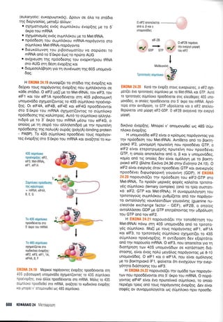 .-Met .0,
J#p
, 4E 4A,. Ir.-nt.'lt
JG
3
t^to
l
.g'kj.-.:u4 E -i. .:
I
(eukaryotic: euxopuorx6g). Apouv oe 6Ao rq orddro
rrlq 6epyoo(og, prero(ti dMrov:
. sxrlpqrrop6g ev6g oupnl,6r<ou dvop[r1g pe to 5'
drpo rou mRNA
. o)C4porroU6q ev6g oupnl6xou pre ro Met-tRNAi
o np6o6eor1 rou ouprnl6r<ou mRNA-nopdyowo mo
oUpnl,or<o M ettRNAi-nopdyowo
o 6reur6luvorl rou prBooro;ror(ou vo ooprioer ro
mRNA on6 ro S'dxpo 6rrrg ro npcbro AUG
o ovftveuorl qg np6o6esnq rou evoprcr{prou IRNA
oro AUG orq 05oq 6vop[qg r<or
o dropeooLdpnon yto rq ouv6vooq qg 605 unopovd-
6qq.
H Ell(0NA 24.19 ouvor.p((er ro md6ro qg 6vop[qg r<ot
defiyer roug nopdyoweg 6vop[4g nou eprn].6Kowor oe
xd0e ord6ro. O elF2 pro(( pe ro Met-tRNAi, rov elFO, tov
elFl xor rov elFlA npoo66veror mq 40S prBootopu<ri
unopovddo oXrlproil(owog ro 43S oriprnl,oxo npo6vop-
Enq. Ot elF4A, elF4B, elF4E xor elF4G npooddvowqt
oro S'dr<po rou mRNA oXrl;ror((owog to orJpnAoro
npSo6eorlg t4g ro).0mpog. Aur6 ro oUpnLoxo oMrlle-
nr6pd pre ro 3'drpo tou mRNA pr6ool rou elF4G, o
ono[og pre rr1 oepd rou otr].q].enr6pd ge rqv nporefvr1
np6obeoqg rqg nol,u(A) oupdg (poty(A)-binding protein
- PABP). To 43S o0prnlor<o npoo6SveL roug nopdyov-
teg Svop[qg oro S'dr<po rou mRNA r<ot ovo(qre( ro Ko-
43S odynloxo
npoiuup{4q: elF2,
elF3, Met-tRNAi,
elFl , elFl A
5
I0ptroro np{oieo6
rqq xulrmpqq
+ mRNA, eIF4A,
B,E,G
To 43S oulriloKo
npooddveror oro
5'dKpo Tou mRNA
To 48S o$griloro
oXrlgor[(erot oro
roDrr6vto 5vop{49:
elF2, elF3, elFl,1A,
eIF4A, B, F
EIK0NA 24.19 Mepxo[ nopdyovreg evopfig npoodrlvovror orrl
40S prpoooprrq unopovodo oXlpori(ovrog ro 43S oUpntroro
npo6vop[4q, ev6 otrtrot npood6vovror oro mRNA. Mritrrq ro 43S
oupntroxo npoode0e( oro mRNA, ovo(r1re( ro rordtrdvro 5vop[nq
xoL pnope[ v' onogovtoOe( og 48S oupntroro.
688 lcaAitl0 24 Merogpoorl
I
*
IVe0erovIvn
brf
:::r.!l:;rl .,,.,::l Koro qv evop[1 oroug euxopuotreg, o elF2 oX1-
porL(er evo tpLroroy6g oupn),oro Ue T0 Met-tRNAi rot GTp. Auro
ro rpuoroyeg oupntroro npoodeverot ong etreuOepeg 40S uno-
Uovodeq, or ono[eg npoodevovror oro 5'orpo rou mRNA. Apyo-
Tspo oTrlv ovr[6poo1, ro GTP udpo],ueroL ror o elF2 one],eu-
0epriveror uno poprpl elF2-GDP 0 elF2B ovoyevvo qv evepyo
u0pal
6rr<6vro Svop(qq. Mnope( v' onopovc,.rOei o:q 4gS or-ip-
nLor<o 6vop[r19,
H unopovddo elF2 e(vot o r<p(orprog nopdyowog yro
qv np6o6eoq rou MettRNAi. Awi0eta on6 ro Bor<rr1-
pLor<d lF2, provo;.repr1 nporelvq nou npoo66ver GTp, o
elF2 e(voL ereporprUepr1g nporeivq nou npoo66,ver
GTP, q ono(o onorele(toL on6 o, B r<oL y unoprovddeg,
xotrr(o ond rrg ono(eg 6ev e(vot op6).oyr1 pre ro Borcrrl-
pLox6 elF2 (B).6ne Exdvo 24.36 o.irlv Evor7ta 24.15). O
elF2 e(vor evepy6g 6rov npoo66vet GTp r<or ovevepydg
npoodSver duprrrorpoprxq youov(vq (GDp) . H ;,rr';:-,
,r r iri,t nopouotd(er qv npdo6eoq rou elF2-GTp mo
Met-tRNA. To npoi6v prepu<5q eopdq xo.eftoL rprroro-
y6g orJprn),or<o (ternary complex) (on6 ro rpfo ouorol-
r<6: elF2, GTP r<or MettRNA). H ouvoppro).6yr1oq rou
rproroyo0g ougn).dr<ou puOpr((eror on6 tov nopdyov-
ro owoMoyrlg voux.l.eorr6(ov youov(vr1g (guanine nu-
cleotide exchange factor - GEF) , elF2B, o ono(og
owoMdooeL GDP pe GTP entrpdnowoq rlv u6pd).uor1
tou GTP ond rov elF2.
H : ii',rilrl iri.: I rtopouoro(et rrlv ronoOdrr;or1 rou
Met{RNAi ndv<rl orq 40S unopovo6q ond ro rprroro-
y6g oUprn).or<o. Mo(( Ue rouq nopdyoweg elF.l, elFlA
rot elF3, to rprroroy6g oUprni.or<o oplprot((er to 43S
o0pn).oxo npodvopl4q. H ow(6poor1 6ev e[oprdrot
ond qv nopouo(o mRNA. O elF3, nou onor-re[ror yro rr]
6toqpqorl ro.lv 40S unopovd6r.ov oe r<ordmooq 6rd-
oroorlq, e(vot rivog notr[ peyd].og nopdyowog pe B-10
unotrrovd6eg. O elFl r<or o elF'lA, nou e[vot opr6],oyog
pe to Borrrlproxd lF1, go(verot 6tr evrolJouv rnv svep-
y6rrlro 6tdoroo4g rou elF3.
H r;'::.'-'lil" *irr i''i nqpggstd(et qv Oprd6O torv nopOy6v-
rov nou npoo66vowot oro 5'dr<po rou mRNA. O nopd-
yowoq elF4F efvoL 6vo npotreivtx6 orjprn].or<o, ro ono(o
nepdler rpeLg on6 toug nopdyoweg dvop(r1g. Aev e(vor
oo<p6g ov ouvoplloi.oye[ror otg oripn].or<o nptv npoo6e-
0 elF2 onoretre[ror
ono o. B xor y
unogovo0eq
elF-28
..+
GDP GTP
0 elF2B nopdyer
rnv evepyd [opqn
rou elF2
 