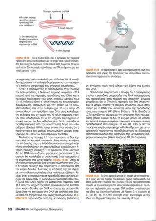 neproxeg flp6o0eonq oro DNA
tlH N-rdwr1 neptoXrl
npoo6Sver nepLoX6g
npdobeorlg DNA
mov ele00epo o
To DNA erronl(et qv
N-re)x1 neproXrl rirov
oXqgor[(eror ro
ouurroKo pre ro DNA
EIK0NA 19.18 To N-retrxd orpo rou o epno6(er Trq neprox6q
rp6o6s0nq DNA vo ouvoeeofv Ue To oTdxo Touq. Mdtrrq oxrlUoTr-
ore( 6v0 ovorXro otjuntroKo, ro N-rs,xd orpo ourlpeuor 20 A po-
rpud ror or 6Uo neproX6q rpdodeonq Tou DNA 0r6xouv 11 1uo ond
qv dtrr1 roro -15 A.
Ueroypoqnq on6 ro ol,o6v(ugo. H EK6vq 19,18 ono6(-
der g4qporrd qv oMoyri dropr6pgooqg rou nopdyov-
ro o rotd ro oxnporropr6 rou ovorXroU ouprnL6rou.
'Orov o nopdyowog o npoo66verqr orov nupr]vo
qg noLuprepdonq, n N-rellrq neproXrl ourlpe(ror -20 A
por<pud on6 rtg neproX5g np6o6eorlg rou DNA ror or
neproX6g np6o6eo1g rou DNA on5louv preto(ti roug
-15 A, nr0ovr6g rilore v' ononrloouv nro enlgrp<uoprdvrl
6topr6pgcoorl, rotd).Lr1l,q yro rnv enog4 pre ro DNA.
MeroLLd(erq e(re oqv oLL4LouX(o -10 efue mrlv -35
ovoor6tr.ouv rrlv np6o6eor1 oro DNA puog xotroBro;r5-
vrlg erdoXqq rou o70 Xcop(g rqv N-rel,u<ri neproXrj, yeyo-
v6g nou uno64l,6ver 6tr o o70 6pXeror rour6lpovo o'
eno<p4 Kor Ue trq 6rio d.)l.r1lou1(eg. Aur6 rorprd(er pre
rg nlqpotpop(eg on6 rqv rpuoroLllxrl 6oprl rou olo-
ev([pou (Etr6vo 19.16), orrlv ono(o e[vor oorpdg 6n o
nopdyowog o 61er gdMov enr;rrlxuoprdvrl Uopen, eKrer-
v5prevog oe -68 A rov 6Uo orpoec0v rou DNA.
MoLov5t 11 neproXq 1.1 rou nopdyowo o 6ev SXet
ovoLuOe[ pre r<puoro].troyporp(o, Brorpuorx6g prerp4oerg
qq ew6nrorlq rnq oro oLo5v(upro Kor oro ovotXr6 oUpr-
nloro unodql.<irvouv 6r oro eAe00epo olo6v(upo 11 N-
retur<{ neproX( (neproXri 1.1) Bp(oretor orov rewpr6
6(ou).o DNA rou ev(0prou, puproriprevq ouoroorrrd q 06-
orl nou 0o xoroldBer o unoKrvnr{q 6rov q4qprorrme(
ro oUpnloro rnq Ueroyporp{q (ElX0ilA 19.19}. Orov ro
oLo6v(upro oXqproiloer 6vo ovorXr6 oripntroxo oro DNA,
q N-reLtrrl nepropi rou nopdyowo o eKroTr((eror on6
rov r6pro 6(oulo. Iuvendlg, q ew6nroq qg oe q46or1
Ue rnv un6trotnr1 nporelvr1 e(vor notr0 euprerdB],4rr1. A].-
trd(er 6rov o nopdyowog o npoodeOe( oro rewptr6 6v-
(upo ror (ovd 6rov to oLoSv(upro npoo6e0e( oro DNA.
H 5fur<o rou DNA np6na vo trretorwq0e( nepfnou xo'rd
16 A on6 t4v opXxrl qg 05or1 nporeql5vou vu ero6),0er
mov xripro 6[ou].o tou DNA rr 6nemo vo perorrvrl0e(
(ovd 6ore vo enmpdr.fer oT o DNA vo ero6l0er oro 6(ou-
l,o t<otd ro oxrlporropr6 rou ovorXro6 ou;rnL6rou. H El-
(01{A 19.20 nopouord(er owrl q perorfur1or1, B}.5nowog
526 KE0A Al019 Meroypogrt mouq l-lporoputlreq
EIKONA 19.19 0 nopdyovtog o 6Xet gro enqrlxuop6vrl 0opr1 nou
exre(veror rord p1rog qg enrqoverog rtrlv unogov66rov Tou ttu-
prlvo 6rov oXrl;iouore( ro otro6v(ugo.
oe eyxdporo roprrl rotd pr4rog rou dlovo t4g 6).u<og
rou DNA.
l-loLot6repo enu<pcnoiloe 11 dnogq 6rr o nopdyowog
o efuor q povo6rrq unogovd6o rrlq RNA nolupepdorlg
nou npoo66veror orrlv nepropi rou unorwrlrq, I(pepo
yvrop(oupe 5rt or C-refurdq neptoyiq rov 6Uo unopov6-
6rov o pmope( entorlq vo no((ouv orlprowx6 p6lo orqv
enogf pre ro DNA rou unorwrlrq ;r5oco rqg np6o6eor;g
rouq oro ororle(o UP (BL6ne Ev6rqra 79.8). Enerdq or
oCTd ouv66owor XoLopd Ue rnv un6l,orn4 RNA nolupre-
pdon (FMne Eu<6vo 19.14), ro 5v(upro prnope( vo rprdoer
oe opxerd onopoKpuol,l5veg neproX6g evril e(vor ox6pr1
npoo6e6epr6vo qro ororye(q -10 Kot -35. 'Etor or oCTDs
nop6Xouv rwqr5q neprol6g yr' oM$.en(6ppooq pe psro-
ypogu<orig nopdyoweq npoodedepr5vouq oe 6r6gopeq
onoordoerg ovodxd rqq oger4pioq rnq Ueroyporp{q 616-
gopov unorwrpcilv (BMne lGgdloro 26,7o Onep6vto).
EIK0NA 19.20 To DNA opXtrd 6pXeror o' enorprl pe rov nopoyov-
ro o (po0 ror rov nuprlvo rou ev(Upou (yxpr). Merouve[rqr nro
po0rd p6oo orov nuprlvo rou ev(Upou yro v0 npoyporonouloer
enoq6g pe rrlv otrtr4tr0uX(o -10. M6)rg onetreuOeptoOe[ o o, ro etj-
poq Tou nepdoporog nou nept6Xer DNA ou(dver. Avor0ntooq pe
r4v d6eLo rov Macmillan Publishers Ltd: Nature, D. G. Vassylev, et
al., uol 417, pp. 712-719, copyright 2002. 0toroyporpfo pe qv
odero rou Shigeyuki Yokoyama, The University of Tokyo.
N-TetrrKn neproxn
U-
 