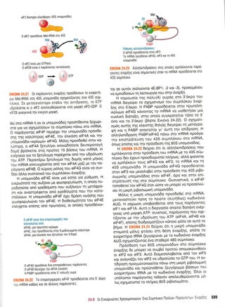 elF3 6torrlpe( els00epeg 40S unogovdOeg
&*w0 elF2 npoo06vet Met-tRNA mo 40S
-rr@-'Ea*
0 elF2 e(vor Pto GTPoorl
0 elF2B eivot o nopoYowoq ovTotrLoYnq
?GDP??GTP
i-qr..i
:::i,rr,'r ]]:;.J I 0r nopoyovreq 6vop[r1q npoooevouv 10 svopKTrl-
rro MettRNA orn 40S unopovodo oXlpoii(owoq evo 43S otlp-
roro. Ie preroyeveorepo orodLo 11g ovri6poonq' ro GTP
-,0potrueror rt o elF2 onetreu0epdrverot uno Uopqn elF2-GDP 0
=,F28
ovoyevvo Tlv evepYo UOPQ1.
Oei' sro mRNA 11 ov ot unoUovddeg npoor[Oewot [eXolpt-
cro yto vo olrlpror(oouv to o0pnLoKo ndvco crro mRNA'
O nopdyowog elF4F neptdXer rnv unopovddo np6o6e-
orlg rnq r<oLJmpog elF4E, r1v e)'trdoq elF4A t<ot trlv
rnopovd6o-*trp(tlpto, elF4G. M6).tq npoo6e0e( orrlv xo-
i,ln.rpo o elF4A ietuiyeL onorodrlnote 6ewepo-royr1
5o;u1 Bp(or<erot ortq nprrlteg 15 Booetq. rou mRNA' H
:vdpyeto yto ro [et[].ry;ro nopdXetot on6tlv udp6luorl
.ou ATP. I-1epott6p<o (et[l'Lypo qq 6oUrtq rotd ptrlxoq
:cu mRNA enttuyXdvetot on6 tov elF4A po(i Ue rov no-
:oyowo elF4B. O r0ptog p6troq tou elF4G e(vot vo ouv-
5eer oLl.o ouorotLrd tou oupnL6rou 6vop[r1q'
H unopovddo elF4E e[voL f-ito eor[o yto ptiOptoq H
ivepy6rqto trlg ou(dveL pe Qooqopul(trlon, n ono(o nu-
:oborettot on6 epeO(oproro nou ou(ovouv rq pretdqpo-
lr-l Kot ovoorpeQerot qn6 epeO(optoto nou rnv Koro-
:rdMouv. H unol-tovo6o elF4F 6Xet 6pdon xwdorlg nou
:tr-locpopulr<ovtt rov elF4E. H 6to0eotp6trlto tou elF4E
reyletot en(oqq on6 npolrelVeg, ot ono(eq npoo66vov-
0 elF4F etvot 6vo steporptUepfq nou
qnotele(tot qnd:
elF4G, pto nPtrlretvn-trp(oUo
elF4E, nou npood6vetot ornv 5'Ue0u)tttoU6vrl rotrtintpo
elF4A, [to etrtrdorl nou [etulQet qv 5'0ogr1
0 elF4G npoo66vet 6uo efltnpoo0ttouq nopoyovreq
0 elF4B Dreyetpet irlv elF4A etrtrooq
H PABP npood6verot orqv 3'notru(A) oupd
',r,l.i
;4 ,1;: To ereporptpepeq elF4F npoo66verot oro 5' orpo
:'l mRNA ro06q rot oe otrhouq nopoyovreg
nteovdq oMnlsltt6Pdoetg:
0 elF4G nPoo0dverut mov elF3
To mRNA npooDdvet elF4G, elF3 xot q 40S
unoPov66o
EIK0NA 24.23 Altrntrent6pdoetg olq ono(eg eptilr6rowot nop6-
yoweq 6voplng elvot otlgovttr6q 6tov ro mRNA npoo66ver0t oro
43S otipntroxo.
tor oe out6v (rotroriwot 4E-8P1, -2 xot -3), nporeqdvou
vo epnod(oouvrq treroupy(qtou ornv 6voplt
H nopouo(o t4g nolu(A) oupdq oro 3-6t<po tou
mRNA 6ieye(pet ro oxnUqrrop6 tou ou;rntr6xou Svop-
inq *o 5'dr<po. H PABP npoo66vetot cnqv nproteivrl-
,nptrUo elF4'G rdvowog ro mRNA vo utoOedloet pto
r<ur<).rr<r1 6tdto[4, orqv ono(o ouyrpote(tot t6oo to 5'
6oo Kqt to 3'dxpo (Bl,6ne Etx6vo 24'22)' O o141'tott-
o'trr6q owrlg qq rLeror4g OrlLtdq drele(pet rn. peroYpo-
en Kot n Fnap onotre(tot yt' outrl qv enidpoorl' H
irlitlLtt iapoorl PABP/e|F4G n6vco mo mRNA npo6yet
rqv entmpdreuon tou 43S oupnh6rou mo mRNA'
6nog en(or1g Kor rnv np6odeoq qq 605 unoprovd6og'
H ElK0]'lA 24.23 6eiXvet 6tt ot oMrlentdpdoetq nou
epnLSrowot or4v np6o6eon rou mRNA pe-ro 43S oript-
nior<o 6ev 6xouv npoobtoptote(nlrlpog, otrLd tpofvetot
vo eprn),.5xouv rouq elF4G r<or elF3, to mRNA Kot rrl
40S unopovddq. H unotrlovddo elF4G npoo'66vetot
orov etFi ror peooLoBe( orqv np6odeorl trlq 40S ptBo-
oto;ux(g unopov66og mov elF4F, 6po t<ot orrlv eflt-
*pa-"rotl rnq fio o6pnLor<o' Ouotomtxd, o elF4F
ionogt-ti io,
"ir+o
Stot tirore vo pnope( vo npooeLrU-
oet q prtrpr] ptBootogtr<r1 unopov66o'
M6irq'n UtKpn unopovd6o npoodeOe( mo mRNA'
1r"-ouo*rltt flpoq to np6to (ouvrl0coq) rtodtr6vto
nUO. H odptrloq unoBoq0efuot on6 roug nopdyoweg
elFl rot elF1A. Aurrl 11 6epyoo(o onone( 6ondvq ev6p-
yetog un6 Uopgd ATP: ouvendlq, nopdyoweg nou oxe-
t((owot Ue rnv u6p6truon tou ATP (elF4A' elF4B rot
eti+f1, en[or1g dtodpoprot((ouv rdnoto p6tro oe out6 to
B,iUo. H Ell(0NA Za.Za Oefpet 6tt rl.prtr<p-q unoprovddo
mogord p6Ltg <pt6oet mq 06o11 Svop[r1.q, on6te to
evopr,crlpto IRNA (euyoptivet ge.to rro6x6vto 6vop[r1q
AUG oXnpmi(owoq 6vo oro0ep6 48S o0pnloro'
l-'lp6o6eoq tov 605 unopovddtov mo otipntroxo
Svop(r1q 6e gnope( vo ouprBe( npototi onogorpuvOo0v
ot elF2 rot elF3' Aw6 dropeootroBe(ror on6 tov elF5
xot ovoyrd(ettov elF2 vo u6poL0oetro GTP tou' H qv-
{6poor1 TlpoYgqronoekot ndvto cnrl prtrpq ptBootopur<q
unopovddo t<ot npouno06tet (euy6ptrlgo B6oetrlv tou
evoprcrlptou IRNA pre to ro6tr6vto 6vop(qq' 'Otr'ot ot
u"iio*b, nopdyoweg nt0ov6v onetreuOepdrvowot pt6-
trrg oXrlponore( to nLrlpeg 80S ptBoocopdtro'
689
PABP
?4.S 0t Europu6reg Xprlotponotouv'Evo l0pntroro l-lotrtrdrv [10p0'' o';l'J'
 
