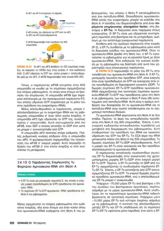 0 elFs efldyer rnv udpdluon Tou GTP 0fl6 Tov elF2
0r elF2 ror elF3 onetreu0eptirvowor
0 elF5B 0roueootrope(
unopovd6oq
EIK0NA 24.24 0t elFl Kor elF3 pol0ouv ro 43S ougnhoKo 6v0p-
[19 vo oopriroer To mRNA 6tog rlrou qrdoer o' 6vo rodtxrlvto
AUG. 0 elF2 udpotruer to GTP rou, on6re pnope[ v' onetreu0epo-
Oer po(r pe rov elF3. 0 elFSB dropeootrope( orqv 6voor1 605-405.
T5).o9, o nopdyowog elFSB entrpdnet mqv 605
unopovd6o vo evoOe( pe ro oUprnLor<o oXqprot((owog
6vo nlqpeg p$ooropdtro, ro ono(o e(vot 6roqlo vo (ert-
vqoer qv entprlruvorl. H unoprovd6o elF5B 51et nop6-
proro otrqlou1[o pre rov npoKopur,nu<6 nopdyowo lF2,
nou en(or1g udpoLrSet GTP (nop6Mqtro pe ro p6),o tou
orqv np6o6eon rou evopr,mqprou IRNA).
M6Ltq onel,euOepo0oriv ot nopdyoweg, ;rnope( v'
oMqLenrdpdoouv Ue ro evoprcr4pto IRNA rot ttg ptBo-
oogu<5q unoprovd6eg o' 6vov dMo r<6r<i.o 5vop(qg. H
unopovd6o elF2 51et udpotr(oer ro GTP rqg, ouvenc0g
npdner v' ovoyewrlOe(. Aur6 ennuyXdvetot on6 tov
elF2B, Svov GEF o ono(og er<ron((er ro GDP 6rot c0ore
vo prnope( v' owrKorooro0e( on6 GTP.
H unoprovd6o elF2 onorcl.e( or51o pti0puorlq. l-1oL-
L6g puO;tortr5g rrvdoeg enr6poriv orrlv o uno;rovd6o
rou elF2. H rpcoorpopuL(rooq nopepno6((er qv ovoySv-
vnon rou elF2B o' evepy6 Uopgn. Aut6 neptopi(et tn
6pdon rou elF2B o' 5vo r0xl.o Svop[qg xt 6tot ovo-
qr5trl.er q prerdgpoorl.
24.10 O l-lopdyovToq EilrUfiKUVonq Tu
Ooprdlver AprvooruAo-tRNA oTn O6on A
-' H EF-Tu e[vor 1uo uovoueplq nporelvr; G, rrlg onotog rl evsp-
yoq UopAn (npoode5egevl oe GTP) npoo66verot oT0 0ptv00-
rutro- tRNA.
" To ouUntroxo EF-Tu-GTP-oUrvooruLo- IRNA npoo06veT0t 0Trl
0eo1 A rou prpoorogorlou.
M6)lg cnlrlpottore( to nLqpeg prBooc,rptdtto oro ro6t-
r6vro 6vop(r19, 6o e(vor 5ror1.to yto 6vov r<Ur<Lo 6nou
6vo ol.rrvooxuAotRNA ero6pXetot or4 06o11 A rou pt-
oqv npoodeorl rrlq
Boorogor(ou, rou onofou 11 06oq P r<ototroprBdvetot
on6 5vo nemrdulo-tRNA. Onoto6rlnore optvoorulo-
IRNA errc6g rou evoprcrqptou pnope( vo eto6tr0et orrl
05oq A. H e[oo66g rou 6ropeoo].oBekot on6 Svov no-
p6yovro enrp{xuvoqg (elongation factor, oro Bo-
rcrrlpro o EF-Tu). H drepyoo(o e[vot nop6proto orouq
europud:reg. O EF-Tu e(vot 1-uo e[otpettxd ouwnpn-
;r5vr1 npcoretvrl oro Borrrlptcl Kot to trrmoX5v6pto, o96-
Loyrl pe rov ow(morxo euKopuotu<6 nopdyowo.
Aw[Oetq on6 tov opr6].oyo nopdyowo orqv Svop[4
(lF-2), o EF-Tu ouv65eror Ue ro prBoorrlprdrro pt6vo rotd
14 drepyoo(o ero56ou rou ol-uvooKul,o{RNA. 'Otov ro
ol.uvooxul.o-tRNA Bpe0e( orq 05oq rou, o EF-Tu eyro-
tole(ner ro prBooo:prdrro yro vo epyoore( [ovd pre dMo
o1-rwoor<ulo-tRNA. 'Eror er<6qlcbvet qv xurilr4 oUvde-
orl Ue ro prBooroprdrro ror 6tdorooq on6 out6 nou Xo-
porcrqp((er rouq entroupu<oIg nopdyoweg.
H EIKONA 24.25 nopouord(er to p6Lo tou EF-Tu srrlv
rono0ftr'1oq rou ogrvooKutro-tRNA or4 05oq A. O EF-Tu,
provopeprlg npoteiq nou npoo65ver GTP, e(vot evepy6g
5rov e(vor npoo6e6e;r6vr1 oe GTP r<ot ovevepy6g 6rov eL
vor npoodedeprdvrl oe dr<pcoogoprrrlyouovfir4 (GDP). To
drpep5q o{pntroro EF-Tu-GTP npoodSvet optwoot<uo-
tRNA g4rlpror((owog 5vo rproroy6q orl;rntroxo optvoo-
ruLotRNA-EF-Tu-GTP nou npoo6Svetot pdvo orn e6oq
A oe prBoodrporo, rov ono[cov n eSon P e(vot 11611 rcnet-
InUU6vn on6 nemr6ulotRNA. Aurq e(vot q xp(oq-rq ow[-
6poon nou drootpotr((et 6tt to ol.twoorulo-tRNA rot to
nemr6utrotRNA e(vor ocoqrd rono0erqpr6vo yto ro 96-
prorropr6 nemtdxo[ deoprori.
To o;.rwooruLo-tRNA <poptdlvetot orq 05oq A oe 66o
srddro. l-lprinov, ro drpo tou owtrro6txov(ou npoo66-
vfior orrl 05oq A qq 30S unopovddog. 'Enero, n ovo-
yvcirprorl ro6tr<oviou-ovrrro6rr<ov(ou nupo6ote[ gto
preroBol,rl orrl 6rog6prpoon rou ptBootogot(ou. Aurq
moOeponote( qv np6o6eon rou IRNA xor npoxolei
u6p5luoq rou GTP tou EF-Tu. To CCA dt<po tou IRNA
getoxtvefuor nL6ov orn 05oq A rrlg 50S uno;rovd6og. To
6rtriep5g oti pnl.oro E F-Tu -G D P onetreu Oeprrivetot. Awrl
n Uopqn rou EF-Tu e[vor ovevepy6g t<ot 6ev npoo66vet
onoreleoporrd ro opwooruLotRNA.
O nopdyowog owoMoyrlg vouxtreott6(trtv youov[-
vrlg EF-Ts 6ropreooLoBe( orqv ovoy6wnon rnq Xpqot-
ponotrlpdv4g troperlq EF-Tu-GDP orrlv evepy6 popgn
EF-Tu-GTP. ['lprirtov, o EF-Ts ereoni(et to GDP on6 rov
EF-Tu oXqpror((owog to ouvduool-t6vo nopdyowo EF-
Tu-EF-Ts.'Eneno, o EF-Ts erron((etot on6 GTP eTlovo-
oXrlpror((owog EF-Tu-GTP. To evepy6 dtgepSg o0;rnLo-
ro npoo66ver oprwoorutro-tRNA, evci o onel.eu0epop6-
vog EF-Ts prnopef v' qvoruKlo0e(.
Yndplouv -70,000 p6pro EF-Tu ovd Borcnipto (-5%
rou ouv6lou tcov Borrrlptorcilv npcoteivciv), nep(nou
todpt0po trre ro pr6pro opwoor<utro{RNA. Aw6 unodq-
Lcbver 6tt to neptoo6repo opr.vooKuLotRNA nt0ov6v
Bp(or<owot oe rprroroy4 ori;rnLor<o. YndpXouv pr6vo
-10,000 pr6pro EF-Ts ovd r(rropo (nepinou todpt0pto
pe ro prBooroprduo). H rtvrlttr4 qg oLlqtren(6poor1g
prero[ri EF-Tu r<or EF-Ts uno64].rivet 5rt to otipn].oxo
EF-Tu-EF-Ts u<p[ororor pr6vo nopodu<d, Sror c6ore o EF-
690 KEoA Al0 24 MetoQpoon
0r elFl ror elFl A enupdnouv q oopoorl
+
48S afgni"oxa
'1-.:
Boorxeg cworeg
 