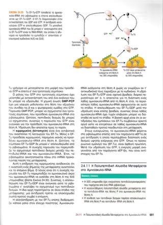 EIK0NA 24.25 To EF-Tu-GTP ronoOere( To oUrvoo-
rutrotRNA oro pgoorogdlo xr 6neuo onel,eu0epo-
veror og EF-Tu-GDP.0 EF-Ts drogeooiopei or4v
ovrxorooroo4 rou GDP ond GTP. H ovr[6poo4 xoro-
votrrlver GTP rr onetreu0ep6ver GDP. To provodrrd
ogrvooruhotRNA nou de pnope[ v' ovoyvtoprore[ on6
ro EF-Tu-GTP e[vor ro fMet-tRNAf, tou ono[ou I odu-
vop(o vo npoode0er ro egnodr(er v' onovr4oet o'
eototepud xtrtdtxtivro AUG ror GUG.
Tu yprlyopo vo perorpdneror orn Uopqn nou npoo66-
ver GTP r<t 6neno o' 5vo tpnoroydg oripnloxo.
O p6Log tou GTP oro rprroroy6g o0prn).oro 61er
petrerr10e( pe owu<ordoroo( rou on6 5vq ovdl,oyo nou
6e prnope( vo u6poLu0e(. H 14prrq 6voor1 GMP-PCP
61er pto y5<pupo pre0ul.ev(ou mq 05o4 rou o(uy6vou
nou ouv66,a rtg B r<or y eoogoprKdg op66eq qro GTP.
I'lopouo(o GMP-PCP, prnope( vo ox1lgorrore( 5vo rpno-
roy5g oripnLoKo, nou npoodSver o;.uvoorutro-tRNA oro
ptBooroprdno. Om6oo, nentrdrr6g 6eo;r6g 6e ;rnope(
vo oxrlpor.ore[, ouvencig 11 nopouo[o rou GTP eivor
ovoyr<o(o yro rrlv np6odeoq rou oprvooKuLotRNA orr;
06orl A. Y6p6Luoq 6ev onqrefuor npoq ro nop6v.
H xrppopuxiv4 (kirromycin) e(vor 6vo owrBrorrx6
nou ovom6l,Ler rq Lenoupy(o rou EF-Tu. M6Lrg o EF-
Tu npoodSoer r<ppoprur<fur1, nopop6ver rrov6g vo npoo-
6dver oprrvoor<uLo-tRNA orq 05oq A. C)o16oo, ro
o0pntror<o EF-Tu-GDP 6e prnope( v' oneleu0epo0e( on6
ro ptBooropdrro. H ouvelrlg nopouoio rou nopepno6(-
(er ro oX41.rotop6 nemrdrrof 6eopori pero[0 rou ne-
rrrr6ulo-tRNA xor rou ol.rrvooxutro-tRNA. 'Eror, ro
ptBooroprdtro or<rvrlronotefuor ndvrrl oro mRNA npoKo-
)rriwog nofoq rrlg prerdgpoorlq.
Auq 11 en(6poor1 rrlq Kppopur<fur1q ovo6errvfer 6rt
q ovooroLrl ev6g Bqporog tqg petdEpooqg ovoorStrtret
xor ro en6pevo Brlpo. O 6yog e[vor 6n 1 ouvepg no-
pouo(o rou EF-Tu nopepno6((er ro opr.vooKu).rr6 drpo
rou oLuvooKuLo{RNA vo ero6}.0er o-r4 06oq A qg 50S
unoprovd6og (BL6ne Eu<6vo 24.30).Iuvenrig, q oneLeu-
05poor1 tou EF-Tu-GDP e(vor ovoyr<oio riore ro prBo-
oalpdtro v' ovoldBet ro oxnporropr6 rrov nenrt6rr<rilv
deotrrcbv. H 6ro opXrl nopoqpefuor oe dMo orddro r4g
perdqpoorlq: pro ow(6pooq np5net vo oLorlqpo0e[
oomd nporoU ougBe( q en6prevrl.
H oll.rllen(6poon Ue rov EF-Tu enronq 6ro6pqroil-
(er rdnoro p6tro orov 5Ley1o nor6rltog. Apuvoor<ulo-
To ogrvooxutrotRNA
erodpxeror mn g6on A
rrlg 30S unopovddog
To CCE oKpo gerorle[ror
u6oo orn 06on A
nq 50S unoUovo6oq
IRNA erodyowor offl 05or1 A lcop(g vo yvrop((ouv ov t'
owu<trl6u<6vrd roug roptd(ouv Ue to xrrrdx6vro. H udp6-
uoq rou EF-Tu-GTP efuor oXeru<d Bpo6e[o: 6ropre( ne-
proo6tepo on' 6, tr onorrefuor yro rn drdorooq ev6g
Ld0og otruvoor<utrotRNA on6 q 06oq A: 5ror, ro nepro-
o6repo LdOog optvoorutrotRNA orporporiwor oe our6
to ord6ro. H one).eu0ripcDorl rou EF-Tu-GDP pretd qv
udp6Luo4 efuor en(or1g Bpo6e(o, ouvsnrig 6noro ldOog
ol.rwoor<ulo-tRNA SXer ru16v enrBrciroer pnope( vo 6ro-
oro0e( oe ow6 ro orddro. H Boorx4 opXrl e(vot 6tt or ov-
n6pdoerg nou 4rnLdrouv rov EF-Tu ouprBo(vouv opr<erd
opyd cbore vo enmpdnouv oe Ld0og ollwoorulotRNA
vo 6tooro0orjv nporof noyt6ewoUv orq perdgpoorl.
Itoug eur<opurirreg, ro oprvooKuLotRNA gSperor
mo prBoorol.rdno en(oqq on6 tov nopdyowo eEFlo oe
puo ow(6poor1 11 ono(o neprtroprBdver drdonoorl ev6g
6eopo0 uUnInS ev6pyerog oro GTP. 'Onrog ro ilpoKo-
purotx6 opr6l,oy6 rou (EF-Tu), efuot 6g0ovq npcoreivrl.
Metd qv u6p6Luo4 rou GTP, 4 evepy6g propqq ovo-
yewdror on6 rov nopdyowo eEFlBy, nou e(vot ow(-
ororxoq rou EF-Ts.
24.11 H floAunenrr6rrfi AAuoi6o Merorp6peror
oTo AUrvooKUAo-IRNA
-, H 50S unopovodo 6Xet evepy6qro nenldu),orpovoqepoorlg
nou nop6Xeror ono 6vo rRNA prpo5v(u;ro"
,, H veoouvrrOdgevrl notrunenrrdLrri otruof60 peroq6peroL ono
ro nenldutrotRNA qg Oeoqq P oro oprvoorutro-tRNA qg
0eoqg A.
.:. H ouv0eol ro.lv nenlDrrdv Deopdrv nopoyet onoorutrrtrlgdvo
IRNA oq 0eor1 P roL nenlDutro- IRNA oq 05o1 A
GTP .'d
?r
Tu-Ts
-.7 O '....- Ts '.
a
uot or..t
iTpuoroyeq f,S..r
otigntroro 5
;::".".', H fiotrunenldLrrl Atruorbo Meroq6peror 0ro AItv0oKLi,,1-:i',- 691
-W...^
-...r"trr,trt' o.tK'
u..
Tu-GTP
Boorxdg eworeg
 