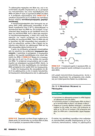 To prBoorr:;rdrro nopopr6ver orn 05crq tou, evri q no-
Lunemt6tr<f o].uo(6q entprlr0vetor Ue rn prero<popd
rou nol,unenrrd(ou nou e(vor npoo6e6ep6vo oro
IRNA orq 06oq P npoq ro ol.rloorutro-tRNA orq 05or1
A. H ow(dpoorl nopouord(eror orrlv EIKONA 24.28. H
uneriOuvq eevpy5qro yo q o0vOeon rou nemrdu<ori
deoproU rqlefuot nenrdutrorpovogepdo4 (peptidyl-
transferase).
H nemrdulorpovo<pepdoq e[vor ].emoupy(o qq pre-
yo).rtq (50S n 605) prBoocoprrqg unoprovddog. H ow(-
6poon nupodotefuor 6rov o EF-Tu oneLeuOepri:oet ro
ollwoor<ulu<5 drpo-rou IRNA rou. Irq ouv61ero, ro opr-
vooruLx6 dxpo otopefuor oe Uro rono0eo[o r<owd oro
drpo rou nemrSuLo-tRNA. Auri n 06on 6Xet evepy6rq-
to nemrdulorpovogepdonq, n ono(o onlv ouo(o 6ro-
orpoL((er rqv toXe(o pretorpopd rrlg nentr6rr<49
oLuobog oro oUr.vooKULotRNA. T6oo ro rRNA 6oo r<ot
ot nporeiveg rqg 50S unopovd6og e(vot ovoyxoleq yr'
out4 rqv evepy5r4ro, <oo16oo 11 (6ro 11 6pdon rrlq Ko-
rd).uor1g e(vor t6r6r4to rou prBoorrlpxo0 RNA ror rrlg
50S unoprovddoq (BL5ne Ev6rrya 24.19).
H gUoq qg ow6poorlg perogopdg onoroLriqOrl<e
on6 tqv rxov6rr;ro rou owrBrortroU noupopux[vr; (pu-
romycin) v' qvoor5Mer q ;rer6gpooq. H noupoUuKivn
protd(a ;r' 6vo qtvo{0 npoo6e6epr6vo or4v re}.xr1 o6e-
voofur1 rou IRNA. H EIKONA 24.27 6efyer 6t 4 noupol.ru-
r[vr1 61er 6vo N ow[ rou O nou ouv66er dvo opuvo(ti
oro IRNA. To owrBrorx6 owrprerton(etor on5 ro prBo-
orr:prdrro og eroepX6;revo outvooKuLotRNA: 6netro, ro
noLunem(6ro nou e(vot npoo6e6e;r5vo oro nemt6ulo-
IRNA petogSperor orrlv oprddo NH2 rrlg noupoprur<(vr1g.
H p((o rnq noupopur<(vr;g 6ev oyrupoBole( orq 06-
oq A rou prBooropor(ou r<t 6rot ro npot6v nol,unemr6u-
Lo-nou po pu r[vq one].eu0epcbveror on6 ro p $ooro pdrro
:: ', IxnUortoUoq nenndrrou deogou ou;rporvrr Ur 0v-
r(6poo1 pero(u rou notrunenndlou rou nenrr6utro-tRNA orrl 0eor1
P ror rou olrrvo[dog rou ol.uvooru],otRNA orrl Odort A
692 KE0MA|O 24 lvlsToqpoo1
Agwouxulo-tRNA
CHI CH.
r,r /
lloupoUuxrwl
;:i,1,::r.r, li.::': H noupopur[v1 ptpe[rOt rO OprvOOru],0-tRNA, ro-
Orirg lroro(er ge opo.rpotro o;uvo[u ouvbedepevo oe pro p[(o oox-
Xopou-pooqq.
un6 propcprl noLunentrdu).o-noupol.rux(vqg. Aur6g o
np6copog repprotro;r6g qg prerdgpoorlg e(vot uneU0u-
voq yro rq BorcqpLorcr6vo dpdorl tou owrBroru<oU.
24.12 H Merordnron MeToKtv€i To
PrBoourpdrro
r H Ueroronrorl rou prpooropor[ou gerouvel ro mRNA dropeoou
tou prpootrlpor[ou roro rperg pooerg.
r H Ueror6ntorl peronvel ro onoorutrtop6vo IRNA orrl 06o1 E
rot ro nentdutrotRNA oq Oeoq P, evo odero(er q 0eorl A.
c luUrptrrvo pe ro povr6tro uppr6rrlg rorooroorlg, 11 peror6ntol
oupporver oe 6uo orodto, oro ono(o q 50S perorrve[ror oe
oX6oq pe rrlv 30S ror oq ouvdXero q 30S perorrve[ror roro
prlrog tou mRNA riore v' onororooro0e( | opxurl droprlptprrt-
0rl.
O xUr).og rqg npooOqr4g optvo[5trlv ornv ou(ov6pre-
vq nolunemtdrx4 o).uo(6o oAox).rlpcbvrror pe rn 1-te-
rat6ntoq (translocation), r<o0rog ro pLBooropdrro
t-
NHz
NHz
AgtvoIri
Boorreg ivuoreg
 