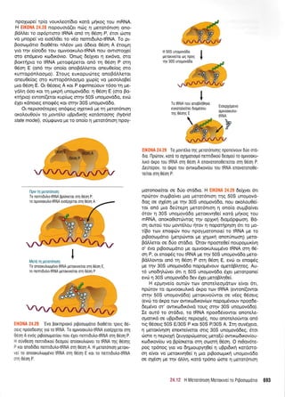 I
npoxope[ rp(o vouKleot(dro xord UnKoq rou mRNA.
H Ell(0l,lA 24.28 napouord(er n6g 4 peror6nrorl ono-
BdMa ro ogdpuoro IRNA ond t4 06o11P, 6ror dsare
vo pnope( vo eroSL0et ro v6o nemrduLo-tRNA. To pr-
Booroprdtro 6ro05rer nL6ov pro d6eto 05oq A 6rorprrl
ytq rnv e(oo6o rou o1-uvooKuLotRNA nou owtororXe(
oro en6pevo xto6u<6vro. 'On<og 6efiyet q etx6vo, oro
Borrripro ro IRNA pero<p6petor on6 rr1 05or1 P orq
05oq E (on6 qv ono(o onoBdtrtreror oneu0e(og oro
r<urrop6nloo;ro) . Erou g e u rop u cireg ono Bdtrl,eror
oneu0e(og oro rurrop6nl.oollo Xrop[g vo preoo].oBe[
;uo 06oq E. Or 06oerq A ror P e<prnneUouv 16oo q pre-
ydl,r; 6oo r<or rr1 trurp{ unopovddo: r1 06o4 E (oro Bo-
rrrlpro) ewon[(eror rup[rog orrlv 50S unopovddo, evcil
61er xdnoreg enog6g Kor ornv 30S unoprovd6o.
Or neproo6tepeg on6rgerg qXeurd pe rq peror6nroq
ot<olou0orjv to 1tow6,lo uBptixqq xatdoraorlq (hybrid
state model), oriprgcovo pe to ono(o 4 peror6nrorl npoy-
fu'lrr+ rii pri+trinr:ri.
To onooxutrtol.rtlvo tRNA geronve[roL orrl 06o11 E,
ro nenrrdutrotRNA;leroxrve[ror on1 06o11 P
EIK0NA 24.28 'Evo porqpLoro pgoorrrlrolo 6ro06rer rperg 0ri-
oerg npoodeorlq yro To IRNA. To opwoorutrotRNA ero6pXeror orrl
06o11 A ev6g prpootrlgor(ou nou SXer nemrdutro-tRNA oq 06o11 P.
H ouv0eol nenndrrou deogou onooxutrr6ver ro IRNA qg Oeor1g
P xor ono6(6er nenndulotRNA oq 06oq A. H perorontorl UeroKr-
ve[ ro onoorutrLrop6vo IRNA or4 0604 E xor ro nenndutrotRNA
arl Oeol P.
tRNA
EIK0NA 24.29 To povr6)ro qg geror6nroqg npore(vouv 6Uo md-
Dro. Ilptilrov, roro ro oX4golopo nenudrrou deopou ro oprvooKu-
trrxd dxpo rou IRNA oq 06o1 A enqvoronoOerefror orq 06ori P.
Aeurepov, ro dxpo rou ovrxoldrrov(ou rou IRNA enovoronoOe-
retuor or4 Odon P.
trloronoefuor oe 6rjo ord6ro. H EIK0NA 24.29 6e(1ver 6rr
npcbrov ouprBo(ver pro geror6nron rnq 50S uno;rovd-
6o9 oe q(6oq Ue qv 30S unopovd6o, nou oroLouOe[-
rot on6 ;lo deftepq petot6ntorl 11 ono(o ouprBo(ver
6rov q 30S unoprovd6o geroxtvr;Oe( r<ord pujrog rou
mRNA, onoro0rord:woq rnv qp1Kn 6rop6pcproo4. Bd-
oq ouroU tou 1.row6l,ou qrov q nopotrlpqoq 6l ro 1.ro-
r(Bo rcov enorpd:v nou npqygqronore( ro IRNA pe to
ptBooroprdrro (pretpdrwor pe Xqprcl ono{noor1) pero-
BdLLeror oe 6Uo ord6ro. 'O'rov npomeOe( noupogur<(vr1
o' 5vo prBootopdrro pe opwoorufutr:pr5vo IRNA orrl 06-
o4 P, or eno<pdg tou IRNA Ue rnv 50S unoprovddo geto-
BdLl,owor on6 rq 06oq P orrl 05on E, evdr or enorp6g
pe rnv 30S unopovddo nopopr6vouv operdBlqreg. Au-
15 uno6q).drver 6n q 50S unoprovdSo 5Xet perorpone(
evri 11 30S unoprovddo 6ev 6Xer peroB).q0e(.
H epprrlve(o ourc0v rov onoreLeopdrov e(vor 6rt,
nprilrov ro opr.vooKultrd drpo rov IRNA (ewon((owor
mqv 50S unopov66o) peronvoriwot oe v5eg 06oerg
(evdr ro dxpo rov qwKo6rxov(ov nopopr6vouv npoode-
6e;r6vo or' owrrro6u<6vrd roug orrlv 30S unoprovd6o).
Ie out6 to ord6ro, to IRNA npoo6Svowor onoretre-
ollotxd oe uBprdrxdg nepto16g, nou onorel,oUwor on6
ng 06oerg 50S E/30S P xor 50S P/30S A. Irq ouv6Xero,
q petoxfurloq enenre(veror orrg 30S unopovddeg, Sror
cirore 4 neproXrl (euyopdr;roroq preto(ti qwKo6rxov(ou-
rcodrxov(ou vo Bp(oreror orq oolorrl 05oq. O nr0ov6re-
pog tp6nog yro vq 6qpuoupyl0e( 11 uBprdrrcj rordoro-
oq e(vor vo petortvrl0e( 11 puo prBooroptrrl unopovdSo
oe oX5oq pernv dM4, r<ord rp6no rilore q peror5nrorl
H 50S unogovdOo
getorwe(tot oq npoq
To IRNA nou onoptrrlfire
eyrorohelner Drogdoou
qg 06oqg E
EroepXdgevo
oluvoorutro-
I
To nenldutrotRNA ppioKeror orn 06on P,
To oUrvooKutrotRNA sro6pxer0r mn 06on A
I
3.1.'i* H Meror6nLoq Merouvefro Prpooirrporto 693
tlpw q perotdnroq:
 
