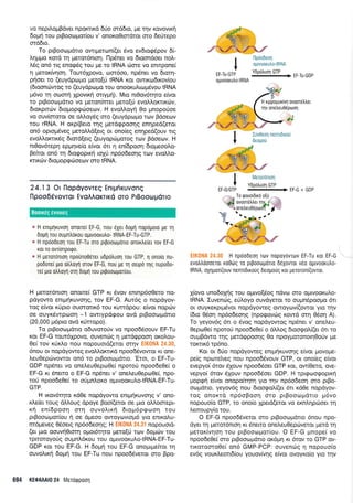 vo nepilqppdver nporcru<d 6rio ordbro, Ue rnv rovovu<r1
6opr{ rou prBooroprodou v' onoroOrordror oro 6eUrepo
orddto.
To ptBoorrlprdno owrperconf(er 5vo evdtoEripov 6(-
trnUUo r<ord tq petor6nroq. l-'lp6net vo droondoer noL-
L6g on6 rg eno<p5g rou Ue ro IRNA cirore vo enmpone(
11 preror<fur1oq. Tour6Xpovo, roo16oo, np6ner vo 6ro14-
pqoer ro (euydpropro prero[ri IRNA rot owrro6rrovfou
(6toondlwog ro (euydpro;ro rou onooKuhopr6vou IRNA
p6vo rq ooorrl Xpovrrri orryUfl. Mro nt0ov6rqro e(vor
to ptBoooprdlo vo peron(nrer prero[rJ evoL].orclrdlv,
Stoxptrcirv 6ropropg<6oerov. H evoMoyrl 0o prnopoUoe
vo ouv(ororor oe oMoyrig oro (euydpcopo rov Bdoeov
rou rRNA. H oxp(Beto r4g gerd<ppoorlq eilnped(eror
on6 oproprdveg peroMd[erg or ono[eg enrlped(ouv rrg
evoMornr6g 6rord[erg (euyopdr;roroq rov Fdoecov. H
nt0ov6reprl eppr4ve[o e(vor 6tr q en(6poo4 6ropeoo],o-
Befuor on6 q 6rorpoprrrl roX{ np6o6eorlq rov evoMo-
rcnrrilv droprop<pciloeov oro IRNA.
24.13 Or llopdyovT€q EnrUfiKUVonq
flpoo6dvovror EvoAAoKTtKd oTo PrBooopdrro
.. H entprlruvol onotre[ EF-G, nou 6yer doprl nopolroro pe rr1
6op[ rou oupntrorou ol.uvoorulo- tRNA-EF-Tu-GTP.
e H npoodeol rou EF-Tu oro pLpoorolrolo onoxtre(er rov EF-G
xor ro ovrlorpoqo,
= H Uetoronrorl npouno06rer udpotruorl rou GTP, 1 onolo nu-
podorel pLo otrtroyr1 orov EF-G, nou Us Trl oerpcr qg nupodo-
rei pro otrtroyq oq doprl rou prpooroporlou.
H perordnroq onorte( GTP r<r 6vov enrnp6o0ero no-
pdyowo enrprqr<uvoqg, rov EF-G. Aw6g o nopdyov-
tog e(vor r<tipro ouoronr6 rou rurrdpou: e(vor noptov
oe ouyr<6wprooq '1 owrypdqou ovd ptBooroprdrro
(20,000 ;r6pto ovd xrirropo).
To ptBootripidlo oduvororiv vo npoo65oouv EF-Tu
xor EF-G rout6lpovo, ouvenotg 11 prerdrppoorl orol.ou-
0e( rov r<rjr<l.o nou nopouord(eror ornv
6nou or nopdyoweg evoMorrtrd npoo66vowor Kr one-
LeuOepo.lvowor on6 ro prBoocoprdrro, 'Erot, o EF-Tu-
GDP npdner vo oneLeu0epo0e[ nporoU npoodeOe( o
EF-G r<r Snetro o EF-G np6ner v' oneleuOepo0e[, npo-
rorj npoo6e0e( ro orjprnLoKo oUrvooKutro{RNA-EF-Tu-
GTP.
H rrov6rlro r<dOe nopdyowo entprqruvonq v' ono-
rLe(er roug dMoug dpoye Booi(eror oe puo oMomepr-
rr1 en(6poor1 orrl ouvol.rr<r1 6ro;r6ppr,ton rou
prBoorrrl.rotiou r1 oe dpreoo owoyrr.lvrop6 yto enrro).u-
m6preveg Odoerg np6odeolg; H nopouoLd-
(et pro oouvrl0torq opordrlro prero([ tcov doprltv rou
tpLtotoyoUg oupnLdrou rou oprvooKutro{RNA-EF-Tu-
GDP roL rou EF-G. H 6opr1 tou EF-G onoprpe(ror 11
ouvoLtr<r1 6opr1 rou EF-Tu nou npoo66veror mo Bpo-
094 KE0A,A|0 24 MeToQpoon
r 1," "' ,a;
t-Y
-- - ^-- Ydootruon GTP
rl-lll-trlr + trE I' nnD
optvoorutro-tRNA
H rppogurivrl qvoordiler
Uv onel,eu06proon
IUv0eoq nemr0rro0
0eopo0
I r,r ;
* Y5ooLuon cTP
EF-G/GTP
--
EF-c + GDP
. . To rpouorbrxo o(u
4rJ ovootetrtret rn5:
. onetreu0eoulofl
-
7^iq<t,
V l;u";-..q,*l +j
"s*e. L J'U .F
H npdodeol rov nopoyovroiv EF-Tu ror EF-G
evotrtroooetor ro069 ro prpootopolo 6dXovror vrlo oprvooru),0-
tRNA, oXqpol(ouv nenldrroug deopouq ror peroronl(ovror.
1(ovo uno6oplg rou opuvo(dog ndvo-l oro opuvoor<ulo-
IRNA. Iuvenc6g, eUtroyo ouvdyeror ro oupndpoo;-ro 6rr
or ouyKeKprg5vor nopdyoweq owoyov((owor yro rnv
(6ro 05oq np6o6eorlg (npo<povcig rowd orq 06oq A).
To yeyov6g 6rr o Svog nopdyowog np6ner v' onel,eu-
Oepor0e( nporori npoo6e0e( o dMog 6roo<potr((er 6tt ro
oup.rBdwo rqg pretd<ppoorlq 0o npoyuoronoul0oriv pre
rorcrrx6 rpdno.
Kor oL 6[o nopdyoweg enrprrlxuvorlg e(vor 1-rovope-
pe(g nporefveq nou npoo65vouv GTP, or ono(eg e(vor
evepyoi 6rov 5Xouv npoo66oer GTP r<or, ow[Oeto, ove-
vepyo( 6rov SXouv npoo65oer GDP. H tpr<proogopu<r1
Uopgn e(vor onopofunrrl yro qv np6o6eoq oro prBo-
or,rprdrto, yeyov6q nou 6too<pol.[(eL 6rr r<d0e nopdyov-
rog onorrd np6oBoorl oto prBooroprdtro pr6vo
nopouo(o GTP, ro ono(o lpetd(rror vo exn).qpd;oer 14
).enoupy(o rou.
O EF-G npooddveror oro prBoocopdtLo dnou npo-
dyer q peror6nrorl rr 6neno one).euOepctlveror perd q
pretor<(vr;o1 rou ptBoocopor[ou. O EF-G pnope( vo
npoo6e0e( mo prBooroprdrro or<6pq rr 6rov ro GTP ov-
ttt<otootoOe( on6 GMP-PCP: ouvenotg q nopouofo
ev6g vour<i.eort6(ou youov(vr1g e(vor ovoyr<o(o yro qv
.j
Boorxfg ewong
 