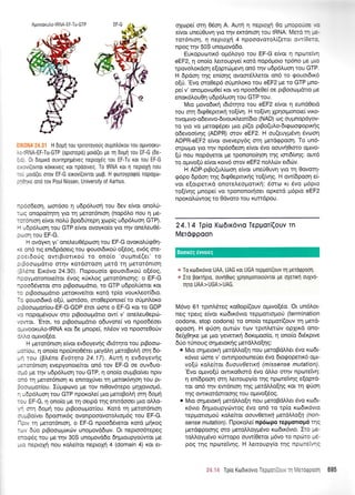 Agtvooxutro-tR NA- E F-Tu-GTP
H Dopl rou TprToToyo0q oupfltroKou Tou 0Utv00KU-
, :RNA-EF-Tu-GTP (oprorepo) poro(er pe q doptl iou EF-G (6e-
: . 0r Doprro ouvqpqpeveg neptoXdg rou EF-Tu rot rou EF-G
.:vi(ovror rorrrveg rot npoolveg. To IRNA Kot I neptoxl flou
-- proro(e|. orov EF-G etrovl(ovrot UtrtB. H tporoYpotp[o nopoXtrl-
-:-xe ono rov Poul Nissen, University of Aarhus.
np6odeorl, rrror5oo 11 u6p6luo4 tou 6ev efuot onolti-
to4 onopo(rnrn yro u1 petot6nto4 (nop6Lo nou rl Ue-
rm6nrorl e(vor noLU Bpo66reprl Xcop(g u6p6Luoq GTP).
H u6pSluoq rou GTP e(vor ovoyro[o yro r4v one],eu06-
p<oo4 rou EF-G.
H ovdyxq yt' onetreuO6poon rou EF-G ovoroLti<p01-
r<e on6 ng enr6p6oerq rou qouotdtroU o[5o9, ev6g ote-
poer6orig ovtrBtortroU ro ono[o 'oupnt5(et' to
prpooroprdrto orrlv rotdoroorl pretd q peror6ntoq
(plene Err5vo 24.30). llopouo(o Eouor6txoti o[6oq,
npoyporonote(ror Svog r6rLoq pretot6nto4g: o EF-G
npooddverot oro ptBootrrl.t6tto, to GTP udpoLtieror Kot
ro ptBoooprdtto petortve(rqt Kotd rp(o vouxtreor(6to.
To gouor6tr6 o(0, oo16oo, oroOeponote[ to otipntroro
prpooropor(ou-EF-G-GDP Srot drore o EF-G rot to GDP
vo nopop6vouv oro ptBoooprdno ow[ v' one].eu0epdl-
vowor. 'Etor, ro prBooroprdrro o6uvote[ vo npoodSoet
olrwoorulo-tRNA r<or 6e prnope(, nl.5ov vo npoore0oUv
6Mo o;rwo(5o.
H perot6nroq e(vot evdoyevrig t6t6r4to tou ptBooto-
pcn(ou, q ono[o npouno0Sret Ueyoln petoBotrrl orn 6o-
pr1 rou (Bldne Ev6trlra 24.17). Autrl 4 ev6oyev{g
pruror6nrorl evepyonore(rot on6 tov EF-G oe ouvduo-
oU6 pe qv u6pSLuoq rou GTP, q ono(o ouptBo(vet nptv
an6'rn peror6nroq n enmolfvst t4 ;retor(vr1or1 rou pt-
fuotopro{ou. I0;rqo:vo pe rov nr0ov6tepo prqXovtopr6,
4 u6p6l,uoq tou GTP npor<ol,e[ pto pretoBotrrl orq 6o;t4
rou EF-G, r'1 ono(o pre q oetpd rqg enttdooet pto oMo-
Vn orn 6o;111 rou ptBootoprot[ou. Kotd rr1 petot6ntorl
oupBo(ver 6poorx6g ovonpooovoroLto;tdg tou EF-G.
l-lprv r4 peror6nroq, o EF-G npoo66vetot r<ord prrlroq
rov 6rio prBooopurriv unopovd6tr:v. Ot neptoo6tepeg
mog6g rou Ue qv 30S unopovddo 6qpuoupyotiwot trre
pro neproXri nou rotrefuor neptoX4 4 (domain 4) Kot et-
oXrrlpe( orq 06on A. Aurn 4 nepropl 0o pmopotioe w
efvor uneU0uvn yro rnv em6nrorlrou IRNA. Mer614 p-
ror6nro4, 4 nepropj 4 npooovorotrf(etor owiOgro,
npoq rnv 50S uno;rovd6o.
Eur<opurr;nr6 opr6Aoyo tou EF-G e(vot q npo:refv4
eEF2, q ono(o Lemoupye( rotd nop6ptoto tp6no pe Uto
rpovol.ordoq e[optdrprevrl on6 qv u6p6].uoq tou GTP.
H 6pdoq qg en(o4g ovoorStrtretot on6 to tpouotdtx6
o(ri. 'Evo oro0ep6 otiprn),oxo rou eEF2 ge ro GTP gno-
pe( v' onopovoOe( r<or vo npoo6e0ei oe ptBootoprdtto pe
enor<6trou0r1 udp6l,uoq rou GTP tou.
Mto povodrrrj r6t6qro tou eEF2 e(vot 4 eun60erd
rou onl 6up0epmrxrl roq(vn. H to((vq Xpqotponoe( vxo-
rwol-rwo-o6evwo-6wourl,eot(6to (NAD) tog oupnopdyov-
ro yro vo perorp6per pro p[(o ptBo(u].o-6r<poo<poptr<r1g
o6evoo(v4g (ADPR) mov eEF2. H ou(euypr6v4 Svooq
ADPR-eEF2 e(vor ovevepy6q orn pret6gpoo4. To un6-
orpopo yro rnv np6odeorl e(vot 5vo oouvtl0toro optwo-
[U nou nopdyerot trle tponono(r1oq rnq ron6frnlg: out6
ro oprwo[6 e(vot row6 orov eEF2 noMc0v et66v.
H ADP-prBo(ul[cooq e(vot unefOuvq yto tq Oovoq-
96po 6pdor1 qg 6r<p0eprrxrlg to((vqg. H ow(6pooq e(-
vot eforpenxd onorel,eoprottxrl: 6mo rt 5vo pr6pto
ro[(vqg ;rnope( vo rpoTlonotrloer opr<erd p6pto eEF2
nporotrcilwog ro Odvoro tou rurrdpou.
24.14 Tpio Kro6rr6vto Tepuqri(ouv Tn
Merdrppoon
o To roDrrdvro UAA, UAG xor UGA reppori(ouv 14 perorppoor;.
* Iro Borrnpro, ouvnOolq Xprloqonototlvtot pe oXenml ouXvo-
qro UAA>UGA>UAG.
M6vo 61 rprnl5reg roOop((ouv oprwo(5o. Or un6lot-
neq rperq e(vor ro6rr6vto rtpportoprori (termination
codons, stop codons) ro ono(o teppot((ouv q pret6-
epoon. H g[or1 outtilv trov tptn].et<itv opltrd ono-
deffiqre Ue Uro yevetu<r1 6ot<t1loo(o, q ono(o 66r<prve
6rio tUnou g oq ;rerorcj g pretdMo[qg :
o Mto orluetorrl pretdMo(q nou pretoBdMet dvo rro6t-
r6vro riore v' owrnpooone0et 6vq 6toEopenr6 oprt-
vo[ri xo].e[ran Suouvletury (missense mutation).
'Evo opwo[ri owu<oOtord 6vq dI o orrlv nprote(vr1:
q en(6poo4 or4 tremoupy[o rrlg npore(vqq e[optd-
tor on6 t4v ew6nroq qg pretdMo[nq Kot rn gUon
rqg owrrordoroonq rou oprwo[riog.
. Mto onUetox4 prerdMo[q nou petoBdMet 5vo ro6t-
r<6vro d4puoupydrwog 5vo on6 ro tp(o ro6tr6vto
reppronopori rol.e(rot aouv1enx4 petdMaq (non-
sense mutation). l-'lpor<oe( np6opo repponop5 rqq
prerdgpooqq oro pretoMoypt6vo rto6u<6vto. Iro pe-
roMoypr6vo r<Urropo ouw(Oetot p6vo to npri:ro pr5-
poq rnq npo:teivqg. H Lemoupy[o qg npotetv4q
Boorxdg 6woreq
24"'i4 Tp(o Kodrrovro Tep;roti(ouv rI MeroQpoon 69S
 