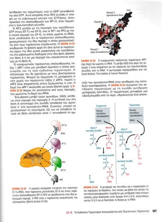 ow(6poon rou repportogoU, ev6 ro GDP owKoetord-
tqr on6 GTP. Aur6 enrp6net orov RF3 vo 6tr0a o'eno-
q{ Ue to ptBooto;rtr6 r6wpo trlq GTPdorlq, 6nou
nporotre( rrlv ondreu0Spoorl tolv RF1/2, 6tov teppott-
ore( 11 noAunemdxrl aAuo6a.
O RF3 pot6(er ile rtq neptoXdq nou npo-o66vouv
GTP orouq EF-Tu rot EF-G, evri ot RF1 t<ot RF2 pe qv
C-teltr( neptoXd tou EF-G, to ono(o ;rq'refuot to IRNA'
Aur6 uno6qtrrilvet 6tt ot nop6yoweg onetreuO5poonq
ipno,uo"o,otiv tr1v (6to neproXq 4 ono(o.lpqottrlonoteG
i'1,'onO touq nopdyoweg ent;r{xuvorlq' H E|(ONA 24'32
qvoseKv0et in tsooxn opXrl 6tt 6trot quto( ot nopdyov-
reg SXouv t4v'(6to yevtrrl popgo}'oy(o xot rpoo66vov-
.o,'*l p$ootoprdtto 6to6o1tr<d orlv (5to 06o4 (Bootxd'
orrl 06o4 A ri oe ;rto neptoXq nou entrol'0rrerot eKre-
vd:g pe q 06on A).
d
"rnoprr-rr<6q
nopdyowog onetreuO6pcr:oqq to-
EnS 1 eRFi e(vot 1.tto provodrrl npcotetvq q ono(o ovo-
yvcop((et Kot ro tp(o t<to6tt<6vto teptrrottol'toti' H
oLLnLouXfo tou 6e olet((etot Ue rouq Borcrrlproxo6q
nop&yo*tq. Mnopef vo tepprotioet q letd<ppoorl in
vltio Xop(q'rov nopdyowo td[4g 2 eRF2, nop6tt o
eRFz'iivor'qnopofurltog aroug (upro;rUxrpeg in vivo' H
6opr( rou eRFl orotrouOe( pro ou<e(o Booxrl opXrl: 11 El-
ioiil za.aa 6eftvet 6tt onoteLefrot on6 rpetg neptol6g'
nou gtgo6wot rn 6opri tou IRNA'
'Evo Boorr6 lro.iBo tptdrv opwo(6cov,.GGQ, ercr(0e-
rqt offlv r<opu<pri rrlg neptoXrlg 2' H ew6ntoti tou orrl
06on A owimotle( orq ouvr10r1 tonoOeo(o rou qptvo-
[5og o' 6vo o1-ttvoorutro-tRNA' Iuvencirg, prnope( vo
XcTlotUonoe( rq ytr'outopr(vn (a) Yto vo tonoOete[ to
,epO oe gSon xqrdl 'nLq d:me v' owtro0tmd to o1'tt-
EIK0NA 24.33 0 euxoputonr6q nopdYovroq teppottoltof eRFl
exer 6oUn nou ptpe(tor ro IRNA. To potipo GGO ornv oxpn rnq fle-
pioXRS 2'etvot onopo[rr1to yto qv udpo]ruol qg no]runentdxnq
olroiOos ono to IRNA' H rpotoYporpio nopoXtrlpri0r6e ond tov
David Barford, The lnstitute of Cancer Research'
vo(ri tou optwoot<u)to-tRNA orqv ow(6poor1. trlq Tlemt-
dutro-rpovorpep6onq' H EIK0NA 24'34 ouyrpfuet rrlv ov-
t(6pooq repUortopoti pre tq ouvri0n ovt(6poor1
geto<popdq nenrt6(ou' O tepgotropr6g petoq5pet gto
uopoiuiop66q on6 to vep6, u6potrtiowoq 6tot onote-
lleptopl 1
(orpo
0doq P
nerntdtml oluo(60
I
H-N .-,
H-C,-R
/ H-C;R
o"''{ g'''b
IRNA r IRNA
Inennorrn duo(60
H-N
H-C.R
,lH
o'" ' N'
H-Ctn
H ,Co
000
i*,ro ,**o
I
nemrdrtl atruo(60
H.N
H-i-n
I
o'"'oH
CH
I
cll
I
uuu
I
I
eRFl
r ,'a-l ,
m
#ffnnr
v
:,rri;! ?,'i.::r H poptorl onopiprl0rl entrp6net oro ougn)'oxo
:F-Tu{RNA, otov nopoyovro perorontorlg EF-G rot orouq nopo-
, ovreq oneheuOepuronq RFl/2-RF3 vo npoobtivovrot oqv [dto pt-
:coo.r1-LLrr1 neptoxrl. 0 RRF e(vot o nopoyovtog ovorurtroorlg rou
:Lpootogor[ou (ptr6ne Etrovo 24 35).
:1{Sl'JA :4,3{ H ;reroqopo rou nenrtdfou xot o repportopdg e[-
voL nopopoteg ovrtdpooetg, ortg onoieg Uto Boorl oro r6vrpo qq
nenlDu),orpovoqepoonq nupo0oreI pto ovr[Dpootl trans-eoTep0-
noirlorlq peoo dtoonoolq evoq 6eopo0 N-H n 0-H onetreu0epot-
vovtog N n 0 Yto vo dLoonooet ro 6eopo ge ro IRNA
?4.15 To Ko0Kovro TeppOrtOporj Avoyvtrlpt(ovrot ono [lptlreivtrou-c l-lopoyovreq 697
5ruilnxuvcI
K6vtpo
nenrLdutro-
lp0voq0poqq
Teili-rn'iiti;*r,
K6wpo
nenttDutro-
rpqvogepdonq
DUUII'
or$r P
).'r$
/,,'.o'0'-'q  ,
 