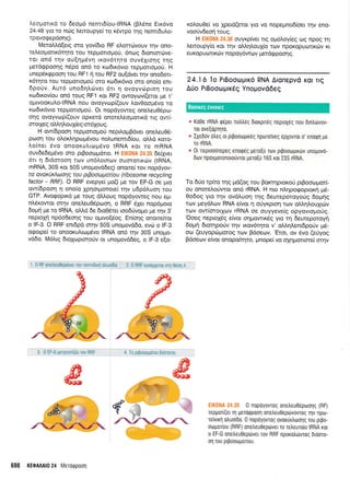 Aeoporrrd ro Seopd nennd(ou-tRNA (Bl,5ne ELx6vo
24.48 yto to ncbg ),enoupye( ro rSwpo rqg nenndulo-
rpovogepdorlg).
MeroA.d[erg oro yov(6ro RF e].orrdlvouv rrlv ono-
rel.eopotLr6rrlro rou repporro;rori, 6notg Srqnror6ve-
tor on6 rqv ou(qprdv4 rr<ov6r4ro ouv5Xtor;g rrlg
prerdqpoorlg n6po on6 ro ro6u<6vro repprotroprori. H
unepSr<ppoorl rou RF1 4 rou RF2 ou[dver qv ono6on-
x6qro rou replrouopro6 oro rodrr6vro oro ono(o enr-
6porJv. Aur6 uno6rlLriver 6rt 4 ovoyvriproq rou
rodu<ov(ou on6 roug RF1 r<ot RF2 owoyrov((eror pre r'
opuvoorulo-t R NA nou ovoyvop ((o uv ).ov0oo;uivo ro
rrodu<6vro repporrol-rori. Or nopdyoweg oneleu05pco-
onq ovoyvop((ouv opr<etd onoreleoporrrd trg ow(-
ororxeq oMql,o u1(eg-or6xo u g.
H owbpooq rcpprorrollori neprLotrrBdver oneLeu06-
poorl rou oLoxlr;poprdvou noLunemr6(ou, oMd ro'ro-
Lo(ner 6vo onoorulrrogrlvo IRNA r<qr to mRNA
ouv6edeg6vo oro prBoorrlprdtro. H Ilt(0NA 24.35 6e(X3rer
6rL 4 6rdoroon rov un6i.orncr:v ouororrrcilv (IRNA,
mRNA, 30S ror 50S unopovd6eg) onome( tov nopdyov-
ta avaxlxiaorlg rou ptBooaparbu (ribosome recycling
factor - RRF). O RRF evepye[ po(( pre rov EF-G oe Uro
ow(6pooq 11 ono(o Xprlorponore( qv u6p6Luon rou
GTP. Avo<popu<d pre roug dMoug nopdyoweg nou eU-
nA6rowor mrlv oneLeu0Spcooq, o RRF 51er nop6proro
6oprl pe to IRNA, oMd 6e 6ro0fter too6rivol-ro pe qv 3'
neproXrl np5o6eoqg rou oprvo(rlog. En(oqg onome(tot
o IF-3. O RRF enrdpd m4v 50S unopovd6o, evcb o lF-S
oqorpe( ro onooruLropr6vo IRNA on6 rqv 30S unogo-
vd6o. M6).rg 6roXatprorofv or unotrrovd6eg, o lF-B e(o-
:a t: i: ;.:. .:l:tifiiti:,:-,-, :lt i)tia?
xol,ouOe( vo Xpeto(eror yro vo nopepnod(oer rrlv eno-
voorivdeo4 roug.
H ouyr<p(ver rrg opro).oy(eq oq npoq rn
Letroupy(o Kor rlv oMq).ou1(o rov npoKopurotrrtrtv r<L
europurrltrxrJtv nopoydwrov pretdqpoorl g.
24.16 To PrBootrll.lK6 RNA Aronepvd Kot Ttq
Ado PrBootllUtKdS Ynopovo6eq
e Ko0e rRNA rp6per notrtr6g droxpn6g neproX6g nou dlntrtirvov-
ror ove[dpqro,
r lxeddv 6treg or prpooroprr6g nporetveg 6pXovroL o' enorprl ge
ro rRNA.
e 0t neprooorepeg enoq6g pero[f rov prpootoprrdrv unopovo-
Dov npoyporonorouvror UeToEu 165 ror 23S rRNA.
To drio rp(ro qg pd(og rou BorcrqpLoxori prBoocopor[-
ou onoreLoUwor on6 rRNA. H nro nfulpogopror<r1 trr5-
0o6o9 yro rnv ovd).uoq qg deureporoyo0g 6oprnq
rcov preydLcov RNA efvor q oriyrproq rov oMq],ouXuilv
ttr;v ow(ororlrov rRNA oe ouyyeve(g opyovroprorig.
'Ooeg neprol6g e(vor oqprowrrcig yro rn deweporoyrl
6oprl 6toqpo0v qv u<ov5rrlro v' oM4trenrdporiv 96-
oo (euyopc0goroq rcov Bdoe<ov.
'Eror, ov 5vo (eriyog
Bdoecrlv e(vor onopofrr1ro, prnope( vo oxni]orrore( or4v
EIK0NA 24.35 0 nopdyovrog onetreu06poor;g (RF)
reppor[(er q peroqpooq onetreu0ep6vovT0q Trlv flpo-
reivxrl otruo[60. 0 nopoyovrog ovorurtroorlg rou prpo-
oopor(ou (RRF) onetreu0ep6ver ro retreuro[o IRNA rot
o EF-G onetreu0eptiver rov RRF nporotrdrwog dtdmo-
or1 rou prpoorlporiou.
q1
-#qD@
-P
?
F*-sruF*"6-B<
698 KEOAAAI0 24 l/leToqpool
Boorreg ewoleg
#
 