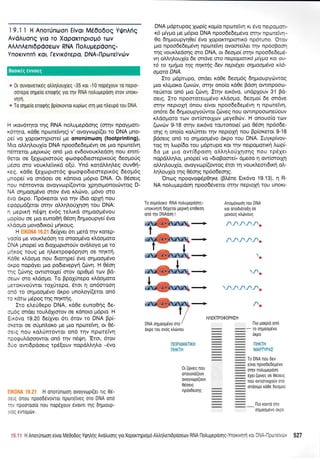 19.1 1 H Anorrjntoon Eivor Mi6o6oq YrlnAfq
AvdAuonq Vro To Xoporrnprop6 rurv
AAAnAenr6pdoeov RNA lloAupepdonq-
Y no xw nr i't xaq I €,v rx6repo, DNA-I'I p an ei' v thv
* 0r ouvorvenreq otrtrntrouXreq -35 rot -1 0 nopSXouv T0 nepro-
oorepo orlge[o enoqrlq yro qv RNA notrugepoorl 0T0v uIIoKt-
vnTrl.
= To orluelo enoqnq 9p(orovror rupfog oq pto ntreupo rou DNA.
H txov6r4ro qq RNA nouprepdo4q (ornv npoyport-
xdrqro, r<d0e nporeivqg) v' ovoyvorp((er to DNA pno-
ce[ vo XqpoKrnprore( pe onorUnooq (footprinting).
Vro oMqloul(o DNA npoo6e6epr5vrl oe Uto nptotelVrl
r6meror peputitq on5 pro evdovoux.tredoq nou enrG
0erqt oe (eltrrptoroIg grrrogodreoteptroUg 6eopotig
ldoo mo voux.treivrr6 o[6. Yn6 r<otdtr].r1].eg ouvOr1-
<eg, rdoe (e1oprm6g grj:ogodremeptr6g 6eopr6q
.rnope( vo ondoer oe rdnoro prdpto DNA. Ot O5oetg
:ou ndnrowor ovoyvtr;p((owot Xpqotpronoui:wog D-
A o4pooprSvo orov 5vo x).rivo, p6vo oro
:vo dr<po. [lp6retror yro rrlv (6to oppl nou
iraoppd(eror ornv oMqLoriXqoq rou DNA:
- peprr<r1 ndr,Uq ev6g telrrd oqpoopr6vou
*op(ou oe Uro eunoOrl 06o11 dqpuoupye( 5vo
doopro povo6u<oU prqxouq.
H 6e(Xvet 6tt petd rrlv Korep-
.'ooio pre voux.tredoq to onoop6vo r<i.doproro
)NA pnope( vo 6toltoproroUv ovdloyo pe to
*r'lKoq rouq pie rlLer<rpog6pnon oe nr1rr1,
(o0e x).oopro nou 6Lotr;pe( 6vo orll.rooprdvo
:r<po nopdyet pto po6revepVn (rr:vn. H 06ot1
:1q (rrrvqg owtororle( mov opt0pr6 torv Bd-
trocrJv oro xi.dopo. To Bpoxurepo r^doporo
*erorrvo0wot roXUrepo, 6ror q on6moorl
:16 ro orlproop5vo drpo unoloy[(etor on6
:c xdrro pr5pog qg nnKqq,
Iro e).eU0epo DNA, r<d0e eunoOnq 6e-
:-rog ondet roul.dltorov oe rdnoto p6pto. H
=L<dvo 19.20 6e(Xver 61 6rov to DNA Bpi
l(rror or oripntror<o Ue Uro npore[vq, ot 05-
leiq nou roLUnrovror on6 tqv npotelvrl
.cccpuldooowor ond qv n6Qr1, 'Etot, 6tov
5.ro owLdpdoerg rp6(ouv nopdl,).q).o -dvo
H onorunool ovoyvtrtpi(eL rtg 0e-
-.r-q onou npood6vovrot npoTelvsq oro DNA ono
-,' npooroo(o nou nop6Xouv rlvovrL qg 6qgtoup-
, .rc evropcirv.
DNA prdprupog 1op(g ropr(o np<oreTwl ru 6vo nerpogqn-
16 prfupro pre pr6pro DNA npoo6e6e;rdvo mqv nporreivr;
0o 64;uoupyrl0e( dvo XopoKrnprorrr6 npdruno. 'Oruv
gro npoodedepdvrl nptoretvq ovoore(Aer rqv np6oBoo4
qg vouri,edonq oro DNA, or 6eoiro( orryv npoo6e6e;r6-
vr1 oMqAoulfu 6e ondve oro rretpapaut<6 1t$pa Ket ctu-
t6 to t1t4pa rqq ftnKrrlq 6ev nepdya o4paopiva xid-
oparu DNA.
Iro prdptupo, onder r<dOe 6eog6g dqpnoupytitwog
pro rl,(poro (ovrirv, orrlv ono[o x60e Bdoq owtnpooo-
neJerot on6 gro (c0vq. Irqv ex6vo, undpXouv 31 Bd-
oerq. Iro npoororeuUdvo xtrdopro, 6eopro( 6e ondve
orrlv neproXri 6nou e[vot npoo6e6etrr6w1 11 npcoteivq,
on6re 6e dr1;uoupyoriwor (c0veg nou owtnpoooneUouv
rl6oproro tcov ow[morlrov preye0c0v. H onouo(o turv
(ovrrlv 9-18 orrlv eu<6vo rou'ronoe( ptto 06oq np6o'6e-
o4g q ono(o roltjmet rrlv neproXtj nou Bp[oretot 9-18
Bdoerg on6 ro or1;roopdvo drpo tou DNA. Iuyrpfuov-
roq rrl Lop(6o tou ;rdprupo Kor rnv netpogotu<r1 op(-
6o pe pro ovt[6poor1 o].].q].orixnong nou rpdlet
nopdtrtrr1tro, prnope( vo "6tqpoore6, dpeoo q owforotXq
oMrlloul[o, ovoyvrop((owog 6ror tr1 vou t<].eottdu<rj o],-
Lql,oufo qg 06o119 np6o6eo4g.
'Oncog npoovo<p6p0r1r<e (BL6ne Ex6vo 19.13), q R-
NA nol.uprepdo4 npoo6Sverot srrlv neptoXti rou unoKt-
.AJffinffihnffih
I*stu@htr@
+ /V/Va/1.
+ /-,/,/VV.
}a
b
+ .ra/./vv1.
*ry+ /L
/ HAEKTPOOOPHIH
DNA olgoogdvo oro / Ilto gorPtd on6
dxpo rou evrjg rtrtivou m ffi- ro olpoopdvo
ry ffi drpo
1ETpAMATTKH ffi ffi 1HKTH
NHKTH ffi ffi MAPWPA:
ffi To DNAnou 6ev
To orlpntroro RNA rduUepdonq-
unoKrvnrn ddXerot peprxq en(Oeoq
on6 qv DNAdoq I
0r (tiveg nou
onouord(ouv
ovoyvrop(ouv
06oerg
npdoDeonq
Anopovrrlorl rou DNA
xor onoDrorolrl oe
lrovoug rtr6voug
ffi eivoL npoodedepdvo
ffi sqynougepoorl
ffi eXer (tiveq oe Oeoerq
ffi fiou owrororxouv oro
:::: onoorpo Kooe deol]ou
llro rovro oro
orll-roouevo oxpo
' ; :: H Anorunorq e[vor M50o6og Ytpllrlg Avoluqg yro Xoporqpto;.ro Atrtrqtrentdpooeov RNA llotruuepoolq-Ynoxtvrlq xct Dl',]i-': *..., * , 527
Boorxeg evvorcg
 