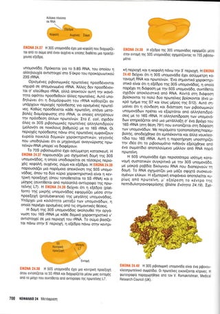 AUtroro ntrorioro
os RNA
Ell(0llA 24.37 H 30S unopovddo 6Xer pro Ksqqtrn nou 6roXop(e_
r0r ono ro orirpo ond 6vov ouX6vo rr en(o4g dLo06ret pro npoe[ri_
Xouoo e[6dpo.
unopovd6o. flp6reuor yro ro 5.gS RNA, rou ono(ou 4
oMrlLouX(o owrororle( cro S'dr<po rou npoKopucrlrxorj
23S rRNA.
O ptopr6veg prBootrrplr<dg npoteiveg npoodrivowor
tqXupd oe onopovo;rdvo rRNA. 7Meg 6ev npooddvov_
tor o' eLeU0epo rRNA, oMd onorrorjv ourrl t4v rrov6_
ulro og6rou npoo6e0oUv dtr)eg nporeiveg. Aw6 uno_
bql,d;ver 6rt 4 6ropr6peoon rou rRNA r<o0op((er ov
undpXouv neproX6g np6o6eorlg yro opropdveg nprorei_
veg. Ko0c0g npoo66vetor rd0e nporetvq, endyer peto_
BoLSg 6rop6pqoonq oro rRNA, or onofeg enmp6nouv
r4v np6o6eor1 dL),rov nporeivdrv. Iro E. coli, oXe66v
6Leg or 30S prBoocrtpu<dg npoteiveg oAL4lenr6poriv
(prolov6tr oe noxfi.oug Bo0potlg) pre ro 165 rRNA. Ot
neproxeq npdodeoqq ndvtrr oflg nporetveg e;rgov((ouv
eu pe(o no rril,(o Soprr<civ XqpqKrn p rortrcilv, yeyov6 g
nou uno6rll,cbver 6rt or ptlxqvropo( ovoyvriproqq npo_
reivc0v-RNA prnope( vo 6rog6pouv.
- _lo
Z0S prBoocoprdno 6Xer oo0pr;rmpq xoroor<eur1. H
Ell(0NA 24.37 nopouord(er pto qXrlpronrrl bop4 r4g iOS
unotrrovdSog, 11 ono(o unoErotpefuor oe r6ooeprg nepro_
X6g: r<ego),rg, ou15vog, ocilpo ror e[d6po. H ElKOl,lA Z4.gg
nopouoto(er pro nop6proro oneu<6woq qg 50S unopo-
vddog, 6nou ro 6rio rUpLo XopoKrrlprourd e(vor 11 xev_
tpxrl npoe(oXn (6nou ronoOerefuor ro 55 rRNA) xor o
Urq(oq (ouw(Oeror on6 noMon).d owrypogo rnq npo_
retv4g L7). H EIK0NA 24.39 deipet 6n 4 e[d6po (ptat_
form)_qg UrKpnq unoprovd6og egopp6(er prdoo or4v
npoe[op1 (protuberance) rnq ;reyd].qg unopovd6og.
Yndpler truo r<od,6r4ro ;rero(rj rov unopovd6cov, r1
ono(o neptdXer opr4r6veg on6 ng oqprowrdg 06oerg.
H 6oUn qg 30S unopovddog oro).ouOe( t4v opyd_
voorlrou 165 rRNA pre rd0e 6optr<d Xoporrqproru<d v,
owrororle( oe Uro neproX4 rou rRNA. To oripro Foor(e_
tor ndvo ornv 5'neproXrj, q e[d6po ndvo orqv Kewpr_
EIK0NA 24.39 H e[e6po rng 30S unopovodog etpopg6(er p6oo
oqv evrogq qg 50S unogovodog oX4por(ovrog ro 70S ptpooor_
goTto.
r{ nepropl r<ot 4 rego},4 ndvor u1v 3'neproXrl. H EIK0llA
24.40 6e(yyer 6n 11 30S unopovd6o 61er oori[;rerpn Ko_
rovoprq RNA ror npolreiV6v. 'Evo orlpowu<6 XopoKnlpr_
ortK6 e(vqr 6n 4 e[66po rrlg 30S unoprovddog, q onoio
nopdXer q 6rdrpoorl Ue rnv 50S unoprovd6q, ouw(Oetor
o1e66v onori.ermrrd on6 RNA. Kowd m4 6rdgoo4
Bp(or<owor ro noLrj 6[o nporeiVeg Bp(or<owor (dvo pr_
xp6 rpr;pro tqg 57 xor (ocog
U6poq.rnq S12). Aw6 or;_
pofver 6u 11 orjvdeoq xor 6rdmoo4 rtov prBooropu<cilv
unogovddcov np5ner vo e[oprdroL on6 ol,Aq],ent6pd_
oerq Ue ro 165 rRNA. H oM4Aen(6poorl rov unopov6_
6ov en4ped(eror on6 puo prerdMo(4 o, 6vo Bp61o rou
165 rRNA (or4 06o11 791) nou ewon((etor orq dtdgoorl
rov unopovddov. Me nerpdporo rponono(4oqq/nopep_
polnS, ono6erX04re 6l eprnLdrowot rqt dllo voux.leo_
r[dto rou 165 rRNA. Auq q noporrlp4oq unooqp((er
qv 165o 6r ro prBoorrtprdno nr0ov6v e(ell10qr<e on6
6vo oropror(6ro onorel,oUgevo gdMov on6 nruR nopd
npcore(v4.
H 50S unoprovdSo 6Xer neproo6repo ro6trprq xcno_
vo1.r4 ouorortxcilv ouyr<pnrxd pe qv 30S unogovd6o,
pe porpd poB6(o 6(r<Arovou RNA nou 6ronepvoriv 14
6opr1. To RNA qXqpot((er puo pd(o ogrXrd ouoKeuo_
opr6vov el(rov. H e[orepu<q enrgdvero onote].efror xu_
p(trlg on6 npcotetvrl, trr' e[o(peor1 ro rdvrpo rqg
nemrdul.orpovogepdoqg (F).6ne Ev6r4ta 2a.1 9). Z14e_
t;l{*tiA :4.3t H 50S unopovodo eXet gro xevrptrrl npoe[oXr1
onou evron[(erot ro 55 rRNA ror droXopr(eror pdoo prog evro;u1g
ono ro ploXo nou ouvrlOeror ono ovriyporpo rrlg nporeivqg 17.
:;i:r':: -: .:,,.:: H 30S pLpOOtogrrl UnopOvodO e[vOr rivo prpovOu-
rtreonporeivuo ooporOro. 0r nporefveg errovl(ovror urptveg, H
qoroypotp[o nopoXoprl0rlre on6 rov V. Ramakrishnan. Medical
Research Council (UK).
700 KE0AAAI0 24 Merorppoorl
 