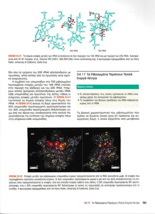 1 65 rRNA
ir!,i11.1 ic.+l ToorlueiueiloQriqUeToEuTovrRNAevroni(ovror oe60oneproX6groul65rRNAror pLoneptoXrl rou23SrRNA,Avonopo-
yerorono: M. M. Yusupov, et al., Sclence 292 (2001):883-896 lhttp://www.sciencemag.org]. H rptrrroyporpio nopoXrrlprl0rlre ono rov Harry
Noller, University of California, Santa Cruz.
66v 6Lo ro qrrlproro rou 23S rRNA oMqLenrdporiv pe
nprrrtetveg, oLi.d noMdg on5 rrg npcoreiVeg efuot q4err-
xd ovopydvoreg.
H ou;rBoL4 ro:v unopovddrov oro 70S prBooroprdrro
nepiloprBdver enorpdg ;reto(ri tou 165 rRNA (noLl,5g
orrlv neproXrl qg e[66poq) ror tou 23S rRNA. Yndp-
louv en(or1g oproprd,veg oMr;lenrdpdoerg gero[6 rRNA
xdOe unotrrov6doq rot npo:reivcirv qq dlJtqq, roOri:q rr
eLdXrmeq enoq6q ;rero[rj nporeivtirv. H EIK0NA 24.41
rouronore( ro oqpre(o enogrlg ndvro mrg 6o;169 rou
rRNA. H EIK0NA 24.42 ovoryer tr1 6o;rq (qowoorefue rqv
50S unopov66o neptorpoppSvrl optmep6mpogq Kor
qv 30S unopov66o neptorpo;r;rdvq 6e[t6orpoeo yti-
pro on6 tov 6(ovo nou uno6etxvUetot orrlv etr6vo) no-
pouord(owog r1v ew6ntoq tcov orlprefov enocp4g ndvto
orrlv enrgdvero rdOe unoprovd6og.
24.17 Io PrBootopdrro ileprdxouv noA d
Evepyd Kdvrpo
r 0t olLnLenLdpooeLq orrq onoleq epntr6reroL to rRNA e(vor
rp(orpo g6pog rrlg tretroupy(og rou ptpootrtgor[ou.
* To nep0otrtrov rov 06oeorv npoodeoqg rou IRNA ro0op((erot
ruplog on6 ro rRNA.
To Boorr<6 XopoKrnprfitr5 tou ptBootol-iot(ou nou
np6ner vo Ouprdror rove(g e(vor 6rL np6rettot yto ou-
vepyoru<r1 6oUn, n ono(o e(oprdtot on6 pretoBo).69
ElK$ilA 24,42 Enoq6q pero{rj rtov prpooropLr6v unopovodtov ruproq npoypotonoto0vtot ond ro RNA (etrov[(erot UtoB). 0t enoq6g nou
nepilogpovouv nptote[veg euov(ovroL r(rprveg. 0r duo unogovo6eq neptmp6qovrot gorpLo 11 pio on6 qv o]rtr4 onoro],Unrowoq Ttq ert-
rpdveeg dnou npoyporonorouvror or enorpdg: onrl 6vo en[ne6o enorprlg ro0ero oqv o06vq, t1 50S unopovodo neptorp6qetot 900 optme-
pdorpoQo, evtir 1 30S unopov60o nepLmp6qeror 900 6e[r60Tpoqo (r1 exdvo ug nopouotd(et oe owlorporpo npooovorotrtop6 ond to
ouvri0rl). H rptrlroypogro nopoXropl0rlre qno rov Harry Noller, University of California, Santa Cruz.
f4.1? To Prpoorr:porLo [ept51ouv tlotrtro Evepyo Kevrpo 701
23S rRNA
Boorrdg dworcg
-
i
 