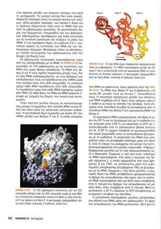 oilq ox6oerq Ueroqrl rov evepyci)v Kdwpov rnq Kord
rn Uerdepoon. To evepyd K6wpo 6ev e(vor ptr<pdg,
6tor<pn5g neproX5g 6nc,:g ro evepyd r6wpo rcov ev(U-
1.uov, oMd peydLeg neproXSg, trrlv ono(ov q 6opui r<or
ot dpdoerg e[oprcitwor 16oo qn6 ro rRNA 6oo ror
on6 rrg prBooropur6q nporeiveg. Ot xpuoroLlm6g do-
;r5g rolv [eloprmc0v unopovddov Kor rov Borcr4pro-
r<dlv prBooropor(otv npoorpri,pouv pto r<ol.r1 ew6notoq
yro rrl ouvolrrrl opydvcooq xor tov[(ouv ro p6].o rou
rRNA. H nro np5o<porn 6oUn, oe ovdLuoq 3.5 A, rou-
ronoe( ooepcbg lg ewon(oerq rov IRNA xot rrr:v Ler-
toupyrxd:v neprolcitv. Mnopotipre nl6ov vo e[r1yr1oou-
pe noLL6g ).etroupy(eg rov prBoorol-ror(rr:v on6 u1v
dno{.rr1 qg 6opqg roug.
Or prBooropur<69 Lemoupy(eg neptorpd<powor yUpco
on6 rlv otrl,rllenbpoorl Ue ro IRNA. H EIK0NA 24.43 no-
pouord(er ro 70S prBooroprdno Ue lq ewon(oerg rcov
IRNA ong rperg 06oerg np6o6eo4g. To IRNA oug 05-
oetg A ror P e[vor oXe65v nopdtrtrql.o ;rero[ri toug. Kor
to rp(o IRNA eu0uypopp((owor, Ue rouq Bp5Xoug rov
owxo6u<ov(cov rouq vo npoo66vowor oro mRNA ;r5oo
orqv orjloxo ndvot or4v 30S unopovd6o. To un6Lorno
rpritro r<dOe IRNA npooddvetor or4v 50S unopovd6o.
To neprB6Mov yripo on6 rdOe IRNA nopriXetor rup(rrlg
on6 rRNA. Ie r<d0e 06oq, ro rRNA r<or IRNA 5pXowor o'
enorprl toq rgqproro rnq 6opnq, nou yevrrd e(vor ouwrl-
pnuSvn.
'Htov ndwore ;rey6).o o(vry;ro vo rorovo{oouge
n6g prnope[ vo lopSoouv 6rio oyrcl6q IRNA ro rivo 6(-
nLq oro dMo r<ord qv ovdyvotoq yemovrr6v rco6txo-
vicov. H r<puoroMu<r1 6opr4 eprpov((er puo r<oprn4 45o oro
mRNA prero[ti tov O5oeov P ror A, 4 ono(o enmp6ner
Ell(0NA 24.43 To 70S prpootoluirto onoretrefror on6 r4v 50S
unogovo0o (oonpo) K00r Trlv 30S unogovddo (UoB) Ue rp(o IRNA
nou ewon((ovtor entqovetoxo: r[rprvo or4 06011 A, pntre oqv 06-
or1 P ror npdotvo orn eeon E. H rporoypotp(o nopoXtoprl0rlre ono
rov Harry Noller, University of California, Santa Cruz.
06oq A
d
Iumpoqr'1
I
,. r-i
r
t;'
.',
.i /',
' 3*
t;iI
,]
.,:, q:i-.r-
' ':j. +
EIK0NA 24.44 To tpio IRNA 6Xouv drorpopertrri npooovorotrrolrd
novo oro prpootrlgolo. To mRNA nepLmp6EeroL pero[u rov 06-
oetov P ror A enupenovrog 6ror oro ogrvooru),0-tRNA vo npoo-
66vovror oe 6rn)ovo rodrrrivro. H rporoyporp(o nopoXtop404xe
on6 rov Harry Noller, University of California, Santa Cruz.
oro IRNA vo eEdmowor, 6ntog cpo(veror orrlv qg ElK0-
NA 24.44. To IRNA ong 06oerg P r<or A Bp(or<owor un6
y<ov[o 26o pero[ri rouq Ue r<6wpo t' owrro6u<6vrd
roug. H orev6rep4 npooSyyrorl prero[ti rcov ore].er6v
rcov IRNA ougBo(ver oro 3'dr<po, 6nou on6Xouv g5).q 5
A (rdOero oq npoq ro en(ne6o r1g oel(6og). Aur6 enr-
rpSner orqv nemr6u<4 ol,uo(6o vo perorpdperor on5 ro
nemrdu).o-tRNA qg 05or1g P oro oUrvooKULotRNA rqg
05o49 A.
To oprwoorulotRNA evoo;rordlveror orn 05orl A pe-
oo rou EF-Tu ror ro (euydpoprd rou pe ro rro6x6vro e(-
vor ovoyro(o 6ore o EF-Tu vq u6polrioet to GTP r<or t'
oneleu0eprrr0e( on6 ro prBoorrl;rdtro (Bl,5ne Ev6rqta
24.10). O EF-Tu opXu<6 ronoOere( to ol.rwoorul,o-tRNA
orrl prrp4 unopov66o, 6nou ro owu<rrl6x6vto (euyoptr>
ver Ue ro rc,r6x6vto. H peror<tvr1on tou IRNA efvor ono-
pofuqr4 6ore vo ;rero<pepOe( o).6x),qpo ;rdoo orq 05oq
A, 6rov to 3'dr<po rou erodpXetor oro r6wpo rrlq nerrn-
6 ul,orpovorpepdoqq or4 peyo),q unopovd6o. YndpXouv
6to<popenr<d prowSLo yro ro n6g npoyporonoefuor qu-
q q 6repyoo(o. liprqovo pr' 6vo on6 oLnd, o).6r<L4po
ro IRNA neprorp6geror, 6ro1 6ore o oyr<rivog qg 6o-
prlg oXql:orog L, r'1 ono[o oX4pror[(erot on6 roug Bpo-
X(oveg D ror TIUC, vo UeroKrve(rot prSoo mo prBo-
oolpdrro, enmp6nowog oro Bpo{ovo TIUC vo (euyoprrl-
oer Ue ro rRNA. li;r<pcovo p' rlvo dtri.o ;row5Lo, n roo-
repx4 6oprl rou IRNA peroBdMeror Xorlorponot6wog
ro Bp61o rou owu<ro6u<ov(ou oov oppr6, evr.ri ro un6l,or-
no IRNA neptorpdqeror on6 pro 0rio4 6nou oropd(etor
orrlv 3'nleupd rou Bp6Xou rou owu<ro6u<ov(ou oe Uro
dMn 06on, 6nou oropd(eror orrlv 5'ntreupd. Merd rr;
peror6ntoq, o EF-Tu u6poL6er ro GTP enrp6nowog vo
ouvelrore( 11 o0vOeoq rou nemr6[ou.
H perot6nrorl nepil.oprBdver preydl.eq perorrvqoetg
ong 06oerq rcov IRNA pr6oo oro prBoocopdrto. To drpo
rou owu<co6rxov(ou rou IRNA perorrveftor -28 A on6 rr1
l
06on E
702 KEOAAAI0 24 MeToqpool
 