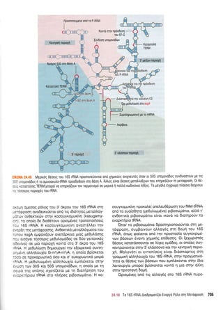 flposroteuUevo ond To P{RNA
I
(tl ltnl ti Kovr6 oqv npdodeon
-rou EF-G
Kewptxfl nepLolrl
IIvdeoq unogovddtov
I
:.:lr1 opeoog p6Log tou 3' dr<pou tou 165 rRNA mq
-::cepoorl ovodetKvUerqt on6 ttg t6r6qteg petol'l'oy-
-::Lrv ov0erttrorv mqv KooouYKopur<(vq (kasugamy-
: ^ ro ono(o 6e 6to06touv optoprdveq tpononotloetq
-:- 165 rRNA. H KooouyKoUUr(vr1 ovoot6L).et tqv
. .:clr1 rqq pretdgpooqg. Av0errtrd preroMdyUoro rou
-- .ou ksgA eprgov((ouv ovendpreto prtoq preOuLdoqq
-: r srodyet t5ooeptg ;reOutroprddeg oe 60o yetrovtt<5q
:Ii,,'[veq oe Uro neproX4 xowd oro 3' drpo tou 163
'r"A, H preOul.(too1 drlprtoupye[ qv e[otpettr<d ouwq-
:-*evl o).Lq).ou1(o 6-602A-m6zA, 11 ono(o Bp(or<etot
-:lc oe npoKopuortKd 6oo r<ot o' suKopuolrrr<d pLrpd
':'rA. H peOuLttopr6vrl ol'r;).ou1(o egnl'6xerot mqv
., *cl rov 30S rot 50S unopovd6cov, q ono(o pe r1
:..:o rqg en(or1q oXet((etot pe tr1 6tottlpnon rou
. . :crrrlpLou IRNA mo n).r1peg prBootl;rdtto. H xo-
3'gei(ov nepLoXrl
oouyr<opux(vq nporoLe( oneleu 05ptoon rou f Met-tRNAr
on6 ro euo(o04to (pe0ul.ttrlprSvo) ptBootoprdrto, oMd t'
ovOerrtrd ptBootogdtto e(vot tt<ovd vo dtornpoUv ro
evoprcr4pro tRNA.
'Orov ro ptBoo<,Dpdrto dpoorrlptonotoUwot orn Ue-
rdgpoorl, ougBotvouv oL).oy6q orrl 6opti rou 165
rRNA, 6nog eo(verqt on5 rrlv npocrroo[o ouyrexptpr6-
vtov Bdoeov 6vowt XnUKIiq en(Oeor1g. Ot (eloptor6g
06oetg Kqrordooowor oe Liyeg opddeg, ot ono(eg ouy-
rewpc0vowot orrlv 3'etrdooovo Kor rnv r<ewpxti nepro-
1q. MoLov6tt ot evron(oetg e(vot dtdonopreg otrl
ypoprpu<r1 otrrlLoufotou 165 rRNA, orrlv npoypronr<6-
rnro or 06oerg ttov Bdoeov nou epnldxowot orqv (6to
tretroupy(o prnope( Bp(orowot t<owd 11 ;rto orrlv dtr'q
finv rprroroyn 6oUn.
Optop6veq on6 rtg ol,oy6g mo 165 rRNA nupo-
ll lll
Bprjxoq
llllll ll lll I 2.
orn 06on A
Kotomotrn
0dor1
492 orn e6on A
TNV
Ue0utrfoon oro ksgl
-
IuuntrnpouoTtKo Ue To mRNA
-
AKp(pero
3'eldooov neproxn
: r ;i: MepLr6q 06oeLg rou 165 rRNA npoororeuovror ono Xrlgtro0g ovLyveur6g 6rov oL 50S unopovodeg ouvduooro0v pe rtg
:,: lnoUovodeg 1 ro optvoorutrotRNA npoodeQouv oU Oeon A. Atrtreg etvot 0eoetg perotrtro(eov nou enqpeo(ouv q peroqpool. 0t 05-
,. , <oroorotrflq TERM pnope( vo enlpeo(ouv rov repporLopo oe pepLro rt notrtro roDtxovto In[lS. To UeVotro SYXptlUo ntro[oto defivouv
- : eoosprq neptolSg rou rRNA.
J,.: 1= To 165 rRNA Aro6po;rori(er Evepyo Potro oq Merorppool 705
Korqorotrn
TERM
 