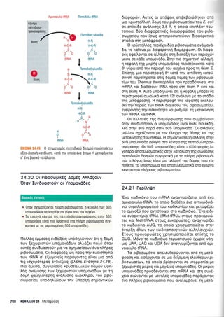 llemduho-tRNA
Ilemdtr1 oluoi6o
I
H.N
I
H.C.R
I
,C.
00I
r IRNA
I
V
flenldrxfl dtuo[6o
I
llemdml duo(60
I
H.N
I
H.C.R
iH
0" '11 '
H-i-nI
H ,C..
00'0It
IRNA IRNA
EIK0NA 24.4S 0 oXlgologog nenldxoU OeogoU npoUno0Srer
o[eo-Booxrl KoTotruon, K0T0 Trlv ono[o 6v0 dropo H UeTqqdpeTor
o' 6vo pooxo KoTotrorno.
24.2O Or PrBoourprKdq AopCq AAAd(ouv
'Orov luv6uooTo0v or Ynopov66€q
& '0r0v oXqpor((ovror ntr(pq pLpootol.rotto, 11 regotr1 rtllv 30S
unopovoDtr.rv neprorp6qerol yupo ono rov ouXrlvo.
* To evepy6 revrpo qg nenrrDutrorpovotpepoolq orrlv 50S
unopovodo elvot nro dpoortro oro ntrr1pr1 prpoorolrolo ouy-
rpurro ge rtq pepovrr:p6veq 50S unouovooeq.
l-1o).).59 Sprpreoeq evdei(etg uno6qtrtrrvouv 6tt q 6opq
rtov felcoptmtrlv unopovd6rov oL).d(er notrU 6rov
outdg ouv6uomoUv yro vo oXrlpor(oouv 6vo nqpeg
prBooroprduo. Or 6rogop5q crlq npoq rqv euoLo0qo[o
rrr.lv rRNA o' e[oyeve(g nopdyoweg e(voL 1-rto on6
rrg toXup6repeg ev6eferq (B].6ne Ev6rrlto 24.18).
llto dgeoo, ouyr<p(oerg r<pumoLLrr<cbv 6oprorv uQr;-
l.r1q ovdl.uonq rov [eXcoprorcbv unogovddtov pe 14
dopq logqL6reprlg ovdLuorlg o6r<).qpou tou ptBo-
orrr po-r[o u uno 6r1].rilvo uv rnv Un o p [r1 oq povrtr<rrrv
6rogopd:v. Aur5g or on6Qerg enrBeBorcb0qrov cm6
1.rro xpumoMrxrl 6opu1 rou prBooropot(ou rov E. coli
oe en(ne6o ov6Luoqg 3.5 A, q ono(q enrnAsov rqu-
'ronore( 6Uo 6ro<popelr<69 dropropgcioerq rou prBo-
o<r: gor(ou nou (o<.r:g owrnpoo0Jne6ouv dto<popefl r<d
orddro orq prerdqpoo'r1.
O xpUoroMoq nepr6Xet 6rio prBoorr:prdno ovd govd-
6o, ro xo06vo pre 6rorpopenx{ 6ropr6p<ptooq. Or 6ro<po-
p6g ogefi.owor oe oMoydg orq 6tdto[r1 rov neproloiv
p6oo oe rdOe unogovd6o. Irrlv nro o41.rowu<ri otroyri,
q regotrr] rnq UrKpriq unoprovd6og neprorp6geror rotd
6" yfprrr on6 rqv neproXri"rou ou16vo npoq rn 0dor1 E.
En[or1g, Uro neprorporp{ 6" r<ord qv ow(Oerr1 xote6-
0uvoq noporrlpefuot orrg 6o;159 6ogdg rrov ptBoorol.ro-
ilrov rou Thermus thermophilus nou npoo66vowor oro
mRNA Kqt 6ro06rouv IRNA 16oo orrl 06oq P 5oo r<ot
orrl 05oq A, Aur6 unodqlc0ver 6n q regoAq pnope( vo
neprorpoqe( ouvoAxd r<ord 'l2o ovd),oyo pe ro orddro
rqq gerdrppoonq. H neprorpogrlrqq xego).r1q oxotrou-
Oei qv nope(o rov IRNA 6rop6oou rou prBoorotrlo{ou,
eye(powog rqv nt0ov6r4to vo puOpr((er q perox(v4oq
tov mRNA ror IRNA.
Or oll.oy6g r4g 6ropr6pqoonq nou ouprBo(vouv
6rov ouvduomotiv ot unoprovd6eq e(vor notr0 nro 5164-
treg orqv 30S nopd ornv 50S unoprovddo. Or oMoy6g
;rdMov oXet((owor Ue rov 6leyXo rqg 06oqg Kor rnq
perox(vqoqg rou mRNA. H oqpowrx6repq oMoyrl orqv
50S unogovd6o o<popd oro r<6wpo rqg nemrdul,orpov-
oEepdoqq. Ot 50S unopovd6eg e[vor -1000 <pop6q ].t-
y6repo onoreLeoporu<5q crrlv rordLuoq qq oUv0eoqq
nemr6u<ri:v 6eopuiv ouyr<prxd pe to nLtjprl pgooopd-
rro: o tr6yog (oog e[vor 1.uo oMoyrlqg 6opr1g nou ro-
noOere( to un6orpopro nro onotetreoportrd oro evepy6
r6wpo rou nLrlpouq ptBoorr:1.ror(ou.
24.21 llepiAnQn
'Evq rodx6vro rou mRNA ovoyvrrlp((etor on6 6vo
o1-uvooxulo-tRNA, ro ono(o 6rq06tsr 6vo owu<ro6rr6-
vro ouprnlqpcoporrx6 rou rol6u<ov(ou r<ot peroq5per
ro oprwolrl nou owrororXe( oro xodrx6vro. 'Evo er6r-
r<6 evopr,crjpro IRNA (fMet-tRNAt orouq npor<opuri:-
req Kor Met-tRNAi orouq europuciteg) ovoyvrop[(er
ro rodrK6vro AUG, ro ono(o XprlorUonorefuor orrqv
6vopEn 6trcov rrov r<o6 r rono rqrrxcilv oLLrlLo uXrrriv.
Itoug nporopucirteq Xpnorgonore(ror en[or1g ro
GUG. M6vo rq Ko6rK6vrq repgoloUo0 (Xrop(q v6r1-
;ro) UAA, UAG ror UGA 6ev ovoyvopi(owor on6 opr-
voorui.o-tRNA.
To prBooroprdlo oneleuOepcivowor on6 q pretd-
gpoon xor ero6plowor oe Uro 6e[opevrl e].eU0epov pr-
Booropor(crlv, ro ono(o Bp(or<owor oe rooppon(o ge
[epopror6g pur<p5g xor geyd].eg unopovd6eg. Ot trru<p6g
unopovd6eg npoo65vowor oro mRNA r<ot mq ouv6-
Xeto evc0vowor trre peydLeg unopovd6eq nopdyowog
6vo nl,rlpeq ptBooroprdrto nou ovoLopBdver q prerd-
708 KEOA Al0 24 Merdqpoorl
&Bdon
Boorxdg euvoreg
 