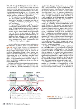 v4q on6 -55 Scog +20. To oqpre(o oro ono[o q RNA no-
Lupepdorl.6pXeror oe dpeorl enoqrj Ue rov unoxl4rrl
rquronororiwor Ue rponono(qor1 rrlg reyyu<rjg rnq ono-
t0n<oor1 g, 1p4 orprono uirwog owr6 poonl pro no u rpono-
notoUv ouyrerptpr6veg Bdoerg oro orjprnl,or<o RNA
noLuprepdo4g-unor<rvqri. Me ouq qv npooriyyron, ro
ne(po;ro ;rnope( vo ercrel,eore( ge 6tio rp6noug:
o To DNA pnope( vo rpononotrlOef nprv npoodeOe( 4
RNA nol,upepdorl. Ie ourrl qv nep(nrooq, ov 11
rponono(qo4 egnod(oer qv np6odeoq r4g RNA no-
).upepdoqg, rouronomfuor trlo Bdo4 6nou q enoErj
efuor onopofurlq.
o To o0unLor<o RNA notru;repdoqg-DNA pnope( vo
rpononor4Oe(, on6te ro np6runo rov npoororeu-
pr6vrov (alvcbv ouyr<p(verot ge ro ovr(morxo rou
eLerlOepou DNA r<ot rou 1-trl rpononorqpr6vou oup-
nl6xou. Kdnoreg (6veg e(ogov((owor, rouronor6v-
rog 6tor 06cerg ottg ono(eg ro 6v(upro rlXer
npoororeUoer rov unoKtvrlfi on6 tponono(r1or1. iL-
Leq (6veg 6Xouv ou[r1pr6vq 6woor1, towonorciwog
O5oerg orrg ono(eg to DNA np6na vo 6roqpr10e( oe
1.rro orepeo6op4 mqv ono(o e(vor neproo6repo
erre0erp6vo orov nopdyowo n5Qqg.
Aurdg ot otri,oy5q or4v euoroOqo[o onord].utfov r1
yeolprerp(o rou oupnL6rou, 6ncog ouvotp((eror orqv El-
K0l,lA 19.22 yro 5vo runx6 unorrv4rri. Or neprol5g oro -
35 ror oro -10 nepr6Xouv to neproo6tepo on5 -ro
o4pe(o enorpfg yro ro 6v(upo. MSoo oe our6g trg ne-
proXdg, or (6teg oprd6eg O5oeov re[vouv'16oo v' ono-
rp5nouv rrlv np5o6eon qv 61ouv nporlyoug6vrog
tpononot4Oe( 6oo xor ov eprrpov((ouv ou[qpdvrl ri prer-
cr:pdvq euoro04o[o orrlv rpoTronoirlorl trrerd rqv np6o-
6eoq. To orlpefo enogqg 6e oupn(nrouv n],ripog pre
O5oerg prero,trtrd(eov: ouprBo(vouv ndwcog orrlv (6ro ne-
proproprdv4 neproX4.
A[r(er vo orlpreuoOe( 6rt or (6reg 06oeLq oe 6rorpopen-
roUg unoxlqr5g nopdXouv noMd on6 ro orlpre(o eno-
rpr'19, 6oro Kr qv rl Bdoq nou Bpioreror oe Uro ouyKe-
xprpr6vr1 06oq 6rog5per. Aur6 unodrlAdrvet 6n undpler
rivog r<otv6g ;rr1Xovtotrr6g yro rnv np6o6eo4 qg RNA
noLuprepdoqg, nop6rr 11 ow(6pooq 6ev e(optdror on6
r1v nopouo(o ouyrerprprSvrov Bdoeov oe optopr6vo on5
ro orlpre[o enoqrjg. Aw6 ro ;row5].o e[4ye( yror( xd-
noro on6 ro o4pe(o eno<pr1g 6ev e(vor 06oerg peroMd-
[errlv. Enrn].6ov, 6e Bp(or<erot r<dOe prerd].],o(r1 oe
oqpe(o enorp{g: or preroMd(erg ;rnope( vo enrlped(ouv
q yettovu<q neproXrl 1o:p(g mqv npoygolr6rnro vq
Splowor o' eno<pri pre ro 5v(upro.
E[vor r6ro[repo orlpowx6 6n ro nepdproro nou oKo-
LouOo0v q orporrlyrxrl rng npo-rpononoqorlg rouro-
nororiv Odoetg or4v (6to nepropl Trou npoorore[eror
on6 ro 5v(upro Svowt enqK6Lou0qg rponono(qor1g. Au-
rd to 60o nepdgoro perporiv 6ro<poperu<d npdyproro.
H npo-ponono(r1oq ovoyvop((er dleg ttg O5oerg nou
npdner v' ovoyvcop(oer ro 6v(upro yro vo npoodeOe( oro
DNA. To netpdgoro npooroo(og ovoyvrop((ouv 6Leg rg
O5oerq nou npdygort Splowor o' eno<pq oro 6rprep5g
otipnloro. Ot npooroteu;r5veg 06oerg nepil.oprBdvouv
6leg ug 06oerg ovoyvc0proqq r<or peprrdg enrnpdoOereg
05oerg, yeyov6g nou uno6rlLtiver 6rr ro 5v(upro npcbto
ovoyvcop[(et puo oprd6o Bdoecov onopo(r4tov yro rnv
"npooye(oon) Tou Kr Snemo enercrefuet ro oqpe(o eno-
grlg rou o' enrnp6oOereg Bdoetg.
H neproXrlrou DNA nou e(vor (eruLrypdvq oro 6rpe-
p6g oUpn).oxo prnope( vo rouronorlOe( d;reoo pe Bdon
rrq Xqpu<5q oMoy6g orq 6ro0eo4-r6tr1rd qg. 'Orov 6ro-
lcoprororiv or x.trri:vor rou DNA, or o(euydpcoreq Bdoerg
yfuowor eud.troreg oe owtdpoorrlpro nou 6e prnopotiv
vq rrq npooeyy(oouv or4 6rntr4 5Lu<o. T6roto neLpd;roro
nepiloprBdvouv 06oerg pero[ri -9 xoL +3 orrlv opXu<r] ov-
ildpooq rri[nq. I-r'qur6 11 neproXrl nou [eru]lyeror rord
rqv 6vop[4 neprAopBdver ro 6elr6 dxpo rrlg oMq].ou-
X(oq -10 ru ercre(veror pr6Xpt pr6).rg prerd r4v oEerlp(o.
Av r<orrd[oupre rpro6tdmoro ro orlpre(o enocprlq
qvodrKd rqg oLLr'1louX(oq -10 dronrmrirvoupe 6tr Bpi-
oKowor 6Lo orq puo nLeupd rou DNA. Aur6 <pofveror
oro xdrcrr Srdypogpo qg Eu<6vog 19.22, oto ono(o ro
EIKSNA 19.U2 Mto ntreupo rou unoxtvlrrl nepL6Xer
to orlpe(o enoqlg yro ro RNA.
Atrtrr1trouX(o -35
t
ALtrnlouxio -1 0
J+ t,I, ,1. l.
I lt^,t+Iitl, I K06rKoIornrtK{iq
t Ktrtivoq
lxxxxllu.IffiKtrdlvog erpoyeio
To neprooorepo orlge(o enoqlq pploxovror oq gto ntreupo rou DNA
Tpononouloerq nou egno0[(ouv r1v npdodeorl qg RNA notrugepoorlg
06oerg rinou 1 RNA notrugepoorl npoororeuet ond qv rpononoiqorl
l4ero),tro(erg nou xoropyouv 11 perdlvouv qv evepyriqro rou un0Krvlrr1
J
+
0
ti
ililil1
528 KEOAAAI0 19 Meroyporprl oroug l-lpoxoputilreg
 