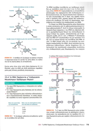 H
a:.1:,.:.::.:: HC
,C .C
lll
Zuvn9 (e(ty Bdotov oe dleg Trq Odoslq To IRNA ouvn9oq ouw[Oewor alq npd6popeq ofrrf
6eg pre fip6oeero uAu<6 oro dvo 4 xor ro 5fo titlpo
-roug. Irqv EIKONA 25.6 nopouord(owor or enmp6o0ereg
otr4i.ouXieg nou oqoporiwor on6 ouvduoopotig w-
dovo u r<.tr eol.uru<cilv r<or ef ovo u t<.),eoLurtrciv 6 p6oeov.
To rp(o vourLeo{6ro oro 3' drcpo, nou oXe66v ndwq
e(vor q rptntrSro CCA, prepu<5q qop6q 6ev rto6tronot-
ofwot oro yovr6(copro. Ie ow5g ttg neptmcioetq, npo-
or(Oewor oro ntro(oro rqq ene!,epyoo(oq tou IRNA.
To S'dr<po rou IRNA drlpuoupyefuor p5otrl dtdonooqg
11 ono(o r<orol(erot qn6 ro ptBovourtreonpcoteivtr6 6v-
(upro ptBovouxhedo4 P. Aw6 to dv(upro ovoyvop(et r1
ogoprxrl 6oprq q4(trrorog L rou IRNA xot u6poLUer erdt-
xd ro groogodreorepu<6 6eqr6 nou onel,euOepcivet to
cbprpro S'drpo rou ;.top[ou, xototro(nowoq Uto 5'-Qo-
oqopx4 opr66o. Zto E. coli, q RNAdo4 P onotelefuot
on6 6vq RNA 377 voux..eott6(cov Kot Uto nptotetvrl 17.5
kD, evri ro evepy6 xSwpo qg ouw(Oetot on6 RNA. /n
vitro, ro RNA prnope( p6vo tou vo r<otolfer tr1v ow(-
6pooq ene(epyoo(og tou IRNA. (Aur6 onoreLe( 5vo no-
pddery;ro p$oev(l1tou; BLSne Keqdl,oto 23.) H
l,enoupy[o qg nporreivrr<r1 g unopovddog ouv(motot
mr1 mo0epono(4or1 prog dropr6pqoonq tou evepyori
To npddpogo tRNA neprdXet erurpdoeereq 5'roL 3'q),trnloux(eq
Ev6ovoudedo1
To 3'oxpo tfrotrrDi(eror
-N. H.
"0
ll
-r tc -6 -N
til
'H_N.ffi
I
H
* [ouov[wl
:CH
?
 tdKXopo
cH"
ouooKrtrn
nc{h+20..
IdKXoPo 0
H.N,H
,Mrou"''n"rsft,*:! .

IoKXopo
t;;,.:li,;: i_t 1,1*:: lr !i:,.J1,,:,.t:t ri.C.Jt: .iit.j :::..,,:i ,1aai, 7.1.:;. tilr::1.r.C':,::ii
H
un 'rC 'n ..0
{. "., ,'Y Y
/t-fr-r-r...0
roKxopo r...n_n,.d.._r
n
*,[.-r-i -,'u),n
t" ).0Kx0p0
- 'r ..,, r. .l r H ooroOeto oro (euyoprrrlro rov pooeolv enttp6ner
ro oXlpolopo (euytirv G-U UeroE[ Uq tpiqg pooqq rou xodtro-
v(ou rot qg nptlqq poolq rou ovlrtobrrovlou.
(owor ;rdvo 6rov orrlv rp(-r1 06oq Bpior<erot G rq U.
0o16oo, p6vo ro UGG rot AUG onoteLoUv nopo6ery-
Uoro Uroq rdrorog provodu<r1 g ovoyvrrrprorl g. ffi
ITo
5',
3'dKpo DroofldTor
25.4 lo IRNA llop6yowor
MeyoA0repov np66poUov
U' EneEepyooio
Mopitrlv
+ 'Evo rirprUo IRNA dlproupye[ror p' ene[epyooio evog npddpo-
l.rou lrop[ou.
* To 5'orpo 0qptoupyeirot ptlotrl dtoonooqg ono rrlv ev0ovou-
rtreooq RNAoort P.
" To 3'orpo drlgtoupyeuot geoo notrtrontr6v evdovourtreotrul-
r6v rt e(orvourtreotrulrtiv Droonooeorv, ttg ono(eg orotrou-
Oet 1 npooOlq rou rorvo0 repprolro0 rprvourtreortd(ou CCA.
**;1 *tii';':t ?iy;rs *i* E+fl ,-*i_q) rtl *vc'lv,*f i(eiti, c
""i,t,;ri *rix*5iit*,:icx 6{1! t3":l i;C! r0! (iraid;ic!
To s'dKpo Droondror
Ev6ovourtreoorl
(RNdon P) *
ffi
5',3',
tlpoor(0erot CCA
3''Ev(uuo(o)
fl npoo0rlrrlq
5'I rou 3'drpou
EIK0NA 25.5 To (euydporlro xtrl6lrov(ou-ovlrodrrovtou eprntr6-
ret qv ooro0eto orrlv rptq 06o4.
,. . To 3' orpo rou IRNA dqproupye[ror prioo ovldpo-
oetov erro;.ri1g (ev6ovourtreotrurrrdv) ror ilotrrdiouoToq (e(orvou-
rtreotrurtr6v), nou orotrouOouvror ono qv npooOflr1 CCA ro 5'
orpo dqproupye(ror peotr.r luog orprgoug evdovour<),eotrulrqg Dro-
0n00rlq.
U
C
A
G
An G
G Uovo
U Uovo
cnu
?i.;i To tRNA I-lopoyovror p' Ene[epyoo(o lVleyotrurepov tlpoDpol.u,.rv ["lo0l,-:', 719
Boorxfg eworeg
 