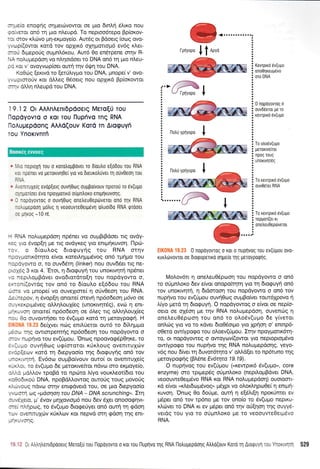 : ^Joro enoglq onpercovowor oe pro drnArq dtrrro nou
j 1.,,'rror ond q prLo nLeupd. To neproodtepo Bp(or<ov-
:trr orov r<ovo prq-er<pioye(o. Aur6g oL Bdoetg (or,rg ovo-
.,ropi(owor r<otd tov opXrr6 olqpotropr6 evdg xLer-
:.or-i 6Lpepo[g oupnLdr<ou. Aw6 0o enSrpene orqv R-
', - .rouprepooq vo n).rloLdoer to DNA on6 14 pro ntreu-
- r (or v' ovcryviop(oer ourr; rqv dQrl tou DNA.
(o0rig [errvd ro (erritrLypro tou DNA, ;rnopef v' ovo-
.*pLoro[v r<or dtr].eg O5oetg nou opXrr<d Bp(orowot
--',, oMrl nl.eupd tou DNA.
| 9.1 2 Or AAAnAenr6pdoerq Mero(U rou
llopdyovro o Kor rou llupfivo Tnq RNA
IloAupepdonq AA deouv KoTd Tn Aroguyfi
TOU YnOKIVNTfi
n ','.0 n00t0Xl rou o rorotroppovet ro dtoutro e(o6ou rou RNA
.r. lrprnrr vo perouvl0el ylo vo dteurotruver q o[v0eo1 rou
t.i
. - ,.nTUXe[q evop[erg ouvq0tog ouppo[vouv nporou ro ev(upo
,,i-porlorr evo npoygortro o0gntroro enLprlruvolg.
" I .opoyovroq o ouvnOoq onetreu0epdrveror ono qv RNA
:,,tpepoo1 potrtq q veoouvre0elpdvq otruo(60 RNA tptooet
:: plxog -'10 nt.
- rA noLupepdoq np6neL vo ouprBrBdoer rrg ovdy-
..: !'ro dvop[q pe rtg ovdyxeq yro enrprnruvon. l-1pco-
-: , o 6(ouLoq Sroguyqg rou RNA ornv
--:iuolx6rqto e(vot r<oreArlprpr6vog on6 rprlpo tou
-r:ryowo o, ro ouv66rq (linker) nou ouv6Set rtq ne-
- r ,.3Q 3 r<or 4. 'Eror, 11 6to<puyr1 rou unoKtvrlrl np5net
: .oorloprBdver ovodLo-rdro(q rou nopdyowo o,
.- cri(owdq rov on6 ro d(outro e[66ou tou RNA
- -t vo prnope( vo ouvexrore( 4 otlv0eoq tou RNA.
' : - .3oov, q 6vop[r1 onone[ orevq np6o6eor1 p6vo oe
- -. <a<prpdveg oMq).ouX(eg (unor<tvr1r5g), evcb q enr-
--,-;ol onotre( np6o6eor; oe dreg Ttq oMrlLouXieg
- - - :o ouvowrloer to 5v(upo Kord tq preroypogtl. H
6e(Xvet nurg enil.Uetot out6 to 6il.qprpro
-.r* rlq owtorpemrlq np6o6eor1 tou nopdyowo o
- :, rupqvo rou ev(Upou. Oncog npoovogSp0lKe, ro
. --ic ouvrl0og u<p(ororor r<rirLoug oventtuXtov
- ::ieov xord q 6Lepyoo[o r4g 6to<puy4g on6 tov
--:..'rlll. Ev6oto oupBo(vouv outo( ot oventruXe(g
. -- ' :., ro dv(upro 6e perorrvekor ndv<o oro expoye(o,
: -' : -oMov rpoBd ro npdlto ).tyo vour<i,eor(6ro tou
. :::5Lr<oU DNA, npoBdl).owog ouroUg roug provo6g
. -- ,o,Jq novco orqv enrgdverd rou, oe pto dtepyoo(o
-:rrl orq <paoqoq tou DNA - DNA scrunching". Ztn
r- ,.
'.aro.
p' 6vov prrlXovtopr6 nou 6ev SXer onooorp4vr-
, . .r.r1pcog, to 6v(upo dro<peUyer on6 ouq q <pdor1
--, r','enrruxov r<rjr<.trrrlv r<ot nepvd orrl rpdorl Tnq ent-
_ -'- ,
rplyopo
I f novo
ww@w
",:1lk!'> / --*ru I
i U rpnvopo *
: ^m.:@E
i ,*oypnyopo I
i ^d!%'
:*-Ef*eB
! n*rypnyopo I
i#@r....... I
To revrprxri 6v(ugo
repgorl(er rr
oneheu0ep6veror
EIK0NA 19.23 0 nopdyowoq o ror o nuprlvoq rou ev(ilgou ovo-
ruxtrtirvovror oe dtorpopenro oqpeio qg Ueruypoqnq.
Molov6rt q oneLeu0Spoorl rou nopdyowo o on6
to o0pmtroro 6ev e(vor onopokrlrrl yto q 6roguyi on6
tov unorwqr], 11 drdoroorl tou nopdyowo o on6 tov
nuprlvo rou ev(titrrou ouvrlOoq ouprBo(ver rout5lpovo 11
Lryo perd rq 6roquyrl. O nopdyowog o e(vor oe nep(o-
oero or o16o4 pre qv RNA nolupepdoq, ouvencig 11
oneLeuO6pcoon rou on6 ro oLo6v(u;ro 6e y(verot
onL6g yro vo ro xdver 6ro06otpro yrq Xp{on o' enrnp6-
o0ero owlypoqo rou otroev(riprou. Irqv npoy;rorr6q-
ro, ot nopdyoweq o owoyrov((owol yro neproproptdvo
owfuporpo rou nupfvo qg RNA noLuprepdo4q, yeyo-
v6g nou 6(ver q 6uvot6rqro v' oMd[er ro npSruno t4g
peroyporp4g (BI6ne Ev1trTra 1 9.1 9).
O nuprlvoq tou ev(6;rou (<,xewpx6 tiv(upto", core
enzyme) cro rprprep6g oriprntroxo (nepd.o;tBdvet DNA,
veoouweOery6vo RNA r<or RNA noLuprepdor;) ouorool-
rd e(vor "x.l.et6ofr5vog"
pr6Xpr vo o).oxlr1po0e( 11 enrprl-
KUVon. 'On<oq 0o 6oripre, outl 11 e[6].t(q npor0met ev
;rdper on6 rov rp6no Ue rov ono(o ro 6v(upro neprKu-
xl6ver to DNA ru ev p6per on6'rqv of[non qg ouyyd-
verdg rou yro ro orl;rntroro Ue ro veoouwe0ettrr6vo
RNA.
KevTprKo 6v(uUo
ono0lreupevo
oro DNA
0 nopdyovroq o
ouv06eroL pe ro
revrprxd 6v(upo
To otrodv(upo
perorrve[ror
npog Touq
unorLvlr6g
To revrptxrl ev(u;ro
ouv06ret RNA
3.rtr,rltrenrdpooergMero[0rou[lopoyovrooKorToutluprlvorrlqRNAtlotruUepoonqAtrtro(ouvKoroqAroquyl:0i-'.].,.,-.- 529
Booxfg eworeg
a
 
