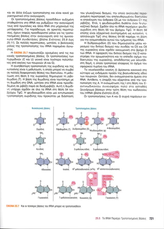 Kor oe dMo 6v(u;ro rponono(qoqg ror e(vor r<ow6 Xo-
porrrl pronr6 orrlv ovoyvd:ptoq.
Or rpononot4p5veq Bdoerg npoo6(6ouv ou(r1p5v4
oro0ep6qro oro IRNA ror puO;r((ouv qv ovoyvcilptorj
roug on6 npolreiveg ror dMo RNA oro prllovroprd qg
petdgpooqg. l-ro nopd6erypo, oe oprerdg neptnrdr-
oetg, 61ouv oorpcig npoodroprore( p6i.or yro nq rpoflo-
nor4pr6veg Bdoerg mqv ovoyv6proq on6 rrq oprvoo-
xuAo-tRNA ouvOerdoeg (Bldne Ev6tryeq 25.9 6o9
25.11).Ie noM6g neprm6oerg, roo16oo, o BroLoyrx6g
p6),og tqq rponono(r1onq rou IRNA nopog5ver dyvo:-
sroq.
H EIK0NA 25.7 nopouord(er opropdveg on6 tq nro
xow6q rpononor4;rdveg Bdoerg. Or tpononor1oag rrrlv
nuptptdrvcbv (C r<or U) yevrrd e(vor fuy6repo nol,rjn).o-
xeg on6 erefueg t<ov noupwcbv (A r<ot G).
H ouv406orepq rponono(qon rnq oupr6(v4g Kot rrlq
rutoo[vr1g elvor q pre0u)r(rrloq, q ono(o ;rnope( vo ouprBe(
oe notrl,5g 6ro<poperu<69 O5oerg rou 6olctu).[ou. H peOu-
tr(roor1 or4 06oq 5 r4g oupor<fi.r1q 6qpuoupye( q prBo-
0upu6(vq 0. H Fdon qg 0upu6(vr1g e(vor row5or;prq pre
rr1 0upr6ivq oro DNA, oor6oo oro IRNA e(vor npoo6e-
6ep6vr1 oe prB6(rlnopd oe 6eo(uprB6(q. Awri 4 0upu6(-
vq undplet qXe66v oe 6l.o ro IRNA arq 05o4 54 tou
pp6Xou TqrC. H rfeudooupr6(vq efvor 1.uo ewunootoxr;
rponono(r1oq ouprd(vqg nou nporUnrer pe drdonooq
rou yLur<o(nrxoU 6eoproU, rrlv onotc c<3:.:-:a -:::.
propr6vr; neprorpogrl rou oneLeu0rpc0Us,,,o- 51.-:-, : _
xr enov6voo4 rou dvOpor<o C5 pe rov ovOpci<: l' -:
ptF6(rlS.'Etot, q ql,reudooupr6(vr1 6lo0ereL evov I'r-. r.,.
r<o(ttu<d 6eopr6. I1e66v 6).o ro IRNA neprdXouv q,er5.-
oupr6(vr1 mr1 06oq 55 rou Bp61ou fqJC. H 05o1 56
en(or1g e(vor e[orperrr<d ouwrlprlprdvrl oq xuroo[vqt 1
o).).4Lou1(o TQC mrg 06oetg 54-56 nopSXet rr1 Boorl
yto rrlv ovolloro0eo(o ouroU rou rpr4potoq rou tRNA.
H drudpoouprd(vq (D) nou 6rlpLoupye(tor p5oco r<o-
peoproti tou 6Lnl.oU 5eo;roU nou ouv66er ro C5 xoL C6
qg oupor<fi.r1q e(vot oxe66v ou<oupevrrq oro Bp61o D
rotv IRNA. H ogo(peoq rou 6Ln).ori deoproU qg D xoto-
orpSqer rnv opopolr<6qto ror ro en(ne6o oXqpro rou
6or<ruL(ou qg oupor<il.qq, ono6(6owoq ULo oouvq0L-
orrl 6opq, q ono(o tpononore( e).orpptrtg to o"1r1po tou
o<porpu<oU nuprlvo rou IRNA.
To vour<Leoo[6ro tvoo(vq (l) Bp(or<eror rovovu<d oro
x0rropo og ev6rdpeoo npoi6v r1g Broouv0etu<r1g o6ori
rotv nOuprvtr-rv. Om6oo, 6ev evOotl.iotrbve-rOr dpeoo mO
RNA. Aw(0ero, 11 6nop[r1 rou efoprdror ond rnv rpo-
nono(4o4 qg A. H evocogdtooq qq I orr; 06o11 rou 5'-
ov-rrrot6tr<ov(ou ouvero<p6pet no).ri oro ooro06g
(euydpopro Bdoe<lv oqv rp(q 05or; tou r<codtxov(ou
rou mRNA (B,l.dne Evorrlro 25.6).
Ot rpononorqoetq rov A r<oL G oupd nopdyouv rv-
Tponrniririuive_t $ciueit
00
H
H
Prpo0ugtdivrl g1 Atudpooupr0irtr (D),l,.rOoorp16rvn
(q.r)
4-0ttooupt0[vrl
0uotohoyrdg pdoeLg
0
,lt
Hl{cffi0H
o'ffi'
0uprdivrl
NH,
t'
,'@;
KurtD[vr1
NH,
I
HN -ctc-Nrt
A 11 )cH
,HN'"lt1-u-N'
.
-'-Y3l
( ntH-ciiocf
. -lFl Cli.iir1C:.
H^ o :l ;;'"";"r I Lh; I
g5 -c-6-N., i*-'tr-
H / ,ll )bH ;r.-, . J )H
2HN'u1r],-u-N/ l/x1,'"' -11'zHN'
Iouovoofu1 7-ge0utroyouovoo[v1 Krouoorvrl(0) touoioo(vr1 (Y)
Kor or reooeprg pooerg rou tRNA pnope( vo rpononorl0ouv.
2S.5 To IRNA lleprdXer TpononoqgSveg Booerg 721
N--:il,
xloC-6-t',t.
nd=*..8-N)bn
UeOutrodevootvn(m6R; trt6
 