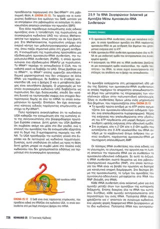 npoo6{ivovror nopoyoytKd oro SectRNASec oq prBo-
orrrpxq 05o4 A {EiK0NA 25.12}. To oplo(o Kor or euKo-
pucbreq 6ro06rouv 5vo og6Loyo rou SelB, toor6oo yro
vo enmpdQouv oro prBooro;rdno vo erooydyer q oetrq-
voxuorefvr1 onomo[v enrn].6ov rrlv npoteivrl SBP2.
'Evo dMo nopdderypro evoropdrtoorlg ev6g er6u<ori
ol.uvof6og e(vor q ronoO5rqoq qg nupoLuolvqg oe
ouyrerpr;r5vo rodrr6vro UAG rou y6vouq Methano-
sarcina rcov opXo[rov, 6ncog en(oqg Kqr oe ].ryo Borcrr1-
pro. Iro Methanosarclna, nupol,uo[v4 undpXer oro
evepy6 r6wpo rcov geOulorpovogepoocirv pre0uLopr(-
w1g, 6nou nof(er oqprowtr6 p6],o orrl plpur<r1 ow(6po-
or1. H evotol.rdrcoorlr4g nupol,uo(vqg npo0no06rer pro
e[erdrreup6vr1 o;uvooru].otRNA ouv0erdo4, rrlv nu-
poLuoul,otRNA ouv0erdo4 (PylRS), q ono(o oprvoo-
r<uLrc0ver 5vo efer6u<eup6vo tRNAPyl pe nupoLuo(v4.
To tRNAPvr nepdler ro owrxro6rr6vro S'-CUA, fiou ro
Kq0ror6 xov6 vo 6roBd(er to UAG. 'Onorg
Bp60qr<e yro
ro tRNASec, ro tRNAPvr en[oqg eprgov[(er oouvq0tmo
6oprrd XopqKrnprorrrd nou 6ev undplouv oe dl'l.o
IRNA: yro nopdderypro, 6e 6ro06rer ro moOep5 vou-
x.l.eor(6ro U8, evc0 o Bp61og D ror o peroBAqr6g Bp6-
Xog efuor oouvqOtoro Bpole(q. O prr;lovropr6q Ue rov
ono(o ouyrer<pr1.r6vo rodrr6vro UAG droBd(owor oq
nupoLuofurl 6ev SXer 6rol,eurov0e(, enet6rl 6ev rot6-
orq 6uvor6 vo rouronorqOe( oogrilg 6vo ororXe[o beu-
reporoyorlg SoUnq oe 6Lo rq mRNA ro ono(o evoo-
porcbvouv ro opuvo{ri. Enrn}.5ov, 6ev 61er ovoyvopr-
me( rdnorog er6rx6g nopdyovrog enrprp<uvoqg trre
or6Xo ro Pyl-tRNAeu.
i1o),6 np6ogorq qvoKo^.rig0qr<e 6n ro rodrx6vro
UGA ro0op((er rrlv evoopdrolor; e(re qg ruore(vqg ei
re rrlq oei.qvorume'lvqq mo B].egopt6og6po npcor6-
(ao Euplotes crassus. Arrn Xprion rou UGA Bp60rp<e
6l ouprBofver or6;rq ror pr5oo oro (6ro yov(6ro, evril q
enti.oyrl rou oprwo[rlog nou 0o evocol.rorcoOe( e[optdror
on6 rr1 5op{ rqg 3'-oprerdcppoorqg nepropig rou mR-
NA. To UGA npoodtop(er qv r<uorefv4 yevu<d cro Eu-
p/ofes ror 6e Aenoupye( crlg xrodrr6vro teppoloproti.
Iuvenc0g, ow6 uno64Lriver 6rr er6x4 rog npog 14 06o11
6rrq Xprloq prnope[ vo ouprBe( pr6oo oro n].o[oro ev6g
rodxov(ou nou 6ev Xcnorpoflorekor erddMrrlg yro rep-
prorropr6 oro ouyKeKprp6vo opyovrop6.
npood6ver mRNA
f lX&N,q :;"1t 0 SelB e(vor evog nopoyovrog enrprlruvorlg, nou
npoo66ver etdrrd oro tRNASec 6vo rodrr6vlo UGA, ro onolo oxo-
trou0e(ror ono pro 6opr1 oretreXouq-ppoXou oro mRNA.
726 KEOAAAI0 25 0 levelrog K66u<og
25.9 To IRNA Zeuyopdrvouv ErAerrrrd pe
AprvoE6q Mdoro AprvooruAo-tRNA
Iuv0erootirv
* 0r optvoor<utrotRNA ouvOerooeg e(voL 1uo orroy6veto ev---
Uov, r0 ono[o npoo0rlvouv olrrvo[rlo oro IRNA nopoyovi:,
o;.uvooru),otRNA oe pro ovr6poo1 6uo pqporov nou Xprl-
gonore( evepyero ono ro ATP.
* Ko0e ogrvoorutro{RNA ouvOerool optvoorutruiver otro ro :r.
NA oe pto loo6exrlrq opoOo nou ovlnpooorneuer dvo oul.,e.
xprpdvo oluvo[u
u H ovoyvtirprorl rou IRNA ono lg IRNA ouv0erooeg Boor(e::
0e Uro ouyKeKptpevl ogoDo vourtreol0[rrlv, Trlv (opo00 TC--
rorqrog,, rou tRNA, ro ono(o ouXvo ouyrevrp6vovroL : -
ot6treXog rou onod6rrrl ror ro pp6Xo rou ovrlrodxov(ou
To optvo[6o etod,plowot orn Uerogpoorrxq o6o ;,:
otrl rnq dpoorlg rov oUrvooKUIo-tRNA ouv0erooc,
or ono(eg nop6louv to onopoLrrlro onorodrr<onorr..-
16 Bqpo nou perorpriner rrq nlrlporpop(eq rov vo--
r).eivrr<rov o[5crrv mqv no].unenrLdrr<r1 o].q].o u Xi :
Otreg or ouvOerdoeg 6pouv pr6oor ev6g Bnxovrofrc-
6[o Bqpdrov, nou nopouord(mor ofllv f i{*iiir r: :.]
o To otuvoErj npoto owLdpd pe to ATP on6re oXqu:-
t((eroL 5vo ollrvoorul.o-o6evuLrr<d ev6rdpeoo ncc-
i6v, evur one).eu Oepoveror n u poqoo<prr-lprr<d. M d,c c :
r1g evdpyerog nou oneleu0epurveror orrlv udpoi.--
oq rou ATP noyr6eferot un6 Uopgn 6eopoli ;rrx.:-
ovudp(q ut{lnlnq ev6pyetog orrlv o6evu).u<r1 oproE:
o Irn ouvdxero, e(re | 2'-OH e(re 11 3'-OH o;ro6o r.c-
ewon((owor oro 3'-A76 vour<.treor[6ro rou IRNA c.-
rL6pd pe to xopBovu).tr<6 dropro dvOpor<o rou *.-
r<roU ovudp(rr1, nopdyowoq oprvooKu).o-tRNA *:
row6Xpov4 one).eu06,prooq AMP.
OL r5ooeptg IRNA ouv0etdoeg nou e(voL er6rxrig 1',:
rq y).outopr(v4, to yLoutol.ur<6, trlv opyrv(v4 rot rq Luc.-
v4 onoLroriv rlv nopouo(o IRNA yro vq ouvOdoouv r:
ol.rLvoorulo-odevuLtr<6 ev6Ldpeoo. Ze ourd ro dv(uprc
4 IRNA ouvOerdorl oomd 0eope(tor rog 6vo prBovo"-
xLeonpoteivrr<6 ootl-rot[dto (RNP), oro ono(o }.error..rc-
y(o rou RNA e(vor vo Boq0d tr1v npore'tvr1 vo 6torr1pa.
1-uo r<oroi.urtxd enopr<q 6roprdpgooq. Iro deUrepo Bn-
po rrlq oprvoor<uLirr;orlq, ro rUnpo rou o;-rLvo(5og ro-
o1-rrvooru).o-o6evu).tr<oU gero<p6peror oto RNA ro"
RNP (6't).o6n, oro IRNA).
Kd0e IRNA ouvOerdorl e(vor ex).ercrtrr1 pr6vo yLo dvc
opttvo(ri pero[ti 6].otv rrrtv oprLvol5orv rnq KUTroprKf c
5e[opevr1g. En(or1q 6tor<p(veL 6].o ro tRNA rou Kurrc-
pou. Iuvrl0rog, r<dOe opLvo(0 owrnpoooJneUeror onc
neproo6tepo rou ev6g tRNA. I-loLLon).d tRNA (ocr-rc
lperd(owot yro v' onowotiv oe ouvrovul.ro r<ro6rrdvLc
evri prepu<dq eopdq 6rocpopelr<d IRNA (euyoprbvouv ;.-rs
to (6Lo xo6Lx6vto. lloL).qn^.d tRNA nou owrnpoot.rJ-
Boorxeg eworeg
 