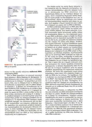 'Ev(ugo
neproXn
ogrvo[6og
lleproXli tRNA
[ieoLo vn
Aip H ouv0eroorl nePLdXet
3 neptoxdg npdodeonq
fl "-H-C-NH" Y
-u- l
O-U.U
 -o-p=o
DU-T=U
+
AEevocivti
To opwo[t rot ro
ATP oplgori(ouv
opwooruLo-AMP
To tRNA npoo06veror
To tRNA tDoprriverut
Ue ouwo[ri
n
H-C-NH2
c"t+B:.'0-H r
G,f 0
S Aoevootvrl
R
I
H-C-NH
I
QDtro
'u
lCS
{
EIK0NA 25.13 MLo optvoorutrotRNA ouv0etdorl entqop{(et to
IRNA pe 6vo oluvo(ti.
neriouv ro (6to optvoqf KoloUwot loodeKrlKd IRNA
(isoaccepting IRNA).
'OLo rq IRNA eprgov((ouv u1v rovovtrrl tpttotoyri
6oUn qfriUotog L (Bldne Keqdtroto 24, MetdEpao4), To
IRNA 6rnldrvetot t<otd t6toto rp6no c0ote to cr6LeXoq-
ono65r,cr1q Kor ro or6^exoq T vo q(4Uor(ouv 1"tto ouvo-
(ovrrui orriLrl, evdt to ar6lexoq D rot to or6leXoq tou
qwKo6txov(ou vo qXq;roil(ouv pro((tov xdOeto BpoX(o-
vo oX4prorog L. O Bp61oq tou qwtrodtxov(ou Kot ro
drpo-onob6rcqq CCA tono0etoUwot oe ow(0eto dxpo
rou 1-rop(ou rot onSlouv nep[nou 40 A. H otpotptrcl ne-
ptoXrl rou oppoti rou IRNA, q ono[o ouv6Set rrq 60o r<d-
Oereg orr1l,eg, onorctre(tot on6 to 9p6Xo D, to Bp6Xo T,
ro ;retoBtrqt6 Bpo{ovo rt 6vo dtoorrltrrorr6 tptlpto 60o
voux.treort6(rov preto[ti rou oreMXoug-ono6drctq Kot rou
oretr61oug D. To neptoo6tepo IRNA nepdXouv ;rxp5q
geroBLrlrsg nepto16g, nou onote^,o0wot on6 5vo Bp6-
Xo 4-5 vouxLeortd(ov, evc0 eldXtoreq too6emtr6g opt6-
6eg e;rqov((ouv 6vo ;reyol0tepo pretoBtr4t5 BpoX(ovo,
nou oupnepiloprBdvet 6vo (euyoptogSvo (6(xl'tovo) o16-
LeXog, ro ono(o npoe(51et on6 6vo otpotptx6 nupfvo.
To xorv6 oxnpo L t<ov IRNA e(vot 0eprel,tdr6eg yto rqv
oLl.ql,en(6pooq 6l,tov ttov IRNA Ue rouq nopdyoweg
enrprlruvorlg rot to ptBootoptdtto.
Iro nLo(oto owr;g rqg r<otvqg 6opnq oXipcroq l-
nou evtq4detot on6 rrlv nopouo(o ouvrrlprlpdvtrlv tpr
toroycbv oMrlLent6pdoeov pt6oo crro ogotpx6 nuprl-
vo, or oLtrrllouX(eq rou IRNA onoxtr[vouv mtg
neptoo6tspeg O5oetg Kqt rov teoodptov Bp6ltov tou
proplou. Auri 11 notxt),6rr1to drlptoupye[ ].em6g dtogo-
p6g orn yov(o peto[ti trov 6Uo BpoXt6vov tou L t<ot, to
or11.rowtr6tepo, odqye( oe nopoNoy5g orqv nope(o
rou notruvouxtreor6txoU oxel,erorj xotd pr4xoq rou po-
p(ou. Aufi orprBdrg q 6opxrl notril.6tqto e(vot 11 Bdorl
yro q Srdxptorlrov ;rop(<ov on6 ng IRNA ouv0etdoeq.
Ot IRNA ouv0etdoeg 6torp(vouv to IRNA p6oo 6tio
yevrxcOv prrlXovto;uilv: dpeo1 @irect) t<ot 61tpeor7 avd-
W@o4 @direct readout). Etrlv dpeoq ovdyvtoo4, to 6v-
(upro ovoyvtop((er dpreoo Lettoupytt<5q oprddeq et6tr6g
yr.o ouyKeKprp6veg Bdoerq-n.X. 6vo entgovetor6 opttvo-
[rj puog IRNA ouvOfidoqg pnope( vo 5eX0e[ 6vo 6eopr6
u6poy6vou on6 rrlv e[orux].tr<ri oprwopddo rqg youov(-
vnq Gnv N2 qg G), pto oprd6o qg eLdooovog otitrot<og
nou 6ev undpXet ortq dLLeg tpetg Bdoerg, Aw(0ero,
orrlv 6;rpeorl ovdyvoorl, to 6v(upro npoo66vetot d;reoo
oe pq etdu<d rprlporo tou IRNA, ro ooKxopoogooqopt-
16 oreLer6 rot gr1 et6xd tprr]goto ttov vourtreortdxrbv
Bdoeu:v. l-to nopd6etypto, oll,rlLouX(eq oro pretoBLrlr6
Bpo(ovo r<ot ro Bpol(ovo D ev6g IRNA prnope( vo 6qgt-
oupyrjoouv 1.uo t6to(tepq entrpdveto, ouprnlrlpoprotrr{
pr6vo ge qv ow(orotXrl IRNA ouv0etdorl rot rop[o d],-
lq. Kot' our6v tov tp6no, voux.treoil6to to ono(o on6-
louv on6 q 6tdcpooq ev(UproutRNA 6rlprtoupyorjv ;tto
6o;ui drdqoonq nou ge r4 oepd r4g npooS6vetot dge-
oo. T6oo n dueon 6oo rot q 5prpreo4 ovdyvtoo4 ouvti-
0tog trettoupyotiv cno ntro(oto oprotBo(og enoy6pevqg
npooopproyrlg: ot oMoy6q dropr6prptoorlq t6oo oro tR-
NA 6oo Kot ro 6v(upro ouptBo(vouv prerd qv opXtrrl
np6odeorl oXq;rot((owoq 6vo nopoytoyx6 xototrurtx6
ofgntroro. Kot oroug 66o pqlovtopotig ou;yd en(or1g
oullper6Xouv pr6pto vepo6 orrlv entrpdveto enoqfg ge-
ro[ti tou IRNA ror rou ev(Ugou. l-to nopd6ety;ro, 5tov
q ouvOerdorl tou yl,outol.ttvul'o-tRNA (GlnRS) npoo66-
ver ro tRNAGrn, 60o neptol6q tou ev(Uprou neptorp6rpov-
ror rl pto oe oX5or1 Ue rnv dlLr1. Tout6Xpovo, to 3'-
pov6x).rovo drpo xot o Bp6Xoq tou owtxtodtrov(ou tou
IRNA uE[orowot onpowtr6g oMoy6g 6topr6prpoorlg oe
oriyxpro'q pe ttg unoOerx5q 6opr6q rouq orn Un ouv6e-
6epr5vr1 r<otdoroorl.
Ie noLtr5q neptntc0oetg, ot xo0optor6g tou IRNA
nou e(vot ovoyxo(ot yto er6trcrl ovoyvdrptoq ewon(owot
oro drpo rou pop(ou, 6r1Lo6n crro or0reXog-ono65rt4
Kor ro Pp5Xo tou owtrodtrov(ou. Yndplouv oor6oo
nopo6efuproro qro ono(o to vourtreot6to rou rptroro-
yoUg nuprivo nop6louv to orlpoto tout6t4rog. 'Evo
dMo xow6 vourtreot(dto toutono(r1or1g e(vot n *pdon
6rdr<ptor19" ("discriminator-base") orrl 05or1 73 tou tR-
NA, 11 ono[o ewon((erot oprSoog 5'qq 3'-re].tt<{q qI n-
l,ouX(og CCA. E(vil ev6tocp5pov 6tt q otrLrlLouX(o owt-
rro6u<ov(ou rou IRNA 6ev e(vot ovoyxoortxd onopofu4-
rn yro rnv ovoyvcirpto4 et6trriv IRNA ouvOetoociv. l-evt-
r<d, 11 oprdSo tour6ultog rou IRNA e(vot tdtofuep4 yto
rdOe IRNA ouvOerdoq.
25.9 To IRNA Zeuyoptirvouv Er),exnrd pe ApLvo[60 M6oro AgwoorutrotRNA luv0eroodtv 727
 