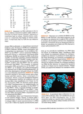 Apwooxu),0- tRNA ouvOerdotg
Tdqn I Td[n ll
EIK0NA 25.14 AroXoptopog rov IRNA ouv0er0o6v oe d0o Td-
[erg, nou otoo5rouv onor]retmtxd opotpo(eg oU66eq UoTiBov otr-
)rnlouxtdrv rot 6optrd evepytiv neptoXtitv. Irlgetdtvetot 11
reroprotoynq 6oprl rou ev(upou. tlol)ron)to( 6e(xreg unodet-
xvoouv ofl 4 retoptoroyrlq doun dtotp6pet oe nox0rouq opYuvt-
oUouq. H retoprotoyrlg 6o911 qq PyIRS 6ev 6Xet xo0optore[
oorptirg.
ydvereq IRNA ouvOetoooiv, ot neptoo6rcpor opyovtol.to(
dto06rouv g6vo 18 6v(upro. H GnIRS Kot rl ooilopoYtvu-
tro-tRNA ouv0etdorl (AsnRS) tunrd onouotd(ouv on6
ro penepr6pto rov opYovto;rc0v. l-to vo ouv06oouv Gln-
lRfrlfiotn Kqr AsntRNAA"n, ouro( ot opYovtouo( dto06touv
[eX<oprmd 6v(upro trr' evepy6rrlto y],ouroputro{RNA
ouvOerdoqg (GluRS) Kot oonopruLo-tRNA ouvOetdoqg
(AspRS), to ono(o 6ev epgov((ouv xov6rlto dtdrptorlq
(nondiscriminating-ND). H GIuRSND ouv06tet 16oo Glu-
tRNAGru 5oo rot pepxdrg oxutrttopt6vo Glu-tRNAGrn, evr6 4
AspRSND ouv06ret 16oo AsptRNAA"p 600 rot peptrcig
oxuluol.uivo Asp-tRNAA"n. Itrl ouv61eto, to peptxcOg
orulrcopdvo IRNA ;retotp6nowot oe GlntRNAGrn 6q1
Asn-tRNAA'n pre q opdorlq Utoq oprt6orpovotpepdoqg
nou e[optdtot on6 to IRNA (amidotransferase-AdT). Ot
AdTs e(vot o[tooqpre(<oro noLupreprl 6v(upro nou 6ro05-
rouv rperq 6ror<pm6g evepy6qteg (ElK0l'lA 25.15)' flprirro
nopdyouv opr;rorv(o o' 6vo evepy6 x6wpo pr6oco onog(-
6ooqq ev6g 66q o(tirou, 6noq 11 yLoutopr(vq 4 r1
oonopoy(vq.'Enstto, 11 oprprcov(o pretog6petot 6to;t6oo u
ev6g evdoptoptorori 6to[].ou rot ovo6tletot on6 pto
deUrcpq 05or1, 6nou npoo66vetot oro 3'-drpo tou trd-
0og or<uLuo1l6vou IRNA. Iro de0repo evepy6 x5wpo,
pro rrvdorl y-gtrrotpopuLttilvet rqv r<opBo[u]'oprd6o rrlg
ni.eupu<r1q oLuofdog rou ogwo[6oq oro Glu-tRNAGh n
ro AsptRNAA'n. T6Log, q oprpov(o ercron(et ro Qooqo-
prr6, g4qpror((owoq Gln{RNAGrn ri AsntRNAA'n. Yndp-
louv [eXcoptordg oroydveeq AdT nou enevepYoUv rot
sro 6Uo Ld0og orultorp6vo IRNA n neptop((owot pt6vo
sro oxrlUorropt6 Gl n-tRNAGr".
Or ouv0erdoeq rd(nq I r<ot ll 6tor<p[vowot lemoupyt-
xd on6 oprerSg on6q.retg. [lptirtov, ro 5v(upo tdfiqq I
ol.rlooxullc0vouv ro IRNA or4 2'-OH e6on qg A76, evcir
ro 5v(upro rd[qg ll yevtrd opttvoot<utrtcilvouv to IRNA
arnv 3'-OH. H 05on qg opXtxrlg ogwooruL(trloqq q(eil-
tBNAGrn
>-Gru.tRNAcrnKGlu + ATP Gln + ATP
tRNAAsn Asn-tRNAAsn
y-Asp-tRNAAsnN
Asp + ATP Asn+ ATP Asp
EIK0NA 25.15 Mryovrogo(yto rn ouvOeon GlntRNAGln xqt Asn-
tRNAAsn. Ie xdOe nepinroorl, 11 dvto nope[o unodexvUet qv odti
ev6q Bnporoq nou rotqluerot on6 q oupponxn IRNA ouv0etdol.
0t xor6repeg o0o( Dtlo Bnpdttov onovroUv moug neptoodrepoug
opyovroporjg. Anoretrouwot ono pto pr1 dteurptvtortxrl IRNA ouv-
Oerdor1, nou orotrou0e(rot onri rq 6poor1 ev6g tRNA-e[opr6pevou
ev(rjpou opt6orpovorpepoons (AdT).
(eror ge tqv roteUOuvo4 np6odeonq rou IRNA ndvo
oro 6v(u;ro. Ot ouv0etdoeg t6[r1g I npoo6Svouv IRNA
orrlv nl,eupd rqq eldooovog otiLor<oq tou oretr61oug-
qno66Krn rot onoro6v to pov6xl,tovo 3'-rel,x6 drpo vo
61et 6opuj <poupr<6tog yto xotdMqtrrl owtnopd0eoq pe
to opwo(ri ror to ATP cro evepy6 r<6wpo (EIK0NA 25.16).
Aw(0ero, ot ouvOetdoeq td[qg ll npoo66vowot orrlv
nleupd t4g pre((ovog orilorog tou oreMXouq-ono66tc4
rou IRNA rqt 6ev onomoUv vo oxnportare( goupr6to
peto[ri tou 3'-dxpou Kot rou evepyoti t<6wpou. Yndplet
en(onq Uto Unxovtorxrl 6rogopd nou np6ogoto ovoKo-
, 0r xpuorotrtrLrdg 6op6q unodetrvuouv ort ot opl-
voorutrotRNA ouv0erooeq ro(nq I rot ll npoodtlvovrot orlg ovr[-
0ereq oQetq rorv tRNA unoorptlportov T0uq. To tRNA
onerrovl(erot epuOpo rot 1 npotelvrl ruovrl. H tporoypotpto nopo-
Xopn0lre ono tov Dino Moras, lnstitute of Genetics and Mo ecular
and Cellular Biology (IGBMC).
Asn
Asp
Ser
His
Lys
Thr
Pro
Phe
Ala
Glv
Sep
Pvl
Gln (o)
Glu (o)
Arg (o)
Lys (o)
Val (o)
lle (o)
Leu (o)
N4et (0,02)
Cys (0, o2)
Tyr (02)
Trp (02)
(oz)
(q2)
(oz)
(oz)
(oz)
(oz)
(oz)
(0, oz0z)
(qz, o+)
(oz, oz9z)
(0, )
(?)
Gln + ATP
Asn + ATP
J*.1& 0L A;rrvoorutrotRNA luv0erdoeq Kororoooovrotoe Auo OLxoYsveLec 729
 