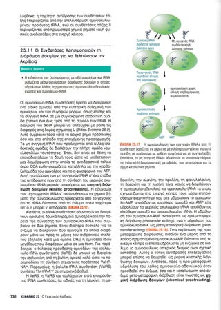 ).0q0r1re: 11 roXUqro ow(6pooqq tcov ouvOetoocilv rd-
(qq I neprop((*ot on6 rrlv onetreuO6pcoon optvoorufuco-
pSvou npoi5wog IRNA, ev6 or ouv0etdoeg tdEnq ll
neprop((owor on6 npoql6repo Xrlpur<6 Bqgoro Kq/n eu-
orr6g ovo6rord(erq oro evepyd xdwpo.
25.1 I Or Euv0erdo€q Xpnorponoro0v Tn
Ar6p0oon Aorrpitov yro vo BeArrdoouv rnv
ArpiBero
r H er6xriuru rou (euyoptirlroroq uero[0 ogLvo[6ov roL IRNA
pu0gi(eroL p6orrl ovndpooeov 6r6p0too1q 6orq[ov ot ono(eg
u6potrtiouv trd0oq oxnUottop6veg optvooxutro-odevu)txdg
ev6oeLg roL oluvooxutrotRNA.
Or oprwoor<utrotRNA ouv0etdoeg np6net vo 6toxp[vouv
6vo er6u<6 opuvo[ri on6 rrlv rurroprr( 6e(opevrl tov
oprwof6tov Kot rov ouvorpdrv prop(tov, 6nog en(,cr1g rot
to ouyyevrl IRNA oe prcl ouyKeKprprdq toodererxrl opd-
6o (runtrd 5vo 6ro9 rp(o) on6 to otlvotro tcr:v IRNA. H
Srdrproq rou IRNA prnope[ vo enmeul0e( ge Bdoq ng
6rogop6q ong 6op5g oXrlprotog L (BMne Ev6tqra 25.9).
Aur6 ou;rBo(ver t6oo r<otd to opXx6 Bf go np6o6eoqg
6oo xqr mo en(ne6o rrlg enoy6gevnq npoooppoyiq.
To prl ouyyevrl IRNA nou npo6pXowor on6 dtrtreg too-
6erctx6g oprd6eg 6e 6ro06touv rqv ntuipq oprd6o vou-
r.l.eol6(rov rout6rrltog. 'Eror, 6ev efuor oe 05or1 vo
enovodtord[ouv rrl 6opr( roug c0ore vq utoOetjoouv
puo 6rop6prpoon ornv ono(o to owt6poortr6 telu<6
drpo CCA eu0uypoprpr[(etor r<otdLtrr1tro Ue rnv xopBo-
[u].opd6o tou ogwof6oq Kot ro o-gooeoptK6 tou ATP.
Autq 11 on6ppr{.rr1rov Un ouyyevd:v IRNA o' dvo ord6to
qg ow[6pooqg nprv on6 rr1 orJv0eoq tou pepmrig ot<u-
Luog6vou IRNA prepu<69 ovog5petor og rtv4nx{ 6l6p-
0roo4 6orrp(ov (kinetic proofreading). H o6uvo;t(o
rtov Un ou1ryevc0v IRNA v' oxolou0rloouv to Xqprxd Brl-
Uoro rnq oploorutr[oo4g npo6plerot qn6 to yeyov6g
6rr ro IRNA dr(ororot on6 to Sv(upo notrU toX[tepo
on' 6,rr pnope( v' owt6pdoet (EIK0NA 25.17).
Aw(Oero, or IRNA ouvOerdoeg o6uvotoUv vo dror<p(-
vouv oproptdvo 6opxd nop6ptoto oprtvo(6o rotd r1v no-
pe(o rrlq o[vOeoqg rov oUtvooKu].otRNA nou oup-
Bo(ver oe 6rio Brlpoto. E(vor r6tofuepo d0orotro Yto ro
6v(upro vo 6tot<p(vouv 60o opuvo[6o ro onofo 6tog6-
pouv pr6vo oq npoq to prrjr<og tou ovOpot<tt<of ordr.e-
to0 (6ql,o6ri rord pro opd6o CHr) ti optvo(6o (6tou
prey60ouq nou droqdpouv ;t6vo oe Uto 06oq. Fto nopd-
6ery;ro, o 06l,oro9 np5odeo4g optvo(5tov rqg tooleu-
xutrotRNA ouv0er6orlg (lleRS) 6e prnope( vo 6tot<p[vet
rqv rooLeurfrn1 on6 rr1 Bofuvn opretd rol.d c6me vo no-
pepno6(oer 14 o0v0eor1 orlprowxrlg noo6rrltog ValtR-
NArr". llopopo(cog, q Bo].utrotRNA ouvOetdorl ffalRS)
ouv06rer Thr-tRNAVar oe orlpowx6 Po0U6.
H lleRS, 11 VaIRS r<ot toutrdXrorov emd entnp6o0e-
reg IRNA ouvOerdoeg (or erdu<69 yro q treurfur1, rrl Ue-
730 KEOMAI0 25 0 [everxdq Kti:Otxoq
To ouyyevdq tRNA
nupo0oreI otr],oyn
rnl dtoutjprpoon
Autvoorutr[toon Xop[q
qtrtroyn orn droprlprpoorl
oumo(ver opyd
Aprvooxutr[oor1
oulrBoiver yprlyopo
EIK0NA 25.17 H oprvoorutr(roorl Tov ouyyevtirv tRNAs on6 q
ouvOetdoq pooi(eror ev g6peL oe peyotrUtepl ouyy6veto yto outd
ro ei6q, oe ouvduoo;rd pe ooOevrl ouyydvero yLo p1 ouyyevrl e(6q.
Enrntr6ov, ro gr1 ouyyevrl tRNAs oOuvototiv vo unooro[v ntrtlpoq
ng induced-fit 0rogoprptorr6g peropotr6q, nou onououvrot Yto T0
6rfrpo rorotrunxd prlporo.
Oetov(vr1, qv oLov[r4, qv npo].(vt'1, q gowu],o],ov(vr1,
q Opeov[vr1 r<ot q truo(vr1) efvot txov6g vo 6top0cbvouv
r' ol.rwooruLo-o6evuLtxd Kot oUtvooKUl,o-tRNA ro ono[o
oX4goil(owor mo evepyd rdwpo toug ;16oro entnp6-
oOerov evepyorrltov nou efue u6potr0ouv ro ol.ltvooKu-
).o-AMP onod[dowog el,erjOepo oprwo[ti xor AMP efue
udpotrtiouv to preptrcbg orul.urrpdvo IRNA ono6(6owog
eLeU0epo oprwo(rj ror onoorutruop6vo IRNA. H u6p6tru-
orl rou otrrwoot<ul,o-AMP ovo<pdperot oS rpo-peragopt-
xr1 6t6p0ao4 (pretransfer editing), evdr q u6p6l'uol1 rou
ol.rwoorulo-tRNA tog usra-peraEoptxfl 6Ldp0uo4 @ost-
transfer editing) (EIK0NA 25.18). Ir4v nep(mooq'rnq npo-
pretogopu<r|g 6t6p0too4q, nt0ov6v 6vo pdpog qn6 ro
).dOog olqpotroprdvo ol.twoorulo-AMP 6(orotot on6 to
evepy5 r<6wpo n 6nemo u6potrrietot gq ev(uprtrd oe 6rd-
Lupo (o oprwoor<uLrx6g eorepx6g 6eop6g e(vot qXenxd
omo0rlg). Aut6g o rUnog ow(6poor1q ene[epyoo(og
;rnope[ en(oqq vo 0ecopr1Oe( oq Uopeli rrvrlnxrlg 6t6p-
Orooqg 6orrp(cov. Aw(0eto, 16oo 11 npo-pretogoptxtl
udp6uor1 rou Ld0og ol.uvoorulo-o6evutrtro0 6tov
npoodeOe[ oro 6v(upro, 6oo t<ot 4 roro].u6prevr1 on6 6v-
(upro preto-perogogxri 6r6p0oor1 e(vot yvoor6q oq Xq-
prx{ 6rrip0too4 doxrltitov (chemical proofreading).
ouvbderqr opyd
Boorxeg eworeg
 