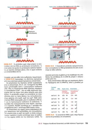Ayproq nlnoq: ro xodxd,vto UUG 6tq0d(erfl qnd rc Leu-tRNA
AUG HH8
UM
Aouv0errrd [er0uoypo: ro rodtrovto UAG repUo((et
_-:-
-
Ai,picq ruiroq: ro rodtrovto GGA dtopo(eroL ono ro Gri-:i',:
,-.r*
ILeu
w
UAG
Arjn 880
i:^i.
,rd
IGlv
13 nopoyoutoq
W onetreu0epurons
I ^radIArg
Korumolttxn uetdllo{n: otrtrd(et ro ovrLxtodtxovto tou Tyr-tRNA
AUC UAA
Ell(0NA 25.21 0t petotrtrd{erg Xop(q vonUo Uropotlv v0 K0T0-
orolOorjv ond 5vo IRNA Ue Uer0,tr0Yp6vo ovrtroldtrdvto, ro
oro[o erooyer 6vo outvoEr] oto Uer0II0YU6vo xtootrovto II0pdYov-
roq uro nporetvl oh6rhnpou p4rouq, onou ro opxtxti xordtroLno
Leu owrroromoOqre on6 Tyr.
rqyopieg, Uro yto r<d0e t6no x<o6tt<ov(ou repportopo6.
H EIK0NA 25.23 neprypd<pet ttg rdt5rlteg optopSvtov
on6 ro u g rotrrite po Xopoicn p toU5vo u g r<otooroLe(9.
Or rotoorotre(q rou rlLer,cpou (amber suppressors)
e(vor or onl.orjorepot. Iro E. col/, toutrdltorov 6[t IRNA
6Xouv ;retotrLoX0e( c0me v' ovoyvtr:p((ouv rco6tr6vto
UAG. 'OLq tq xoroorqlru<6 IRNA rlLercpou nepdlouv
ro owtrto6tr6vto CUAe, TIou ot rdOe nep(moon npo-
5pXeror on6 tov 6ypto ttino tr-r5oo oMoy4g prtog pr6vo
Fdonq. H pretdMo[r1 gnope[ vo ewon((etot oe onot-
odrlnote on6 ttg tpetg Bdoetq rou owtK<o6tt<ov(ou,
6ncog go[vetot oro supD, supE rot supF. Kd0e Kqro-
orotrnr6 IRNA ovoyvtop((et pr6vo to rcodtx6vto UAG ov-
r( yro ro npoqyoUprevo xto6tr6vto ({ ro6tr6vto)' T'
oprwo(6o nou evoopor6vowot e(vot oep(w1, yLoutopri-
vq 4 rupoo(vn, 6nlo6n tout6orlpo pe r' oprtvo(6o nou
petotp6powot on6 t' ow(orotlo IRNA dyptou nlnou.
Or rorooroleig qq 6Xpog (ochre suppressors) en(-
oqq nponimouv on6 pretoMd[etq oro owtt<to6x6vto.
Ifto yvooro( efvot ot supO rot supG, ot ono(ot evoogo-
r6vouv rupoo(vr1 rl Luo[vr1 ow(orotXo npoq ro xto6tr6-
vrq rnq 6Xpoq (UAA) xot tou r1lertpou (UAG). To
Knrooioi.fi: ro AGA 0to9d(etot ond ro perotrtroyu6vo Gly{RNA
EIK0NA 25.22 H dtoouv0ertxn Uerdhho[n npoygotonote[tot,
orov ro ovnrodxdvto rou IRNA perdrtrdooerot 6ro 6ore vo owt-
ororXel oe ]roOoq xodtr6vto.
yeyov6g out6 e(vot ouprBot6 Ue rnv np6p^e$n qg un6-
Oeonq tr1q ocrd0etog 6tt to UAA 6e prnope( v' ovoYvo-
prore( pSvo rou.
'Evog r<otootol6og UGA SXer pro onp6oprevrl t6r6t1-
to. flpo5plerot on6 to tRNATrp, oIId n ;rovo6rni pre-
[eveuxdg
rtinog IRNA Ayptog tunoq Koromol6og
supD (su1)
sr.ipE (su2)
supF (su3)
supC (su4)
Ko6trdvro/ Avrtrodrxdvto/
owtxrodtrdvto xrodtxdvro
Ser UCG Ser CUA UAG
UAG
AUC
AGA UAA
UCU
A
UUA UAG
A
UUA UAG
A
UCA UGG
Lys
Trp
c
UAU Tyr
c
UAU Tyr
Gln
Tyr
Tyr
CAG Gln CUA UAG
CUA UAG
A
GsupG (suS) Lys
supU (su7) Trp
ElK0l,lA 25.23 To rorqorotrffio tRNAs xtop(q v6nuq 6nuLoup-
youvror on6 perotrtro[etg oto ovrtrodxdvto.
Auouv0erLxrl: ro AGA dtopo(etoL ono ro Arg{RNA
25.13 YndpXouv Aouv0euro[ Kotoototre(g yto Kd0e Kodtr6vto Tepuottouou 733
AUG
 