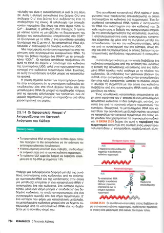 tdMo[n rou e[vor 11 owu<otdoroo4 A ow( G mq 06o4
24. Autrl rl oLloyrj owu<oOrord 5vo (erJyoq G-U mo
m5Lelog D pr' 6vo (eUyog A-U, ou[dvowog dror t4
oro0ep6qto qg 5Lu<og. H oMql,ouXfo rou owu<<odr-
rov(ou nopop5ver (6ro 6ncog Kcu. orov dypro rrJno, C-
CAe. Iuvencbg, q perdMo[q oro or5],e1og D npdnet
pe xdnoro tp6no vo preroBdMer q 6ropr6peool.l rou
Bp61ou rou qwKodtxov(ou, ennpSnowog mo CCAe
vo (euyoprilver pe ro UGA p' 6vo oouvq0toro ooroOdg
(euydpopo qg C pre rrlv A. To r<oroorotrru<6 IRNA e[o-
r<oLou0e( v' ovoyvrrlp(er ro oUvq0eg ro6x6vro UGG.
Mro nopegqeprlg rordoroon nopqrrlpe[ror or4v ne-
p(mtoo4 ev6g ouyrexprpr6vou euKopuoJlKorj IRNA. To
rlnop rou Bodtori nepr6ler tivo tRNASer pe ro owtrtodr-
r6vro ,CCA+. Or rov6veg ootdOerog npoBl,6nouv 6rr
out6 ro IRNA 0o 6npene v' owrororxe( oro rco6u<6vto
rnq rpumoedvqg UGG, oMd orrlv npoyponr6rrlro ov-
rtororle( oro xor6rr6vro repponoUori UGA. Iuvendlg,
oe ourj rlv rordoroo4 ro UGA prnope( vo roroor6Me-
ror guou<d.
H yevu<q orlpoo(o ourc0v rov noporrlpqoecov 6,yxer-
ror orrlv enroqpovo4 6n 11 ovoyvrilproq xo:6xov(ou-ov-
rrro6rxov(ou e(re mo IRNA dyprou rUnou e[te mo
peroMoyprdvo IRNA 6e pnope( vo npoBLeq0e( nl4prrrg
on6 ng oXeuxdg oMqlouX(eg ro:v rprnLerriv, evri oe
pepx6g neprmtrloerg prnope( vo enqped(eror on6 dMo
XopoKrn proru<d tou prop(ou.
25.14 Or KorooroAeiq Mnopel v'
Avroytovi(ovTol Tnv Kovovlri
Avdyvroon Tou Kd,6lKo
* To roroorotrrtxo IRNA ovroyulvl(ovror ro IRNA oypLou runou
nou nepteXouv ro [6ro ovurotdrrrlvro yto qv ovoyvoorl rou
ovrlorotXou rcodLrovlou (r1 rodrrovLrrlv).
e H onoretreopolrrl roroorotrl ervor enrptroBqg, enerdrl odrlyer
oe ovoyvooq nepo ond ro xovovtro xto6rr6vro TeppoTropou.
* To rodrrovlo UGA egqovi(er dLoppol ror 0ropo(eror eoqotr-
g6vo ono ro TrptRNA pe ouXvrirqro l -3%
YndpXer puo evdrocp5pouoo 6rogopd preto[ti qq ouv4-
Ooug ovoyvcrtptorlg ev6g xrodLxov(ou on6 ro ow(oror-
Xo oUrvooKULotRNA Kor rrlq r<ordoroorlg orrlv ono(o
1-uo perdMo(q enrpdner o' 6vo xoroorotrrrx6 IRNA v,
ovoyv<op(oer 5vo v6o rot6rx6vro, Iro xrirropo dyptou
r6nou, p6vo 6vo v6rlpro prnope( v' ono6o0e( o' dvo 6e-
dop5vo rco6rr<6vLo, ro ono(o owrnpooconeUer efue 6vo
ouyrexprprSvo opuvo[ti e(re 5vo o1pro rep;ronopro0. I,
6vo r[rropo nou <pdper Uro Koroorortxr1 prerdMo[r;,
ro peroMoypr6vo rro6u<6vto pnope( eke vo 661etor ov-
royovrop6 on6 ro roroorotrru<6 IRNA e(te vo 6topd-
(eror pe ro oUvq0eg v6qprd rou.
734 KEOAAAI0 25 0 l-evelroq Kcirdtxog
'Evo oouv0etx6 rotosrotrtu<6 IRNA np5ner v' clwo-
yr.uvrme( roug nopdyoweg oneLeu06pooqg or onofor
ovoyvtop(ouv to xrodrx6vro (-o) repprorroproU. 'Evo 6u-
ouv0errr6 roroorotrrrr6 IRNA npdner v' owoyrovrore(
to IRNA Trou owrororloriv oro v5o r<ro6tr6vr6 rou. Ie
rdOe nep(mcooq, o Bo0pr6g rou owqyovro;rori en4pe6-
(er qv onoretreoporrr6rqto rrlq KqrofioLrlg: ouvenrig,
4 ono-releoportx6r4ro ev6g ouyrerprprdvou Korooro-
L6o e[oprdror 61r pr6vo on6 rr; ouyySvero prero[( rou
owrxco6rr<ov(ou rou Kor rou ro6rrov(ou-m61ou, oMd
ror on6 rr1 ouyrSwpoorl rou oro rUnopo, 6ntrlg en(-
onq Kor on6-ng nopop5rpoug or ono[eg 66nouv rrq ov-
royrovrmrxSg owrdpdoerg repprotroprof 4 evootpdrtrl-
onq.
H onoreleoporu<6r1to Ue rnv ono(o droBd(etor 6vq
r<o6x6vto enrlped(erot on6 rqv ew6nrorl rou. Iuvendlg
q 6rcrooq rlg oouv0ettx4g r<otooroLrlg on6 6vo 6e6o-
pr6vo IRNA norril.er nolrj ovdLoyq Ue ro ntro(oro rou
r<o6u<ov(ou. Or enr6pdoerq rov yerovxriv Bdoeov rou
m R NA orrlv ovoyvcil pro4 rardtrov(ou -owrrro6 rr<oviou
6ev efuor xo.trd rorqvoqrSg, orr6oo ro nLo(oro prnope(
v' o).}.d(er rq ouyy6rqro pe rnv ono(q 5vo rco6rx6vro
StoBd(eror on6 6,vo ouyr<erpq6vo IRNA rord ;to rd!r1
peyS0ouq xor nl.6ov.
'Evog oouv0etrr6g rotoorol6og onotrrovcbveror Xd-
pq ornv xovdr4rd rou v' onowd oe 5vo preroMoyprdvo
oouv0erix6 r<trr6rr6vro. H (6ro oMrlLoul(o, oo16oo, ou-
vtord 6vq on6 ro rovovrrd orlporo tepportollof rou
rurrdpou. Oetrrp4ru<d, ro peroLl.oy;r6vo IRNA nou Ko-
toor6Mer rqv oouv0etxrl gerdtrio(r1 npSner vo ;rnopef
vo r<otoor{i[l.er rov KovovtK6 repproropr6 oro 16}ro9 rd-
0e yovr6(ou ilou Xpnorponoe( ro ouyrerprprdvo r<o6rxo-
vto. H EIK0NA 25.24 6efiver 6n ourrj r1 nopoploo4 rou
repponoporl roroi,4yer orq oUv0eorl ev6g prorprjrepou
no).unenrr6(ou p' enrnp6o0eq xopBo(wel,rr4 oLl.r1-
Merdqpool dyprou rrjnou
AijG
0 nopoyovroq onetreu06ptoorlg
reppor[(er rr1 ouv0eorl oro
xrodrxovro repgolopori
Kotomo)r1 ntrdrrpou
Li;l::,
To roroorotrlxo tRNA
6LoBo(er ro rrrl6rxovlo
UAG ror 11 nporTeivrl
enerre[veror doq ro
enopevo xrodrxovro
repportogou
,::i i-'r;;' -ii: ,, ,t Q1 qgyy6t.rro( rorooroLe(q enronq dtopo(ouv ne-
po ono rovovuo rotDLovro repponopou, ouv0erovrog nporrelveQ.
ot onoleg e(voL porpurepeg ono erelveg rou oyptou runou.
UAG UAA
@
I
UAA
@llopriyovroq
onetreu06prrlorlg
UAG
AI.JC
"$Tvr
ITyr
loolrcg eworcg
 