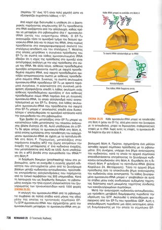 (nep(nou 101 5<og 102) e(vot nol,ri 1o;r4Lri drore vo
e(oo<poL((et ouyy6qro trdOoug < 10-s.
An5 xop6 erle 6toruno0e[ r; un60eoq dl o Borrrl-
pror6g nopdyowoq enrprqr<uvoqg EF-Tu npoo6dveror
oro RNA ove[dpqro on6 qv oM4],ou{o, r<o069 npd_
ner vq Uerogdper oro prBooopdtro 6Lo t, ol.rwooruLo-
IRNA (err6q rou evopxrrlprou IRNA). O EF-Tu
ovoyvrop((er r5oo ro opwo[u<6 rUnpo rou 6eopo0 opr_
voor<utro{RNA 6oo ror ro o6pro rou IRNA, 6nou rup[<og
npoodSveror fio ooKxopogoogoprxd oreler6 tou
metr51oug-ono65rrq Kor rou meLdXoug T. MeLdreg
orrg ono(eg perp4Ory<e 11 ouyy6vero np6o6eoqg rou
EF-Tu oe otom6 xor Ld0og ogrvoorul.uo;r6vo IRNA
66er[ov 6tr 11 roX6g rqg np6o6eo4g oro opuvo[0 e(vor
owrorp6<prrlg ovdLoy4 Ue rrlv rq40 np6o6eoqg oro oc0_
Uo rou IBNA. Me dMo L6yro, oo0evrirg npoo6e6eg6vo
otruvo{6o eoreponororiwor oroord pre ogtXrd npoo6e-
6ep6vo otil.roro IRNA, evc0 orprXrd npoo6e6e;r6vo opr-
vo[5o eoreponoroUwq oroqrd pre ooOevrilg npoo6e6e-
prdvo oril.toro IRNA. Iuven6g, rq ooord oxul,uo;-uivo
ollvoo<ulo-tRNA npoo66vouv EF-Tu pre opr<erd nop6_
1.roro ouyydvero. H ex).eru<6tr1ro mr1 ouvoLxrl perd_
qpoon e[oorpo].i(eror ener64 11 ]d0og or<ul,(oor; ev6g
oo0evrig npoodedeprdvou ogrvo[6og o, 6vo oo0evc6g
npoo6e6ep6vo oc0pro IRNA nopdyer 6vo pr4 ouyyev6q
ol.uvoor<ulo-tRNA, ro ono(o oMrll,enrdpd noLrj ovoro_
rel,eopo-nrd Ue rov EF-Tu. En(onq, dvo )td0og orullco-
pr6vo ol.uvoor<ul,o-tRNA nou npoo66veror nto orptXrd
orov EF-Tu pnope( v' onorLerore(, enerd4 e(vot 6uoxo_
l,6repo v' oneLeu0ep6oer ro oplo[x6 rord].orno rord
qv oyxupo6eofo rou mo p$oocrlprdrro.
'E1er
Bpe0e( 6n geroMd[elq orov EF-Tu ;rnope( vo
roroorerl,ouv Ld0r1 preror6nronq rou nLoro(ou ovdyvcrl-
oqg (BL6ne Ev6trlro 25.16). Aw6 unodqLdlver 6rr o EF-
Tu 6e <p6per onLcilg ro oUrvooKULo{RNA orq 0dor1 A,
oLid en(or1g epnldreror orrlv ronoOdrrlon rou eroepX6-
Uevou oprvoor<ul,otRNA oe oX6or1 pe ro nemr6uLo-tR_
NA orrl 05or1 P. l-lopopro(og, preroLld[erq orov
nopdyowo 6vop[qg elF2 r4g (ripqg ennp6nouv rqv
6vop[q qg gerdgpoorlq o' 6vq Kodrx6vro dvop(r1g,
nou peroMdooeror qn6 AUG oe UUG. Aur6 uno6ql,ri-
vet 6rr o elF2 Boq0d firlv oyKupodeo(o rou tRNA,r,r"t
or4 06o11 P.
H 6r6p0oor1 dorrp(rov (proofreading) ndvco oro pt-
Booco;rduo, d:me vo evtoXu0e( n eyyevnq 1o;r4Lr1 er6r-
r6rqto nou enrruyxdvetor ;r6vo on6 ro (euydpopo
Bdoeov gero(ri xto6xov(ou-owrr<rr6u<ov(ou, npounoOri-
rer enrnp6o0ereg o).L4l,enr6pdoeLg nou nop6lowor
qn5 to ronrr6 neptBdMov qg 30S unopovddog, Kord
rr1 tremoupy[o rou coq Srop0orjg 6orrp(trlv, ro prBoorrr-
prdno evroX6er rrlv 4nro eyyevn enil,ercnr6rpo rou (eu-
yop<ill.rorog rrrlv rprvouxl,eorr6(cov r<ord 1000 gopdq
(EtK0NA 25.25).
H enil.oy4 rou ogrvooKuLotRNA on6 ro prBooro;rd_
no ouprBo[ver oe notrtrd orddrq r<o16 pujrog r4g o6orj
p5oro rqg ono(og ro rprroroy6g oUprn).or<o EF-
Tu:GTP:o;uvoorulo-tRNA nou oxrlpor((eror prerd rqv
ol.rwooxul(oo4 pretorpdper ro oprvooKuLotRNA orn pr-
736 |GOA Al0 25 0 l-everrdg Kdr6rrog
Kd00 IRNA gnope( vo ero6tr0er oq 06o11 A
To oooTo IRNA otr),r1trenr6po pe ro rRNA
EIK0NA 25.25 Ko0e oprvooxutrotRNA pnope( vo rono0eqOei
oq 06o11 A (p6otrt rou EF-Tu), otrtro p6vo ere(vo nou (euyopdrveL
ge ro ovlrodrxrlvto, pnope( vo drlproupyrloer oro0eponoLrlnx6g
enog6g pe ro rRNA. Xoprg oureg ng enoq6g, ro ogrvoorulo-tR-
NA 0roX6eror 6[o onri rn 06on A.
Booropu<{ 05oq A. llpc[rov, oX4pror((eror dvo prd].].ov
ooro0Sg oplu<6 orltrrnlor<o np5o6eo4g pre ro prBooro-
prdrro. Irq ouv6Xero, undpXet 6vo Bqpo ovoyvc0prorlg
rou xrodrrov(ou, xord ro ono(o to op1tr6 o0pnLoro
enovo6rqtdooeror enrp6nowoq ro (euydpopo rro6r-
rov(ou-owxco6rxov[ou orq 06oq A. Ou;r40e(re dtr 4 6r-
nLovrl 06oq P <prLo[eve( ro nenrt6utro{RNA (BA6ne
KegdLoro 24, MeruEpoory). T6oo ro opXtx6 Bqpro
np6o6eoqg 6oo ro enorSLou0o B4po ovoyv6ptoqg
rou ro6rrov[ou e(vor owrarpemd, To ].d0og (euyop<o-
;r6vo ol.rwoor<uLotRNA prnops( v' onoBlq0o[v oe ourd
rq 0166ro prSool ev5g ouv6uoollorj ou[qtrr6v4g rolrirrl-
toq 6rdmooqg ro/r1 preropr6vrlg roXriqrog oriv6eoqg
tov roro(euyoptoprSvtov outrrnl,6rov.
Merd qv ovoyvcbprorl xo6txov(ou-owtrro6u<ov(ou,
pro np6o0et4 peroBol,4 6ropr6prp<oor1g nupo6ore[ rrlv
udp6truoq rou GTP. Arol,ou0e( q onel,eu06poon go-
ogopxori on6 tov EF-Tu nou npoo66ver GDp. Aurl 11
oneleu0d,proorl nupo6ore( puo 6M4 ercero;r6w1 oMo-
y4 6rotrr6pgoonq Ue rqv ono(o ro oUprn).oro EF-
'Evo
trdOog tRNA dtol6erot errog
 