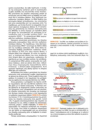 oprdro vouKtreorrd(ov. Ie rd0e nep(moto4, q ouv51t-
on rnq ovdyvrr:or1q rprnLer6v perd to ouyrerpt;l5vo
ouprBdv ono6i6er 6vo notrunent(6to er<r6g droto[ou.
Mro peror6nron rou noro(ou ovdyvoorlg pnope( vo
xoromotre( on6 5vo IRNA rxqv6 vo 6roBd(er 5vo ro6t-
xov(o 6rio 11 reoodprov B6oecov. Ir4v nepintoorl rov
r<codu<ov(olv reoodpov Bdoeov, to IRNA 6to05tet 6vo
exrerog5vo 0p6Xo owrrodrr<ov(ou, nou onotetre(rqt
on6 or,mdl voux.treor(6ro ow( tov rovovtr6v entd. l-to
nopdderygo, 1.uo G e(vor 6uvor6 vo etoXoprioet oe Uto
oerpd opxerc0v ouvel6prevov Bdoecov G. O Korooro-
).6o9 qq prerot5ntorlg rou nloro(ou ovdyvtooqg e(vot
6vo IRNAGly ro ono(o nepr6let pro np6o0etrl Fdon
mo Bp61o rou owrrordrrov(ou xor gerorp6net ro ov-
rtr<odrr6vro on5 rq ouvqO4 rprnl,dto CCCe oto
r<ouopr6ro CCCC+-. To r<oroorotrrrx6 IRNA ovoyvo-
p((er 5vo "Ko6rK6vro" reoodpov Bdoeov.
Opropr6vot roroorotre[g perot6nroqg rou n],oro[ou
ovdyvoorlg ovoyvcop[(ouv ndvo on6 5vo (KodtK6vtoD
reoodpruv Bdoeolv. l-to nopd6etypto, 6vog Bor<tqpto-
169 roromol6oq tRNALv'owrororle[ oe AAAA n AAAU
ow( rou ouvq0oug rodu<ov(ou MA. 'Evoq dtr).og r<o-
roorol5og droBd(et onotoS4nore "Ko6tK6vto" teood-
ptov Bdoecov pe ACC otrq rperq nprirreg 06oetg: 4
en6pevrl Bdo4 e[vor o6rdEoprl. Ie owdg ttg neptntri-
oerq, or evotrtror<trr5q Bdoerg nou e(vot onodertdq
orrlv r6topr4 0do4 rou 1loxpfrepou (Ko6rKov(ou" 6e
oler[(owor Ue rouq ouvrlOetq rov6veg rrlg oordOetog.
To xqroorotrrrx6 IRNA gdMov ovoyvcop((et 6vo ro6t-
r6vro 3 Bdoeov, oMd yro xdnoto dl).o L6yo -nt0ov6-
repo l.6yrrl orepeoxnlJtrrlg nope;rn66ror1q (steric
hindrance)- 11 drnhovrl Bdoq ono<ppdooetot. Aur6
npor<oLe( nop6l,etr.l.rr1 prog Bdorlg npototi to en6pevo
IRNA Bpet 5vo rodrx6vro.
Koroordoerq orrg ono(eg q pretot6ntorl tou nloto(ou
ovdyvrrlorlq e(vor <p u orotroyrr6 ou ;rBdv nopor; po tiwot
oe tpdyoug xot dLtroug rorig. TSroro oupBdwo (otog enrl-
pe6(ouv q ouv6Xtorl r1 rov reppottqr6 qg pretdqpo-
onq Kor orpeilowor orrg eyyeve(g r6r6qreg tou mRNA.
Itoug petpoio[q, 4 perdgpoorlrou npciltou yovt6(-
ou reppror((erqt qn6 dvo oouv0ettr6 rtodtr6vto ornv
(6ro <pdoq ge ro nl,o(oro ovdyvoorlg. To derircpo yovi
6ro Bp(or<etor oe 6rorpope'rx6 ntro(oto ovdyvtr:oqg rot
(oe opropr6voug ro0q) Uero<ppd(eror on6 gto perot6nt-
oq nloro(ou ovdyvtoo4g nou entrp6net pto evotrtroyrl
oro 6e[repo nAofoto ovdyvcooqq rt 6ro nopordpmet
ro rcr6rx6vto repgortopo0 (FMne tlK0NA 26.28xt enionq
lr1v Ev6t4ta 17.12). H onoreLeoporr6tlto qg preror5-
nronq rou nl.qro(ou ovdyvcoorlg e(vot XogqLrl, tuntrd
-5"/o. H Xopnfui onoteleotrrotx6t4to 51er oqproo(o yto
t4 BroLoy[o rou rori, xoOc0g n o0[non rqg onoretreqto-
ttx6tlrog prnope( v' onoBe( entBLoBrlq. H EIK0HA 25.27
nopouord(et qv nop6proto rordoroo4 rou orotle(ou
Ty rnq (UUnS, orrlv ono(o to t<to6tr6vto teptrrottol.toti
rou tya npdner vo TropoKopq0e( on6 pto petor6nto4
rou nloro(ou ovdyvcooqq <iore vo 6toBoore[ to enor6-
Lou0o yov(6ro fyb.
T5roreg roroordoerg unoypogp(ouv rr1 orlpowtxrl
Meroronrorl rou ntrotofou ovoyvoorlg -1 o{o perpoid HIV
n/
NNNNUUUUU IJAG GNNNNNNNN
Teleuro[o xodrxovro nou 6Lopd(etor mo opXtxo ntroloto ovoyvcrloqq
Ilptino xrodrrovro nou 6r090(sr0r oro v6o ntroloro qvoyvoolq
Avdyvtoorl Xcoprg peroronrol rou nloto[ou ovoyvooqg
NNNNUUUUU UAG GN N N NNNN N
Avdyvoon gerd rr1 gerorontoq rou ntroto(ou ovtiyvtooqg
NNNNUUUUU GNNNNNNNN
'Evo
IRNA, nou otrroOolver roro ;.tlo Bool oro (eu-
yopto;.ro pre 6vo rordtrovro, npoxo),e[ ;lerordnrol rou n],oLoio-
ovoyvoorlg 11 onolo rorooretrtrer Tn InEl H onoretreoportroq,:
e(vot-5%.
oppl 6rL ro onovro (oMd npoBL6Qtpo) ouptBdwo "Lov-
Ooop5vr1q ovdyvtooqg" e(vot 5vo ovoyt<o[o Bqpo rqc
EvotrloxrtroI tp6nor [etdqpqonq ono6i6ouv Tya 11 Tya-Tyb
llporeivn Tya
5fufofofufufo)
EvopIn An(n
tltl
-
I tvterordnrol rou ]
'Evop[r1 nlqro(ou ovdyvtoolg AnEn
Xroprg ArgtRNA, ro
To Gly- IRNA
lloporoUQ1 ougpotvet orov to ptpootr.tporto pero-
ruve(ror roro plrog rou mRNA, 6ro1 6ore ro nenrtdutrotRNA qc
Oeor1g P onetreuOeptlverol ono ro (euyoptol.to pe ro raldtxovtc
rou xr 6netto (euyoptlver ue ronoro oLtro rodlrovto oe pteyotr0re-
p1 onooroorl.
Xrpopxrl rpoTelvn Tya-Tyb
738 KE0AM|0 25 0 levertrdg KtitdLxog
llotrunenrldro -Leu
 