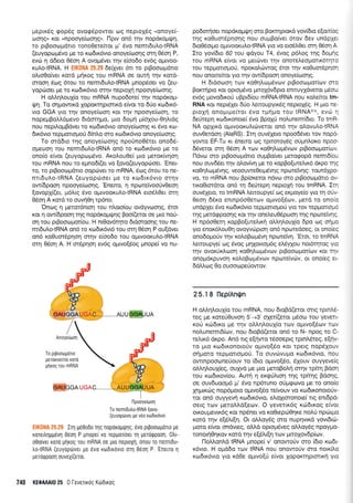 UeprK6q qop5q ovqq5powor oq ileproxSq "onoye(-
ooqq" Kor (npooye(o:or1g". l-lprv on6 rnv nopdKouqJn,
ro prBootol.rdrro tono0ere('roL pr' 6vo nenrt6utrotRNA
(euyoptop6vo ge ro rcodx6vro onoye(rrlor1q or4 05oq P,
evd: 4 ddero 05o4 A ovop6ver rlv e(oo6o ev6g o;rwoo-
rui.o{RNA. H EIK0NA 25.29 6e(;yer 6n ro prBoocopdrro
olro0q(ver rotd pr4rog rou mRNA oe owf r4v rord-
orooq Srog 6tou ro nemrdutro-tRNA prnop6oer vo (eu-
yopriloer pe ro ro6rxdvro ornv neproXrl npooye(rooqg.
H otrl.qLouX(o rou mRNA nupo6ote( rqv nopdr<op-
Un. To or11lowu<d XopoKrnprorxd efuor to 6rlo rcodrr6-
vto GGA yro rnv onoye(cooq Kor rnv npooye(coor'1, ro
nopepBoll6pevo 6rdm4Uq, Uro doprl p(oXou-0ql,tdg
nou nepil.o1-rBdver ro r<<o6rrdvro onoye(oor1g ru 5vo rtrl-
6x6vro repprortopro6 6fuLq oro rto6x6vro onoye(ooqg.
To md6ro r4g onoye(ooqg npouno0Ster ono65'
opeuon tou nemrdutrotRNA on6 ro xrrl6rr6vro pe to
ono(o e(vor (euyopo;r5vo. Ar<oLou0e( puo peror<[vqorl
rou mRNA nou ro egno6f(er vo [ovo(euyopr6oer.
'Ener-
to, ro ptBoocoprdrro oopciver ro mRNA, 6o9 6rou ro ne-
nrrdulo-tRNA (euyopciroer Ue ro rro6rr6vro otrlv
ow(6poor1 npoo'ye(<oo4g.'Eneno, q nporeivoorJv0eorl
[ovopX((er, pr6llg 5vo o1-uvoor<u].o-tRNA eroS].0er orn
06oq A rord to ouvr10r1 rp5no.
'Onog q peror6ntoq rou nloro(ou ovdyvtoorlg, 6ror
ror 4 owfdpoon rnq nopdroprQqg Boo(eror oe pto noU-
otl rou prBooroprorfou. H nr0ov6rrlro 6rdoroorlq rou ne-
mrdu).o{RNA on6 ro rrodx6vr6 rou onl 06o4 P ou(dver
on6 ro0umSpnon ornv efoo6o rou oprvooKutro{RNA
orn 06on A. H or6p4o4 ev6g oprwo[6og ;rnopei vo nu-
fficnucAc........i
[lpooye[roor1
To lterTrOutro-tRNA Eovo-
(euyopovet ire v5o xtodtxovto
1:'r :ii:,; Ir' .111 Iq geooDo i1g noporo;it11g, 6vo prBootoporto pe
roreAlpp6vq Oeon P Unoper vo repporloer q Ueroqpool. Otrr-
oOo[ver xoro pqrog rou mRNA oe ;:ro neproXti, onou ro nenri6u-
tro{RNA (euyoprlver pe evo rodrrovro 0TI 0dort P 'Ene
uo q
Uerotppoorl ouvey[(erot.
740 KE0AAAI0 25 0 l-evelro_c Kridrroq
po6orrl oet nopdr<opr{.rq oro Borcrrl pror<d yov(6Lo elottfoc
rrlg r<o0um6prlolg nou ouprBo(vet 6tov 6ev undpleL
6ro0Sorpro oprLvoor<ul.otRNA yto vo eto6tr0er oq 06o11 A
Iro yov(6to 60 tou <pdyou T4, Svog p6).oq qg 6opnc
rou mRNA e(voL vo geuilvst rrlv onorel.eotrlorrxdrqro
rou repporroprori, npoxolrrlwog Sror qv r<o0uor6pqor
nou onotrefuor yto rnv ow(6poo4 onoyefooqg.
H 6rdorooq rov ro0qlu:trrdvrov prBootopror(rov mo
Borcrrlpro r<or oprop6vo prLtoX6vSpro ennuyldveroi prdcc-
ev6g provodLr<o0 uBpt6[ou mRNA{RNA nou xotrefuoL tm-
RNA rol nepLdlet 66o LeLroupyu<69 neproXdg. H pro ne-
pro1q onoprrpe(tor 6vo rprrlpro rou tRNAAu, ovri r
OeUrepq rordrNonoLe( 6vo ppolJ no).unem(61o. To tmR-
NA opXrr<d oprvoor<ul.rcoveror ond tqv oLovuAo-tRNA
ouvOerdoq (AlaRS). Ir4 ouv6XeLo npoo6dver rov nopo-
yowo EF-Tu ru 5ner-ro og rproroydg orjprnl.oxo npoo-
dSveror orq 05oq A rolv r<o0r1).rlr;l6vov prBoorl-l;.tot(tov
Idvo oro prBooroprdlo ouprBo(veL prerogopd nemL6[or-
nou ouvddeL qv olov(vq pie ro ropBo(ureLrxd dr<po rt'1c
r<o0r1Lcop6vq g, veoouweOerpr5vrlq npolrelvq g : row6lpo -
vo, ro mRNA nou Bp(or<eroL ndvo oro prBoorr.ll-rotto ov-
lxoOrordror ond q 6e[repr1 nepLoXrl rou tmRNA. Im
ouvdXero, to tmRNA tretroupye( cog erpoye(o yLo tq orjv-
0eor1 66r<o enrnpdoOerov o1-rtvoldorv, preto ro ono[c
undpXet 6vo r<rodu<6vro rsppolopori yro rov repUorroUC
rqg perdgpoonq Kor qv oneLeuO6pcoorl rrlg npir.lreir,lq
l-i np6o0eq r<opBo(ureLu<r1 oh}.q),ouX(o 6po rog ot11-rc
yro enordlou0rl ovoyvioprorl ond npr.,:redoeg, or ono(ee
ono6oproriv t4v r<o).oBropr5vq npu.lrelvq. 'EroL, ro tmRNA
Lenoupye( og 6vog prqXovropr6g el.6y1ou noL6trpog yrc
ttlv ovorrix..rr.lo4 r<o0q).rilptdvov ptBootopor(orv Kot rrlv
onopdr<puvoq xo).oBropdvrov nporeivov, ot ono(eg er-
6oMrog 0o ouootrlpe[owov.
25.1 I llepiAn(rn
H oM4LouX(o rou mRNA, nou dLoBd(eror orrg rprn),e-
rsq Ue rote(Ouvoq 5'->3' olsr((eror pSoo rou yevert-
r<otj xrrr6rxo Ue rnv oL).r1LouX(o rc'rv oprrvo(5ov rov
no).unemt6[tov, nou dtoBd(eror ond ro N- npog to C-
rel.rx6 dr<po. And ng e[r1wo r6ooeprg rprn].6req, e[qv-
ro Ur.o xco6rronoroiv oprLvo[5o Kor rperq nopexouv
or;;roro reppoloprori. To ouvc6vupro r<ttl6rr6vro, nou
owrnpooorne[ouv ro i6to opuvo[5o, 6Xouv ouyyeve[g
oMrll.ouX(eg, ouyyd pre puo preroBotr4 orriv tpfur; Boon
rou xro6rr<ov(ou. Aur4 q er<cprjl.roq rqq tpkqg pdolq
oe ouv6uoopd U' 6vo np6runo orjp<povo pe ro onoio
1qpu<6q nop6proro opuvo[do re(vouv vo x<r.lStronototjv-
ror on6 ouyyev4 rordtx6vro, eloXtoronoLe( tLg enrdpo-
osrq rov pteroltrd[eo.lv. O yevettr6g r<trl6rr<og e[vot
orxoupevrx6g r<or npdneL vo xo0tep60r1re no).ri nportl,ro
rotd rqv e[6].1[r1. Or oMoy6g oro nupnvrKd yovrdurr-
poro e(vot ondvteg, oMd oproprdveg oMoy6g npoypo-
ronoLrl04r<ov r<otd rlv e(6Lt(q rov l.utoXovdp(orv.
I-loMonLd IRNA prnope( v' onowo[v oro i6ro r<or6L-
r<dvLo. H otr-rodo rorv IRNA nou onowoJv mo noLr(i.o
xroSu<6vto yro r<dOe opuvo[d e(vor loporrqproru<r1 yto
Anoyelo.lon
To ptBoocrrgorLo
peroxrveltol roro
prlrog rou mRNA
 