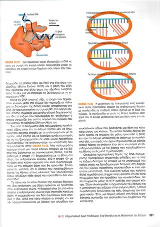 Avo6rxrl DNA
'Evo
nporeivtro re(Xoq e[ovoyro(et To DNA v0
:,poqr1 oro evtpYo K6vTpo. Nouxtreor[dto pnopel vo
oro evepy6 rSvrpo 0toireoou evog nopou oqv npto-
:.-ir rLq BdoeLg DNA rot RNA oro 5vo drpo tou
: :- tpl6ne Etr6vo '19,25) r<ot n Fdon tou DNA
l:.cxeroL mo dMo dt<po rou uBpt6(ou ttvd(etot
llpoor(0erot rowo0pu Bdoq xot ondve 0eogo(
'R11i-:
lrt;ii,l
lltr;111.
To 6v(uuo gerortvefiot rot ovodrlptoupye( touq 6eoU00q
il ;, r. ll
ll:t,i,
,
-:- - "-..... --,
;:.r.i;il+1li.it:; ',
Noudeot(6tq
KtuIon tou
ev(Upou
ir I
!1,_!
2To DNA
Ero6pXoTot
oro ooydvto


: .: e[o yto vo enttpSqet to (euydptol-to Ue ro et-
: -o'vo NTP.
^N
r A . ,-^-^i -'(E* h -^avia rr,lr Ftwr,lnt-
:1..q ro DNA unoore(qEn, n rpox(q tcov [elcopt-
, - . ,.i.!vcDv U6oo crro 5v(upo dev neptop((erot nlSov
:-: :- 5uoKoUqr(o 'rnq 6tnI(q 5trxog, enrp6nowog oto
- ,: . : rpoYuoronotrloet rq orpoqn 90o oro evepy6 r6v-
-: : I:.c1q, ouprBo(vet ptto peyoLr1 oMoyrl dtopt6ptpoorlq
-- l : ro dv(upto nou nepAoptBdvet to "ouvderrlpo" o
EIK0NA 19.26 H Ueroxivnon rrlq notrupepdorlg evdg vourhei-
vrKorj oE6oq rpoUn0e6Tet Oporion Kot 0v06rlUtoupY(0 6eop6v
pe vourtreotldto oe oT00ep6q e6oetq oXettrd Ue Tn Oogn rou
ev(rlgou. To vourleoridto oe our6g rtg 06oetg d0d(ouv Kdee
Qopd rou To 6v(uUo UeToKtvs(Tot KoTd Uto pdoq ndvto oT0 eK'
uoYe(0.
vouKleivtKov o[6ov nou Bp(or<owot prto 06oq nto rdrco
Kord ilnKoq tou t<.trtilvou. To ;reoo[o n].o(oto 6e(1vet 6tt
ow6 np6net vo onpo(vfl 6tt pr6tr'tg npooreOef n pdon
Kot nprv ro 6v(uUo petorwqoe[ oe oxSon pe to vour]'ei-
vrx6 o(ti, ot enogdq nou 61ouv 6r1prtoupy40e( pe er6x6g
06oetq np6net vo ondoouv 6tot cilore vo Unope( vo Eo-
vodrlpuoupyl0oriv pe rtq Bdoetg nou Kqto^,ogBdvouv
ng O5oetq our6g prerd q ;retor<[vqor1'
Optop6veg rpuoroLLtt<69 6opdq rrlg RNA nolupe'
p6onq npooq6pouv oqpowtx6g ev6e([erq yto to nc0q
ro 6v(upro 6rotqpe( rtq enog5g pe ro un6orpopd tou
ro0drg ondet Kot [ovo6qproupye( 6eoprofg qrn 6tepYo-
ofq rou r<[x].ou npoo0rixqq vour],eott6(ov rt evcir uq(-
orsrqt petot6ntorl. 'Evo eudNrro t;r(trro nou rol'efuqt
0qtud nupo66qonq (trigger loop) qo(verot 6tt 6ev efuot
mulo;t6vo Tlptv rl'lv npoo0(xr1 tov vourl,eort6(tov, dr-
d muXrivetot pr6l,tq to NTP etodLOet oro evepy6 x6v-
rpo. 'Orov olorlqpo0e( o oXrl;ronopr6g tou deoproU rot
r1 pretor6ntoq tou ev(rigou orrlv en6prevq 06o11, 11 Or1Ltd
nupo66tr1or1g (erutr'iyerot rot n6Lt, 6roq-r1 yto tov en6-
prevo r0xl.o, 'Etot, 1.tto Sopu<r1 oM.oyrl orrl OqLtd nupo-
66rr1oqg ouwov((et Tr1v orotrouo(o tcrrv oupB6wov rqq
rot6).uor1q.
:: cXqprot((et 6vo on6 to ooy6vto tou ev(fpou nou
-ouv ro xo0odtr6 DNA orn 05or1 tou.
" : :nd to 6tl.qpr;roto roOe notruprepdonq voux.e'i-
:ieoq e[vot 6tt to 6v(upo np6net gev vo 6qpt-
-:r,, oerxr5q eno<pdg pe to un6otpopo Kqt Ue ro
: . lMo en(or1g xot vo 6tor6r.l.tet out6g ttg eno<p5g
, : :.Q [ovooltlpot(oet oe rdOe r<0ro npooO4r<qg
-'r::16(ou. Ag ovoloytmo[pre trlv rotdorooq nou
. s3Qerot oTnv Mro notrupepdorl
*::onote( pto oerpd et6trrov enorpov pre ttq Bd-
: :,.l Bp(orowot oe ouyxerptp6veq O5oetq. l-tq no-
:...*c, q enogrl "1" dtlutouPYe(tot pe q Bdorl mo
:: :ou ou(ov6pevou x.l.<ovou, evco 11 enocptl "2" pt
- ::]r orov rLdlvo er<proye[o nou e(vot ougn].qptl1'to-
- . :: -. qv en6pevq B6oq nou 0o npomeOe(' Entoq-- . :: -. qv en6pevrl B6oq nou 0o npomeOe(' Entoq-
-: ..:lr, ocn6oo, 6rt ot pdoetq nou rotol'oprBdvouvl. el, wv
.: :rq 06oetg arouq r<Ltovoug ttov vout<LeivLxriv
- i: --, oMd(ouv r<dOe <popd nou npoor[0etot 6vo vou-
-: rovo.r ror to xdttrl nl,o(oto r1g etr<6vog 6e(lyouv
-. l.c rordoroorl: prto Bdo'r1 np6rettot vo npomeOe(
, :. :r(ov6;tevo xtrtrlvo. H dtotpopd e(vot 6tt mo rdttr;
- r l.c o oufov6pevog x}'tovog SXet ener<roOe( rord pto
: --- -l yeo-lpretp[o Kot rov 6rio ouprnL6rolv e(vot oxpt-
:-: - i6Lo, qMd oro xdto nLo(oto ot enorp6g "1" Kot
: :ooyUoronoro6wor pe Bdoetq tolv oLuo(6<ov tcov
l* il H Kpuorotrtrrrl Aoprl Ynooltrdrver'Evo Movr6tro yto q Meroxtvlon lou Et'[-*:- 531
 