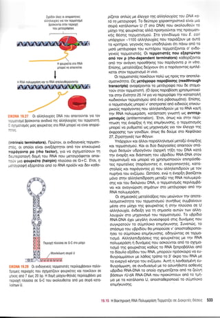 Ixe6ov otreq ot onopo(rrlreq
lrliltrouXieq yro tov repgotlopo
Ppiorovror otr1v fleptoxn
nou usroYpdQnKe
H rpoupr5ro oTo RNA
Unopei vo onotTtiTot
0t otrtrtltrouxieg DNA nou onotTolJvTot Yto Tov
-.:-lrLolto
$plorovrot ovootro Uq otrtrntrouxtog rou repportorrl,
, ,,-lorrouoq uroq QoupKer0q oro RNA unope( v0 elvot 0n0p0i
--tt
ntri nsic terminators). l-l ptrttov, ot ev6oYeve(q repUort-
: .q, or ono(ot e(vot ove[dprlrot on6 rov entrouptr6
nop6yovro po (rho factor), Yto vo oXqpot(oouv trl
1.-repotoyq doprrl rou RNA nou preroypd<petot onot-
:JV llo goupx6ro (hairpin) n).oUoto oe G+C. 'Ero4 11
-.,aypagn eoptatat an6 rc RNA npoi6v xat 5ev xa)o-
.*#.w
E*G
ffiiG
b#&
L&th
U}4F
$r$4
"6RqeAg. h*
wtrg6lE
h&r&
ilfl-E
ffi
ffi neproxrl iloriotq oe G-C oro gtoxo
ffiq
[Jels
il&T TMovoxtrovn
oend U
EIKONA 19.28 0r evdoyeve(g repponor6g nepiloppdvouv notr[v-
dpogeq neptox6g nou oXl;roti(ouv goupx6req Kot notKfiouv 0s
g4rog on6 7 etrrq 20 bp. H 6opr1 Utoxou-Ontrtdq nepiloUFdvet Uto
neproxn ntroUoto oe G-C nou oxo)rou0eltot on6 pto ostpd K0T0-
tro(nov U.
p(etu anLriq pe lleyyo n1q a&rlLouy{ag tou DNA xa-
td q peraypacpfl. 1o 6e0repo XopoKrnptsrr6 efuot pro
oetpd xotdtrotnov U (T oro DNA) nou orol'ou0o0v to
pr(o1o qg qoupr<6tog oMd nporlyo0wot qg npqYpm-
rrlq 05oqg repUortopoti. Ito yovtd(topto 'cou E. coli
undpXouv -1100 otrtrr1LouX(eg nou totptd(ouv pre owd
ro r<pttripto, yeyov6q nou unodqcilvet 6tt ndvo on6 to
gto6 pretdypqqo rou xurrdpou tepprot(owot o' ev6o-
yeve[g reppottm6g. Ot repportor6g nou efopr6wol
qn6 rov p (rho-dependent terminators) xoOop(owot
on6 t4v ovdyr<r1 npooOrixqg tou nop6yowo p in vitro.
En(oqg, pretoMd(etq 6e[lyouv 6rt o nopdyowog epnl'd-
Kerol fiov reppronop6 in vivo.
Ot tepgoror6g nox[trouv no]li og npoq rnv onotetre-
opcntr6rrpo. Og per6ypogo nopopiooqg (readthrough
transcripts) ovog6powot to pretdypogo nou 6e oropo-
roUv orovtepgonon(. (O 6poq nopoB(ooq lpqoqlonoef
rot ornv Evot7ta 25.14ytovo neptypdtpet rrlv xotooroNi
rodu<ov(cov tepporropori on6 dvo ptBooropdtto). En(oqq,
o rcpponop6g prnope( v' onotpone( on6 et6u<orig entKou-
pu<oUq nopdyoweg nou oMrltrenrdpo0v pre to RNA ro/r1
rqv RNA noluprepdorl, rotdoroorl Yvoorn oq qwlrep'
ponopr5g (antitermination). 'Eror, 6nog rot orqv nep(-
rrroorl qq 6vop[r1q r1 qg entptir<uvonq, o tepporrop6g
prnope( vo pu0ptore( oq Unxovtotl6g yro tov 6treyXo rqg
6rgpoorlg rrov yovt6(tov, 6noq 0o 6ori;re oro Ke<pdtroto
27, Zrpaqyxiq tav @dyuv.
YndpXouv Kqt dMot nopoM4Lrqro( preto[U 6vop[qg
Kor repportopro0. Kot or 6Uo 6epyoo(eg qnomo0v 0rt6-
orpro deoprdlv u6poy6vou (opXu<r1 ui[r1 tou DNA r<otd
qv 6vop[r1 rot 6tdorooq rou uBpt6(ou RNA-DNA orov
tepgottotrl6) r<ot pnope( vq XprlotUonoto6v entnp6o0e-
reg nproreiveq (nopdyoweq o, evepYonotqt6g, roro-
orol.e(g rot nopdyoweq p) nou otrq}'ent6po(v pe rov
nuprjvo tou ev(0;tou. Qor6oo, ev<ir 11 6vop(q Boo(etot
pr6vo orrlv oMr[ren(6poor1 prero[U qq RNA notru;repd-
onq Kor tou dtxtrtivou DNA, o reppottopr6g nepilopBd-
ver Kot ovoyvtilptorl onpdtov oro ;retdypotpo on6 qv
RNA nol.ugep6or1.
Ot orlpretor<6g pretoMd(etg nou trretcbvouv rllv onore-
treopour6qro rou tepgottogoti ouvrlOoq ouprBofuouv
p6oo oro p(oxo rqq rpoupr5rog ri ornv nLo0otq oe U
oMrllouX(o, 6v6et(4 Yto rrl onUoo(o outriv ttr:v oMq-
trouXtc0v oro prlxovtopt6 tou reppottopro0' To uBp(6to
RNA-DNA 6Xet preydtrrl ouvetogopd ortg duvdpretq nou
ouyrpototiv to otigntroro entpfruvoqg' Euvendrg, to
ondotpto tou uBpr6(ou 0o prnopoUoe v' qnooro0eponot-
qoet to o(prnLot<o en4.uiruvorlg, o6rlydrwog oe repUo-
rrotrt6. Atrtrntrenrdpdoetq rrlq <pouprdtog pe rrlv RNA
noluprepdoq ri 6uv6pretq nou oot<o0wot on6 ro crxnpo-
nopr6 qq goupr6tog ro0tirq ro RNA (enpoBdMer on6
ro 6(qutro e(6dou tou RNA, prnoporjv np6oxotpo vo eu-
Ouypoprpr(oouv pre trd0og rp6no to 3' dt<po tou RNA pe
ro evepy6 x5wpo tou ev(Uprou. Aurl q I'ov0oopr5u1 eu-
Ouypdprpuoq, oe ouv6uoo1.t6 pe to oouvti0toro oo0ev6g
uBp(6to RNA-DNA to ono(o oXrlpro{(etot on6 to (eUyr1
Fdoecov rU-dA RNA-DNA nou npox0mouv on6 ro 4tt1-
Uo Ue ro rqtdlotnq U, onosroOeponote[ to otipntroxo
enq.rlruvorlg.
19.15 H Bonrlptorrl RNA l-lotrupepdon Tepuqr(et oe Aroxptt6q 06oerq 5:B
lGUu
UA
GG
AA
I
H RNA notrupepdoq ror ro RNA onetreu0ep6vovrot
..'}..I. , [ }'^
 